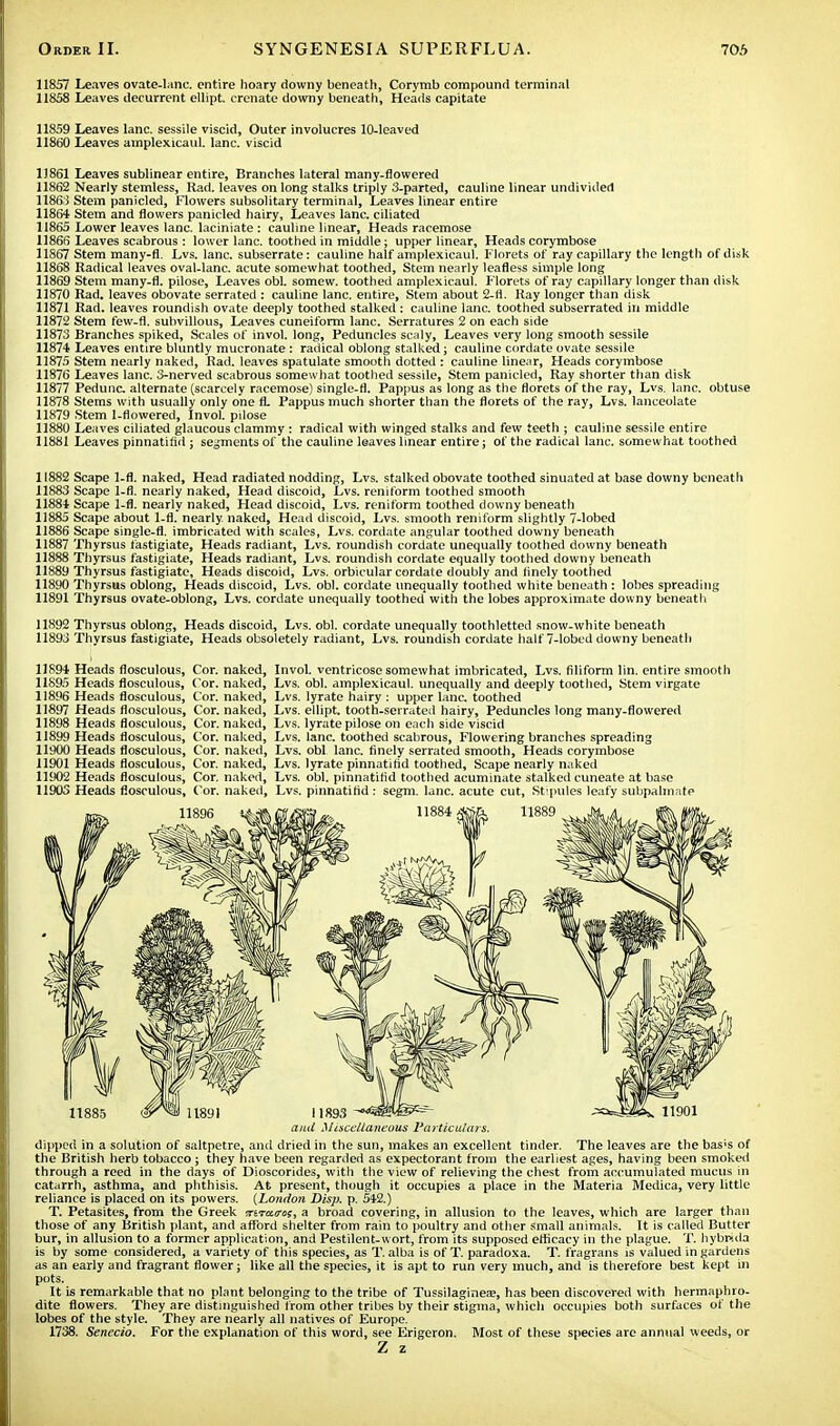 11857 Leaves ovate-lanc. entire hoary downy beneath, Corymb compound terminal 11858 Leaves decurrent ellipt. crenate downy beneath, Heads capitate 11859 Leaves lane, sessile viscid, Outer involucres 10-leaved 11860 Leaves amplexicaul. lane, viscid 1J861 Leaves sublinear entire, Branches lateral many-flowered 11862 Nearly stemless, Rad. leaves on long stalks triply 3-parted, cauline linear undivided 11863 Stem panicled, Flowers subsolitary terminal, Leaves linear entire 11864 Stem and flowers panicled hairy, Leaves lane, ciliated 11865 Lower leaves lane, laciniate : cauline linear, Heads racemose 11866 Leaves scabrous : lower lane, toothed in middle; upper linear, Heads corymbose 11867 Stem many-fl. Lvs. lane, subserrate: cauline half amplexicaul. Florets of ray capillary the length of disk 11868 Radical leaves oval-lanc. acute somewhat toothed, Stem nearly leafless simple long 11869 Stem many-fl. pilose, Leaves obi. somew. toothed amplexicaul. Florets of ray capillary longer than disk 11870 Rad. leaves obovate serrated : cauline lane, entire, Stem about 2-fi. Ray longer than disk 11871 Rad. leaves roundish ovate deeply toothed stalked : cauline lane, toothed subserrated in middle 11872 Stem few-fl. subvillous, Leaves cuneiform lane. Serratures 2 on each side 11873 Branches spiked, Scales of invol. long, Peduncles scaly, Leaves very long smooth sessile 11874 Leaves entire bluntly mucronate : radical oblong stalked; cauline cordate ovate sessile 11875 Stem nearly naked, Rad. leaves spatulate smooth dotted : cauline linear, Heads corymbose 11876 Leaves lane. 3-nerved scabrous somewhat toothed sessile, Stem panicled, Ray shorter than disk 11877 Pedunc. alternate (scarcely racemose) single-fl. Pappus as long as the florets of the ray, Lvs. lane, obtuse 11878 Stems with usually only one fl- Pappus much shorter than the florets of the ray, Lvs. lanceolate 11879 Stem 1-flowered, Invol. pilose 11880 Leaves ciliated glaucous clammy : radical with winged stalks and few teeth ; cauline sessile entire 11881 Leaves pinnatifid ; segments of the cauline leaves linear entire; of the radical lane, somewhat toothed 11882 Scape 1-fl. naked, Head radiated nodding, Lvs. stalked obovate toothed sinuated at base downy beneath 11883 Scape 1-fl. nearly naked, Head discoid, Lvs. reniform toothed smooth 11884 Scape 1-fl. nearly naked, Head discoid, Lvs. reniform toothed downy beneath 11885 Scape about 1-fl. nearly, naked, Head discoid, Lvs. smooth reniform slightly 7-lobed 11886 Scape single-fl. imbricated with scales, Lvs. cordate angular toothed downy beneath 11887 Thyrsus fastigiate, Heads radiant, Lvs. roundish cordate unequally toothed downy beneath 11888 Thyrsus fastigiate, Heads radiant, Lvs. roundish cordate equally toothed downy beneath 11889 Thyrsus fastigiate, Heads discoid, Lvs. orbicular cordate doubly and finely toothed 11890 Thyrsus oblong, Heads discoid, Lvs. obi. cordate unequally toothed white beneath : lobes spreading 11891 Thyrsus ovate-oblong, Lvs. cordate unequally toothed* with the lobes approximate downy beneath 11892 Thyrsus oblong, Heads discoid, Lvs. obi. cordate unequally toothletted snow-white beneath 11893 Thyrsus fastigiate, Heads obsoletely radiant, Lvs. roundish cordate half 7-lobed downy beneath 11894 Heads flosculous, Cor. naked, Invol. ventricose somewhat imbricated, Lvs. filiform lin. entire smooth 11895 Heads flosculous, Cor. naked, Lvs. obi. amplexicaul. unequally and deeply toothed, Stem virgate 11896 Heads flosculous, Cor. naked, Lvs. lyrate hairy : upper lane, toothed 11897 Heads flosculous, Cor. naked, Lvs. ellipt. tooth-serrated hairy, Peduncles long many-flowered 11898 Heads flosculous, Cor. naked, Lvs. lyrate pilose on each side viscid 11899 Heads flosculous, Cor. naked, Lvs. lane, toothed scabrous, Flowering branches spreading 11900 Heads flosculous, Cor. naked, Lvs. obi lane, finely serrated smooth, Heads corymbose 11901 Heads flosculous, Cor. naked, Lvs. lyrate pinnatifid toothed, Scape nearly naked 11902 Heads flosculous, Cor. naked, Lvs. obi. pinnatifid toothed acuminate stalked cuneate at base 11903 Heads flosculous, Cor. naked, Lvs. pinnatifid : segm. lane, acute cut, Stipules leafy subpalmate and Miscellaneous Particulars. dipped in a solution of saltpetre, and dried in the sun, makes an excellent tinder. The leaves are the bas'S of the British herb tobacco; they have been regarded as expectorant from the earliest ages, having been smoked through a reed in the days of Dioscorides, with the view of relieving the chest from accumulated mucus in catarrh, asthma, and phthisis. At present, though it occupies a place in the Materia Medica, very little reliance is placed on its powers. (London Disp. p. 542.) T. Petasites, from the Greek mtuo-os, a broad covering, in allusion to the leaves, which are larger than those of any British plant, and afford shelter from rain to poultry and other small animals. It is called Butter bur, in allusion to a former application, and Pestilent-wort, from its supposed efficacy in the plague. T. hybreda is by some considered, a variety of this species, as T. alba is of T. paradoxa. T. fragrans is valued in gardens as an early and fragrant flower; like all the species, it is apt to run very much, and is therefore best kept in pots. It is remarkable that no plant belonging to the tribe of TussilagineEe, has been discovered with hermaphro- dite flowers. They are distinguished from other tribes by their stigma, which occupies both surfaces of the lobes of the style. They are nearly all natives of Europe. 1738. Senecio. For the explanation of this word, see Erigeron. Most of these species are annual weeds, or Z z