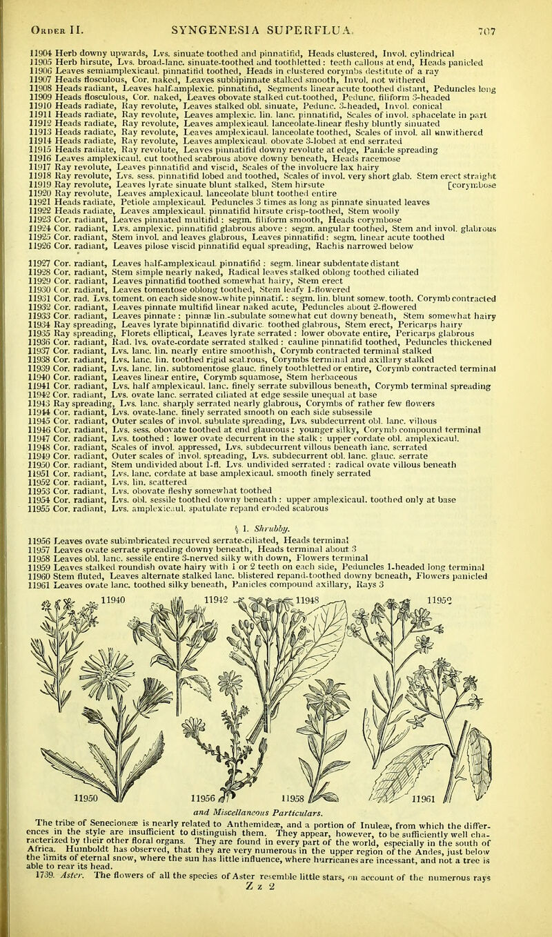 11904 Herb downy upwards, Lvs. sinuate toothed and pinnatifid, Heads clustered, Invol. cylindrical 11905 Herb hirsute, Lvs. broad-lanc. sinuate-toothed and toothletted : teeth callous at end, Heads panicled 1190G -Leaves semiamplexicaul. pinnatifid toothed, Heads in clustered corymbs destitute of a ray 11907 Heads flosculous, Cor. naked, Leaves subbipinnate stalked smooth, Invol. not withered 11908 Heads radiant, Leaves half-amplexic. pinnatifid, Segments linear acute toothed distant, Peduncles long 11909 Heads flosculous, Cor. naked, Leaves obovate stalked cut-toothed, Pedunc. filiform 3-headed 11910 Heads radiate, Kay revolute, Leaves stalked obi. sinuate, Pedunc. 3-headed, Invol. conical 11911 Heads radiate, Ray revolute, Leaves amplexic. I'm. lane, pinnatifid, Scales of invol. sphacelate in part 11912 Heads radiate, Ray revolute, Leaves amplexicaul. lanceolate-linear fleshy bluntly sinuated 11913 Heads radiate, Ray revolute, Leaves amplexicaul. lanceolate toothed, Scales of invol. all tmwithered 11914 Heads radiate, Ray revolute, Leaves amplexicaul. obovate 3-lobed at end serrated 11915 Heads radiate, Ray revolute, Leaves pinnatifid downy revolute at edge, Panicle spreading 11916 Leaves amplexicaul. cut toothed scabrous above downy beneath, Heads racemose 11917 Ray revolute, Leaves pinnatifid and viscid, Scales of the involucre lax hairy 11918 Ray revolute, Lvs. sess. pinnatifid lobed and toothed, Scales of invol. very short glab. Stem erect straight 11919 Ray revolute, Leaves lyrate sinuate blunt stalked, Stem hirsute [corymbose 11920 Ray revolute, Leaves amplexicaul. lanceolate blunt toothed entire 11921 Heads radiate, Petiole amplexicaul. Peduncles 3 times as long as pinnate sinuated leaves 11922 Heads radiate, Leaves amplexicaul. pinnatifid hirsute crisp-toothed, Stem woolly 11923 Cor. radiant, Leaves pinnated multifid : segm. filiform smooth, Heads corymbose 11924 Cor. radiant, Lvs. amplexic. pinnatifid glabrous above: segm. angular toothed, Stem and invol. glabrous 11925 Cor. radiant, Stem invoL and leaves glabrous, Leaves pinnatifid: segm. linear acute toothed 11926 Cor. radiant, Leaves pilose viscid pinnatifid equal spreading, Rach is narrowed below 11927 Cor. radiant, Leaves half-amplexicaul. pinnatifid : segm. linear subdentate distant 11928 Cor. radiant, Stem simple nearly naked, Radical leaves stalked oblong toothed ciliated 11929 Cor. radiant, Leaves pinnatifid toothed somewhat hairy, Stem erect 11930 Cor. radiant, Leaves tomentose oblong toothed, Stem leafy 1-fiowered 11931 Cor. rad. Lvs. toment. on each sidesnow-whitepinnatif.: segm, lin. blunt somew. tooth. Corymb contracted 11932 Cor. radiant, Leaves pinnate multifid linear naked acute, Peduncles about 2-flowered 11933 Cor. radiant, Leaves pinnate : pinna; lin.-subulate somewhat cut downy beneath, Stem somewhat hairy 11934 Ray spreading, Leaves lyrate bipinnatifid divaric. toothed glabrous, Stem erect, Pericarps hairy 11935 Ray spreading, Florets elliptical, Leaves lyrate serrated : lower obovate entire, Pericarps glabrous 11936 Cor. radiant, Kad. lvs. ovate-cordate serrated stalked : cauline pinnatifid toothed, Peduncles thickened 11937 Cor. radiant, Lvs. lane. lin. nearly entire smoo'hish, Corymb contracted terminal stalked 11938 Cor. radiant, Lvs. lane. lin. toothed rigid scabrous, Corymbs terminal and axillary stalked 11939 Cor. radiant, Lvs. lane. lin. subtoraentose glauc. finely toothletted or entire, Corymb contracted terminal 11940 Cor. radiant, Leaves linear entire, Corymb squamose, Stem herbaceous 11941 Cor. radiant, Lvs. half amplexicaul. lane, finely serrate subvillous beneath, Corymb terminal spreading 11942 Cor. radiant, Lvs. ovate lane, serrated cdiated at edge sessile unequal at base 11943 Ray spreading, Lvs. lane, sharply serrated nearly glabrous, Corymbs of rather few flowers 11944 Cor. radiant, Lvs. ovate-lanc. finely serrated smooth on each side subsessile 11945 Cor. radiant, Outer scales of invol. subulate spreading, Lvs. subdecurrent obi. Ianc. villous 11946 Cor. radiant, Lvs. sess. obovate toothed at end glaucous : younger silky, Corymb compound terminal 11947 Cor. radiant, Lvs. toothed : lower ovate decurrent in the stalk: upper cordate obi. amplexicaul. 11948 Cor. radiant, Scales of invol. appressed, Lvs. subdecurrent villous beneath ianc. serrated 11949 Cor. radiant, Outer scales of invol. spreading, Lvs. subdecurrent obi. lane, glauc. serrate 11950 Cor. radiant, Stem undivided about 1-fl. Lvs. undivided serrated : radical ovate villous beneath 11951 Cor. radiant, Lvs. lane, cordate at base amplexicaul. smooth finely serrated 11952 Cor. radiant, Lvs. lin. scattered 11953 Cor. radiant, Lvs. obovate fleshy somewhat toothed 11954 Cor. radiant, Lvs. obi. sessile toothed downy beneath : upper amplexicaul. toothed only at base 11955 Cor. radiant, Lvs. amplexicaul spatulate repand eroded scabrous I) 1. Shrubby. 11956 Leaves ovate subimbricated recurved serrate-ciliated, Heads terminal 11957 Leaves ovate serrate spreading downy beneath, Heads terminal about 3 11958 Leaves obi. lane, sessile entire 3-nerved silky with down, Flowers terminal 11959 Leaves stalked roundish ovate hairy with 1 or 2 teeth on each side, Peduncles 1-headed long terminal 11960 Stem fluted, Leaves alternate stalked lane, blistered repand-toothed downy beneath, Flowers panicled 11961 Leaves ovate lane, toothed silky beneath, Panicles compound axillary, Kays 3 and Miscellaneous Particulars. The tribe of Senecionea; is nearly related to Anthemidea;, and a portion of Inulea;, from which the differ- ences in the style are insufficient to distinguish them. They appear, however, to be sufficiently well cha- racterized by their other floral organs. They are found in every part of the world, especially in the south of Africa. Humboldt has observed, that they are very numerous in the upper region of the Andes, just below the nmits of eternal snow, where the sun has little influence, where hurricanes are incessant, and not a tree is able to rear its head. 1739. Aster. The flowers of all the species of Aster resemble little stars, on account of the numerous rays Z z 2