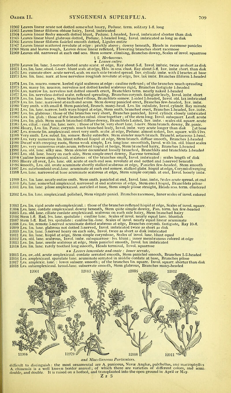 11962 Leaves linear acute not dotted somewhat hoary, Pedunc. term, solitary 1-fl. long 11953 Leaves linear filiform obtuse hairy, Invol. imbricated 11964 Leaves linear fleshy smooth dotted blunt, Pedunc. 1.headed, Invol. imbricated shorter than disk 11965 Leaves linear blunt glabrous dotted, Pedunc. 1-headed long, Invol. imbricated as long as disk 11966 Leaves linear filiform fasicled smooth dotted, Ligules entire 11967 Leaves linear scattered revolute at edge: prickly above; downy beneath, Heads in racemose panicles 11968 Stem and leaves rough, Leaves dense linear reflexed, Flowering branches short racemose 11969 Leaves obi. narrowed at each end sess. Stem somew. climbing, Branches downy, Scales of invol. squarrose § 2. Herbaceous. * Leaves entire. 11970 Leaves lin. lane. 3-nerved dotted acute scabr. at edge, Ray about S-fl. Invol. imbric. twice as short as disk 11971 Lvs. lin. lane, obsol. 3-nerv. blunt scab, at edge, Hds. in sess. clust. Kay about 5-fl. Inv. imbr. short, than disk 11972 Lvs cuneate obov. acute nervel. scab, on each side twisted spread. Inv. cylindr. imbr. with 2 bractes at base 11973 Lvs. lin. lane. narr. at base nerveless roughish revolute at edge, Inv. lax imbr. Branches filiform 1-headed 11974 Lvs. lin. mucro. somew. keeled rigid scabrous at edge: cauline reflexed; of the branches much spreading 11975 Lvs. many lin. mucron. nerveless not dotted keeled scabrous rigid, Branches fastigiate 1-headed 11976 Lvs. narrow lin. nerveless not dotted smooth erect, Branchlets term, nearly naked 1-headed 11977 Lvs. lin. nerveless dotted scabr. reflexed spreading, Branches corymb, fastigiate leafy, Invol. imbr. short 11978 Lvs. lin. lane, hoary, Stem branched villous, Branchlets somew. 1-sided 1-headed, Invol. obi. lax imbricated 11979 Lvs. lin. lane, narrowed at each end acum. Stem downy panicled erect, Branches few-headed, Inv. imbr. 11980 Very smth. with small fl. Stem panicled, Branch, many-head. Lvs. lin subulate, Invol. cylindr. Ray minute 11981 Lvs. lin. lane, narrow, both ways hispid at edge, Stem smth. branched erect, Branches 1-headed, Inv. imbr. 11982 Lvs. lin. glabrous: those of the branches very short, Branches panicled, Invol. cylindr. closely imbricated 11983 Lvs. lin. glab. : those of the branches subul. close together ; of the stem long. Invol. subsquarr. Leafl. acute 11984 Lvs. lin. glab. Stem much branched diffuse downy, Branchlets 1-sided, Inv. imbr. : scales obi. squarr. acute 11985 Lvs. ciliat.: caul. lin. lane. nerv. : those of the br. very short, lane. 3-nerv. Stem branch, downy, Br. panic. 11986 Hoary, Lvs. lin. Panic, corymb, much branched leafy, Invol. imbr. very acute longer than disk [at base 11987 Lvs. remote lin. amplexicaul. erect very smth. scabr. at edge, Pedunc. almost naked, Inv. squarr. with 2 lvs. 11988 Very smth. Lvs. subul. lin. somew. fleshy subreflex. Stem slender much branch. Branchl. setaceous 1-head. 11989 Lvs. very numerous lin. blunt reflexed hispid at edge, Stem branch, diffuse smooth, Branches 1-headed 11990 Dwarf with creeping roots, Stems weak simple, Lvs. long lane, smoothish, Invol. with lin. obi. blunt scales 11991 Lvs. very numerous ovate-acum. reflexed hispid at hedge, Stem branched hairy, Branches 1-hearted 11992 Lvs. obi. lane, silky sess. Stem slender decumbent loosely branched, Branchlets and branchlets 1-headert 11993 Lvs. obi. lane, hoary on each side, Stem simple erect downy, Raceme terminal 11994 Cauline leaves amplexicaul. scabrous : of the branches small, Invol. imbricated : scales length of disk 11995 Hoary all over, Lvs. lane. obi. acute at each end sess. revolute at end netted and 3-nerved beneath 11996 Smooth, Lvs. obi. ovate acuminate shortly stalked scabrous at edge, Panicles few-headed. Stem smooth 11997 Lvs. subrhomboid oval-lanc acuminate at each end somew. stalked glabr. hispid at edge, Corymb diverging 11998 Lvs. lane, narrowed at base acuminate scabrous at edge, Stem simple corymb, at end, Invol. loosely imbr. 11999 Lvs. lin. lane, nearly entire smth. Stem smth. panicled at end, Invol. lane. imbr. Scales acute spread, at end 12000 L*s. lane, somewhat amplexieal. narrowed at end scabrous at edge, Stem erect hispid, Branchlets pilose 12001 Lvs. lin. lane, pilose amplexicaul. aurieled at base, Stem simple piiose straight, Heads sess. term, clustered 12002 Lvs. lin. lane, amplexicaul. polished, Stem virgate panic!. Branches racemose, Inner scales of invol. colored 12003 Lvs. lin. rigid acute subamplexicaul.: those of the branches reflexed hispid at edge, Scales of invol. squarr. K004 Lvs. lane, cordate amplexicaul. downy beneath, Stem quite simple downy, Pan. term, lax few-headed 12005 Lvs. obi. lane, ciliate cordate amplexicaul. scabrous on each side hairy, Stem branched hairy 12006 Stem 1-fl. Rad. lvs. lane, spatulate : cauline lane. Scales of invol. nearly equal lane, bluntish 12007 Stem 1-fl. Rad. lvs. spatulate: caulinelin.-lanc. Scales of invol. nearly equal linear acuminate 12008 Lvs. lin. remote 3-nerved acuminate dotted scabrous at edge, Branches corymb, fastigiate, Ray 10-fl. 12009 Lvs. lin. lane, glabrous not dotted 3-nerved, Invol. imbricated twice as short as disk 12010 Lvs. lin. lane. 3-nerved hoary on each side, Invol. twice as short as disk imbricated 12011 Lvs. lin. lane, hispid at edge, Stem simple corymbose, Scales of invol. lane, blunt equal 12012 Lvs. obi. lane, scabrous, Invol. imbr. subsquarrose : lvs. blunt; inner membranous colored at edge 12013 Lvs. lin. lane, sessile scabrous at edge, Stem panicled smooth, Invol. lax imbricated 12014 Lvs. lin. lane, rarely toothed long smooth, Heads terminal, Invol. squarrose ** Leaves lanceolate and cvate : lower serrate, 12015 Lvs. ov.-obl. acute amplexicaul. cordate serrated smooth, Stem panicled smooth, Branches 1-2-headed 12016 Lvs. amplexicaul. spatulate lane, acuminate serrated in middle cordate at base, Branches pilose 12017 Lvs. amplexic. lane. : lower subserr. smooth ; of the branches lin. squarr. Invol. squarr. shorter than disk 12018 Lvs. subamplexicaul. broad-lanc. subserrate smooth, Stem glabrous, Branches many-headed and Miscellaneous Particulars. difficult to distinguish : the most ornamental are A. puniceus, Nova; Anglia?, pulchellus, and inacropliylllis A. chinensis is a well known border annual; of which there are varieties of different colors, and semi, double and double It is raised on a hotbed, and transplanted into the open ground in April or May. Z z 3