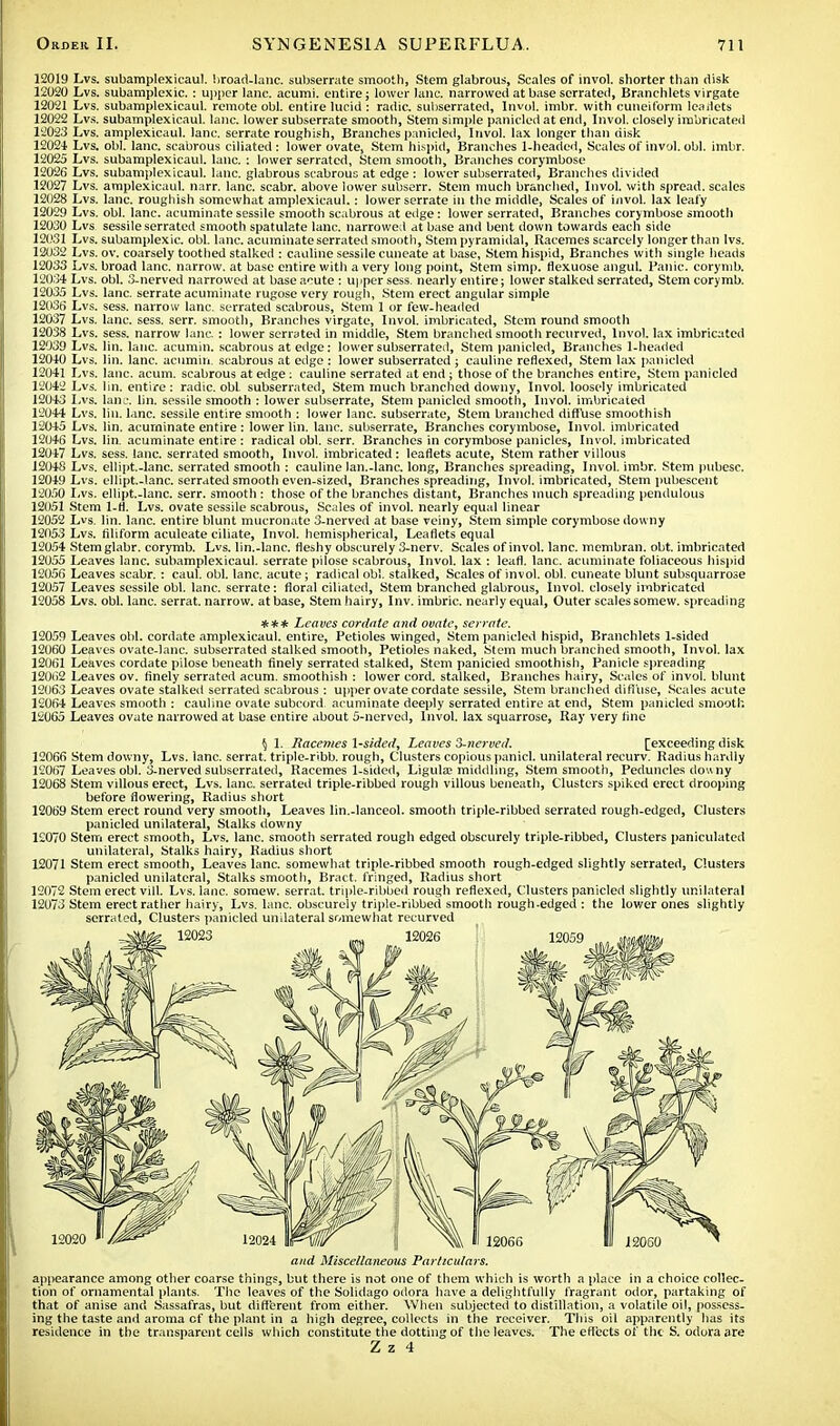 12019 Lvs. subamplexicaul. broad-lane, subserrate smooth, Stem glabrous, Scales of invol. shorter than disk 12020 Lvs. subamplexic.: upper lane, acumi. entire; lower lane, narrowed at base serrated, Branehlets virgate 12021 Lvs. subamplexicaul. remote obi. entire lucid : radic. subserrated, Invol. imbr. with cuneiform leaflets 12022 Lvs. subamplexicaul. lane, lower subserrate smooth, Stem simple panicled at end, Invol. closely imbricated 12023 Lvs. amplexicaul. lane, serrate roughish, Branches panicled, Invol. lax longer than disk 1202+ Lvs. obi. lane, scabrous ciliated: lower ovate, Stem hispid, Branches 1-headed, Scales of invol. obi. imbr. 12025 Lvs. subamplexicaul. lane. : lower serrated, Stem smooth, Branches corymbose 12026 Lvs. subamplexicaul. lane, glabrous scabrous at edge : lower subserrated, Branches divided 12027 Lvs. amplexicaul. narr. lane, scabr. above lower subserr. Stein much branched, Invol. with spread, scales 12028 Lvs. lane, roughish somewhat amplexicaul.: lower serrate in the middle, Scales of invol. lax leafy 1202!) Lvs. obi. lane, acuminate sessile smooth scabrous at edge : lower serrated, Branches corymbose smooth 12030 Lvs sessile serrated smooth spatulate lane, narrowed at base and bent down towards each side 12031 Lvs. subamplexic. obi. lane, acuminate serrated smooth, Stem pyramidal, Racemes scarcely longer than lvs. 12032 Lvs. ov. coarsely toothed stalked : cauline sessile cuneate at base, Stem hispid, Branches with single heads 12033 Lvs. broad lane, narrow, at base entire with a very long point, Stem simp, flexuose angul. Panic, corymb. 12034 Lvs. obi. 3-nerved narrowed at base acute : upper sess. nearly entire; lower stalked serrated, Stem corymb. 12035 Lvs. lane, serrate acuminate rugose very rough, Stem erect angular simple 12036 Lvs. sess. narrow lane, serrated scabrous, Stem 1 or few-headed 12037 Lvs. lane. sess. serr. smooth, Branches virgate, Invol. imbricated, Stem round smooth 12038 Lvs. sess. narrow lane. : lower serrated in middle, Stem branched smooth recurved, Invol. lax imbricated 12039 Lvs. lin. lane, acumin. scabrous at edge: lower subserrated, Stem panicled, Branches 1-headed 12040 Lvs. lin. lane, acumin. scabrous at edge : lower subserrated ; cauline reflexed, Stem lax panicled 12041 Lvs. lane. acum. scabrous at edge: cauline serrated at end; those of the branches entire, Stem panicled 12042 Lvs. lin. entire : radic. obi subserrated, Stem much branched downy, Invol. loosely imbricated 12043 Lvs. lane. lin. sessile smooth : lower subserrate, Stem panicled smooth, Invol. imbricated 12044 Lvs. lin. lane, sessile entire smooth : lower lane, subserrate, Stem branched diffuse smoothish 12045 Lvs. lin. acuminate entire : lower lin. lane, subserrate, Branches corymbose, Invol. imbricated 12046 Lvs. lin. acuminate entire : radical obi. serr. Branches in corymbose panicles, Invol. imbricated 12047 Lvs. sess. lane, serrated smooth, Invol. imbricated: leaflets acute, Stem rather villous 12048 Lvs. ellipt.-lanc. serrated smooth : cauline lan.-lane, long, Branches spreading, Invol. imbr. Stem pubesc. 12049 Lvs. ellipt.-lanc. serrated smooth even-sized, Branches spreading, Invol. imbricated, Stem pubescent 12050 Lvs. ellipt.-lanc. serr. smooth : those of the branches distant, Branches much spreading pendulous 12051 Stem 1-fi. Lvs. ovate sessile scabrous, Scales of invol. nearly equal linear 12052 Lvs. lin. lane, entire blunt mucronate 3-nerved at base veiny, Stem simple corymbose downy 1205.3 Lvs. filiform aculeate filiate, Invol. hemispherical, Leaflets equal 12054 Stemglabr. corymb. Lvs. lin.-lane, fleshy obscurely 3-nerv. Scales of invol. lane, membran. obt. imbricated 12055 Leaves lane, subamplexicaul. serrate pilose scabrous, Invol. lax : lead. lane, acuminate foliaceous hispid 12056 Leaves scabr. : caul. obi. lane, acute ; radical obi. stalked, Scales of invol. obi. cuneate blunt subsquarrose 12057 Leaves sessile obi. lane, serrate: floral ciliated, Stem branched glabrous, Invol. closely imbricated 12058 Lvs. obi. lane, serrat. narrow, at base, Stem hairy, Inv. imbric. nearly equal, Outer scales somew. spreading *** Leaves cordate and ovate, serrate. 12059 Leaves obi. cordate amplexicaul. entire, Petioles winged, Stem panicled hispid, Branehlets 1-sided 12060 Leaves ovate-lane, subserrated stalked smooth, Petioles naked, Stem much branched smooth, Invol. lax 12061 Leaves cordate pilose beneath finely serrated stalked, Stem panicied smoothish. Panicle spreading 12062 Leaves ov. finely serrated acum. smoothish : lower cord, stalked, Branches hairy, Scales of invol. blunt 12063 Leaves ovate stalked serrated scabrous : upper ovate cordate sessile, Stem branched diffuse, Scales acute 12064 Leaves smooth : cauline ovate subcord acuminate deeply serrated entire at end, Stem panicled smooth. 12065 Leaves ovate narrowed at base entire about 5-nerved, Invol. lax squarrose, Kay very fine § 1. Racemes 1-sided, Leaves 3-nerved. [exceeding disk 12066 Stem downy, Lvs. lane, serrat. triple-ribb. rough, Clusters copious panicl. unilateral recurv. Radius hardly 12067 Leaves obi. o-nerved subserrated, Racemes 1-sided, Ligula? middling, Stem smooth, Peduncles douny 12068 Stem villous erect, Lvs. lane, serrated triple-ribbed rough villous beneath, Clusters spiked erect drooping before flowering, Radius short 12069 Stem erect round very smooth, Leaves lin.-lanceol. smooth triple-ribbed serrated rough-edged, Clusters panicled unilateral, Stalks downy 12070 Stem erect smooth, Lvs. lane, smooth serrated rough edged obscurely triple-ribbed, Clusters paniculated unilateral, Stalks hairy, Radius short 12071 Stem erect smooth, Leaves lane, somewhat triple-ribbed smooth rough-edged slightly serrated, Clusters panicled unilateral, Stalks smooth, Bract, fringed, Radius short 12072 Stem erect vill. Lvs. lane, somew. serrat. triple-ribbed rough reflexed, Clusters panicled slightly unilateral 12073 Stem erect rather hairy, Lvs. lane, obscurely triple-ribbed smooth rough-edged : the lower ones slightly serraled, Clusters panicled unilateral somewhat recurved and Miscellaneous Particulars. appearance among other coarse things, but there is not one of them which is worth a place in a choice collec- tion of ornamental plants. The leaves of the Solidago odora have a delightfully fragrant odor, partaking of that of anise and Sassafras, but different from either. When subjected to distillation, a volatile oil, possess- ing the taste and aroma cf the plant in a high degree, collects in the receiver. This oil apparently has its residence in the transparent cells which constitute the dotting of the leaves. The effects of the S. odora are