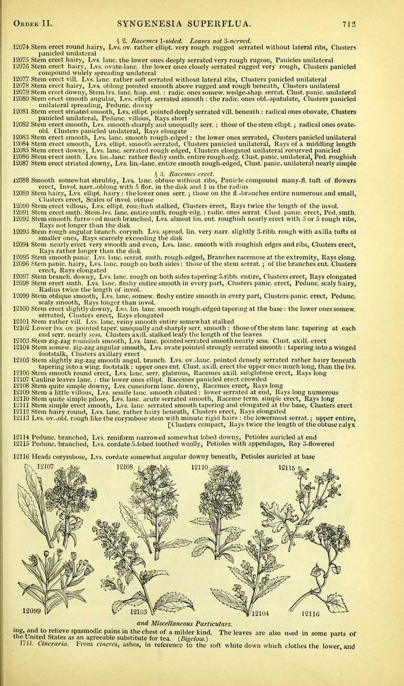 § 2. Racemes 1-sided. Leaves not 3-nerved. Stem erect round hairy, Lvs. ov. rather ellipt. very rough rugged serrated without lateral ribs, Clusters panicled unilateral Stem erect hairy, Lvs. lane, the lower ones deeply serrated very rough rugose, Panicles unilateral Stem erect hairy, Lvs. ovate-lanc. the lower ones closely serrated rugged very rough, Clusters panicled compound widely spreading unilateral Stem erect vilL Lvs. lane, rather soft serrated without lateral ribs, Clusters panicled unilateral Stem erect hairy, Lvs. oblong pointed smooth above rugged and rough beneath, Clusters unilateral Stem erect downy, Stem lvs. lane. hisp. ent.: radic. ones somew. wedge-shap. serrat. Clust. panic, unilateral Stem erect smooth angular, Lvs. ellipt. serrated smooth : the radic. ones obl.-spatulate, Clusters panicled unilateral spreading, Pedunc. downy Stem erect striated smooth, Lvs. ellipt. pointed deeply serrated vill. beneath : radical ones obovate, Clusters panicled unilateral, Pedunc. villous, Rays short Stem erect smooth, Lvs. smooth sharply and unequally serr.: those of the stem ellipt.; radical ones ovate- obl. Clusters panicled unilateral, Rays elongate Stem erect smooth, Lvs. lane, smooth rough-edged : the lower ones serrated, Clusters panicled unilateral Stem erect smooth, Lvs. ellipt. smooth serrated, Clusters panicled unilateral, Rays of a middling length Stem erect downy, Lvs. lane, serrated rough edged, Clusters elongated unilateral recurved panicled Stem erect smth. Lvs. lin.-lanc. rather fleshy smth. entire rough-edg. Clust. panic, unilateral, Ped. roughish Stem erect striated downy, Lvs. lin.-lanc. entire smooth rough-edged, Clust. panic, unilateral nearly simple 12074 12075 12076 12077 12078 12079 12080 12081 12082 12083 12084 12085 12086 12087 ^ 3. Racemes erect. 12088 Smooth somewhat shrubby, Lvs. lane, obtuse without ribs, Panicle compound many-fl. tuft of flowers erect, Invol. narr.-oblong with 5 flor. in the disk and 1 in the radius 120S9 Stem hairy, Lvs. ellipt. hairy : the lower ones serr.; those on the fl.-branches entire numerous and small, Clusters erect, Scales of invol. obtuse 12090 Stem erect villous, Lvs. ellipt. roughish stalked, Clusters erect, Rays twice the length of the invol. 12091 Stem erect smth. Stem-lvs. lane, entire smth. rough-edg.: radic. ones serrat. Clust. panic, erect, Ped. smth. 12092 Stem smooth, furrow ed much branched, Lvs. almost lin. ent. roughish nearly erect with 3 or 5 rough ribs, Rays not longer than the disk 12093 Stem rough angular branch, corymb. Lvs. spread, lin. very narr. slightly 3-ribb. rough with axilla tufts ol smaller ones, Rays scarcely exceeding the disk 12094 Stem nearly erect very smooth and even, Lvs. lane, smooth with roughish edges and ribs, Clusters erect, Rays rather longer than the disk 12095 Stem smooth panic. Lvs, lane, serrat. smth. rough-edged, Branches racemose at the extremity, Rays elong. 12096 Stem panic, hairy, Lvs. lane, rough on both sides: those of the stem serrat. j of the branches ent. Clusters erect, Rays elongated 12097 Stem branch, downy, Lvs. lane, rough on both sides tapering 3-ribb. entire, Clusters erect, Rays elongated 12098 Stem erect smth. Lvs. lane, fleshy entire smooth in every part, Clusters panic, erect, Pedunc. scaly hairy, Radius twice the length of invoL 12099 Stem oblique smooth, Lvs. lane, somew. fleshy entire smooth in every part, Clusters panic, erect, Pedunc. scaly smooth, Rays longer than invol. 12100 Stem erect slightly downy, Lvs. lin lane, smooth rough-edged tapering at the base: the lower ones somew. serrated, Clusters erect, Rays elongated 12101 Stem rather vill. Lvs. lane, veiny smooth entire somewhat stalked 12102 Lower lvs. ov. pointed taper, unequally and sharply serr. smooth : those of the stem lane, tapering at each end serr. nearly sess. Clusters axill. stalked leafy the length of the leaves 12103 Stem zig-zag roundish smooth, Lvs. lane, pointed serrated smooth nearly sess. Clust. axill. erect 12104 Stem somew. zig-zag angular smooth, Lvs. ovate pointed strongly serrated smooth : tapering into a winged footstalk, Clusters axillary erect 12105 Stem slightly zig-zag smooth angul. branch. Lvs. ov.-lanc. pointed densely serrated rather hairy beneath tapering into a wing, footstalk: upper ones ent. Clust. axill. erect the upper ones much long, than the lvs. 12106 Stem smooth round erect, Lvs. lane. serr. glabrous, Racemes axill. subglobose erect, Rays long 12107 Cauline leaves lane. : the lower ones ellipt. Racemes panicled erect crowded 12108 Stem quite simple downy, Lvs. cuneiform lane, downy, Racemes erect, Rays long 12109 Stem a little villous, Lvs. sessile lane, smooth ciliated: lower serrated at end, Rays long numerous 12110 Stem quite simple pilose, Lvs. lane, acute serrated smooth, Raceme term, simple erect, Rays long 12111 Stem simple erect smooth, Lvs. lane, serrated smooth tapering and elongated at the base, Clusters erect 12112 Stem hairy round, Lvs. lane, rather hairy beneath, Clusters erect, Rays elongated 12113 Lvs. ov.-obl. rough like the corymbose stem with minute rigid hairs : the lowermost serrat.; upper entire, [Clusters compact, Rays twice the length of the obtuse calyx 12114 Pedunc. branched, Lvs. reniform narrowed somewhat lobed downy, Petioles auricled at end 12115 Pedunc. branched, Lvs. cordate 5-lobed toothed woolly, Petioles with appendages, Ray 3-flowered 12116 Heads corymbose, Lvs. cordate somewhat angular downy beneath, Petioles auricled at base frv12,07^A&Se 12108 i^S^Mc 12no=?i*L„ 'siisi 12099 and Miscellaneous Particulars. tag, and to relieve spasmodic pains in the chest of a milder kind. The leaves are also used in some parts of theUmted States as an agreeable substitute for tea. (Bigelow.) 1711. Cineraria. From cineres, ashes, in reference to the soft white down which clothes the lower and