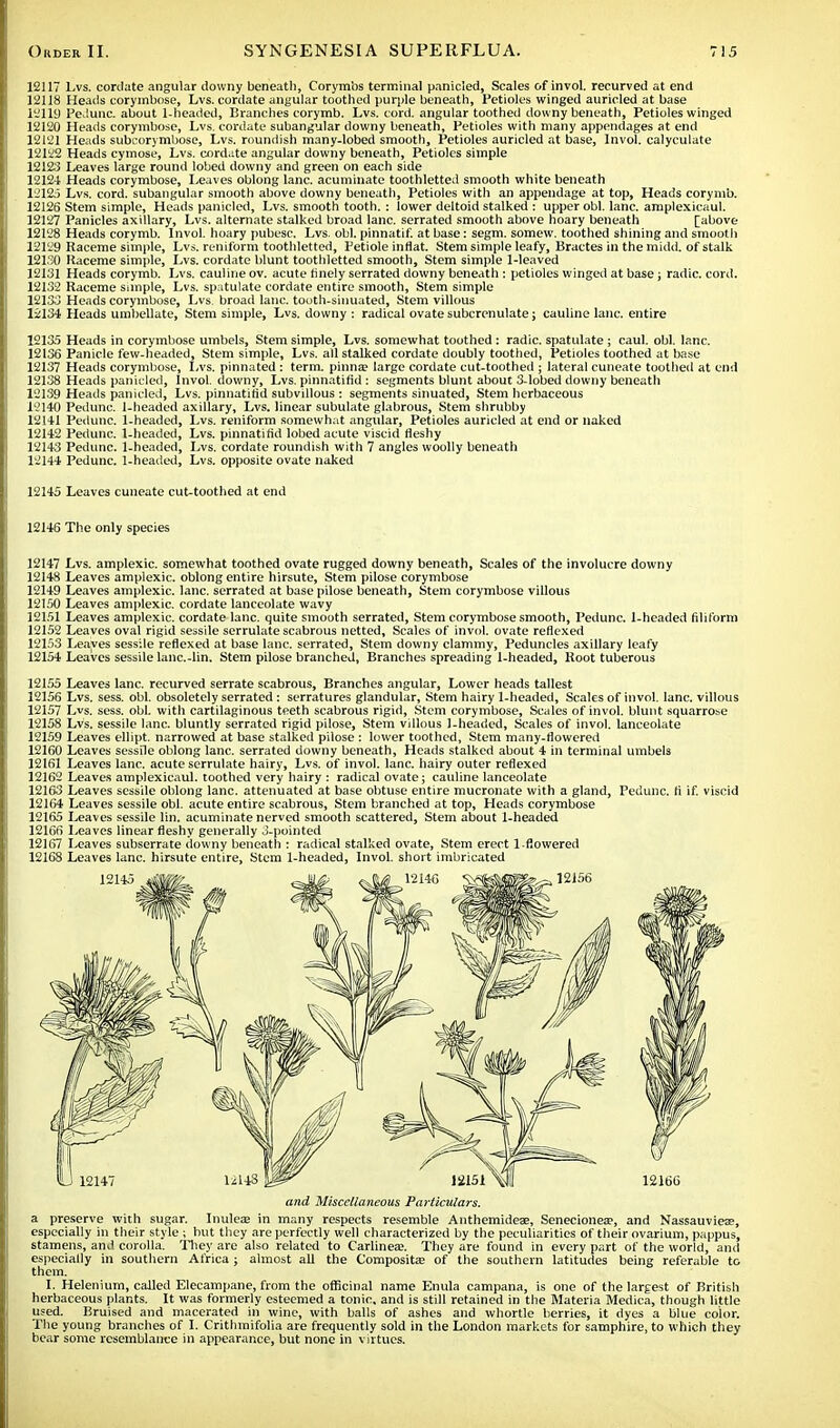 12117 Lvs. cordate angular downy beneath, Corymbs terminal panicled, Scales of invol. recurved at end 12118 Heads corymbose, Lvs. cordate angular toothed purple beneath, Petioles winged auricled at base 12119 PeJunc. about 1-headed, Branches corymb. Lvs. cord, angular toothed downy beneath, Petioles winged 12120 Heads corymbose, Lvs. cordate subangular downy beneath, Petioles with many appendages at end 12121 Heads subcorymbose, Lvs. roundish many-lobed smooth, Petioles auricled at base, Invol. calyculate 12122 Heads cymose, Lvs. cordate angular downy beneath, Petioles simple 12123 Leaves large round lobed downy and green on each side 12124 Heads corymbose, Leaves oblong lane, acuminate toothletted smooth white beneath 12125 Lvs. cord, subangular smooth above downy beneath, Petioles with an appendage at top, Heads corymb. 12126 Stem simple, Heads panicled, Lvs. smooth tooth. : lower deltoid stalked : upper obi. lane, amplexicaul. 12127 Panicles axillary, Lvs. alternate stalked broad lane, serrated smooth above hoary beneath [above 12128 Heads corymb. Invol. hoary pubesc. Lvs. obi. pinnatif. at base: segm. somew. toothed shining and smooth 121.9 Raceme simple, Lvs. reniform toothletted, Petiole inrlat. Stem simple leafy, Bractes in the midd. of stalk 12130 Raceme simple, Lvs. cordate blunt toothletted smooth, Stem simple 1-leaved 12131 Heads corymb. Lvs. cauline ov. acute finely serrated downy beneath : petioles winged at base; radic. cord. 12132 Raceme simple, Lvs. spatulate cordate entire smooth, Stem simple 12133 Heads corymbose, Lvs. broad lane, tooth-sinuated, Stem villous 12134 Heads umbellate, Stem simple, Lvs. downy : radical ovate subcrenulate; cauline lane, entire 12135 Heads in corymbose umbels, Stem simple, Lvs. somewhat toothed: radic. spatulate ; caul. obi. lane. 12136 Panicle few-headed, Stem simple, Lvs. all stalked cordate doubly toothed, Petioles toothed at base 12137 Heads corymbose, Lvs. pinnated : term, pinna; large cordate cut-toothed ; lateral cuneate toothed at end 12138 Heads panicled, Invol. downy, Lvs. pinnatitid : segments blunt about 3-lobed downy beneath 12139 Heads panicled, Lvs. pinnatitid subvillous : segments sinuated, Stem herbaceous 12140 Pedunc. 1-headed axillary, Lvs. linear subulate glabrous, Stem shrubby 12141 Pedunc. 1-headed, Lvs. reniform somewhat angular, Petioles auricled at end or naked 12142 Pedunc. 1-headed, Lvs. pinnatitid lobed acute viscid fleshy 12143 Pedunc. 1-headed, Lvs. cordate roundish with 7 angles woolly beneath 12144 Pedunc. 1-headed, Lvs. opposite ovate naked 12145 Leaves cuneate cut-toothed at end 12146 The only species 12147 Lvs. amplexic. somewhat toothed ovate rugged downy beneath, Scales of the involucre downy 12148 Leaves amplexic. oblong entire hirsute, Stem pilose corymbose 12149 Leaves amplexic. lane, serrated at base pilose beneath, Stem corymbose villous 12150 Leaves amplexic. cordate lanceolate wavy 12151 Leaves amplexic. cordate lane, quite smooth serrated, Stem corymbose smooth, Pedunc. 1-headed filiform 12152 Leaves oval rigid sessile serrulate scabrous netted. Scales of invol. ovate reflexed 12153 Leaves sessile reflexed at base lane, serrated, Stem downy clammy, Peduncles axillary leafy 12154 Leaves sessile lanc.-lin. Stem pilose branched, Branches spreading 1-headed, Root tuberous 12155 Leaves lane, recurved serrate scabrous, Branches angular, Lower heads tallest 12156 Lvs. sess. obi. obsoletely serrated : serratures glandular, Stem hairy 1-headed, Scales of invol. lane, villous 12157 Lvs. sess. obi. with cartilaginous teeth scabrous rigid, Stem corymbose, Scales of invol. blunt squarrose 12158 Lvs. sessile lane, bluntly serrated rigid pilose, Stem villous 1-headed, Scales of invol. lanceolate 12159 Leaves ellipt. narrowed at base stalked pilose : lower toothed, Stem many-flowered 12160 Leaves sessile oblong lane, serrated downy beneath, Heads stalked about 4 in terminal umbels 12161 Leaves lane, acute serrulate hairy, Lvs. of invol. lane, hairy outer reflexed 12162 Leaves amplexicaul. toothed very hairy : radical ovate; cauline lanceolate 12163 Leaves sessile oblong lane, attenuated at base obtuse entire mucronate with a gland, Pedunc. fi if. viscid 12164 Leaves sessile obi. acute entire scabrous, Stem branched at top, Heads corymbose 12165 Leaves sessile lin. acuminate nerved smooth scattered, Stem about 1-headed 12166 Leaves linear fleshy generally 3-pointed 12167 Leaves subserrate downy beneath : radical stalked ovate, Stem erect 1-flowered 12168 Leaves lane, hirsute entire, Stem 1-headed, Invol. short imbricated and Miscellaneous Particulars. a preserve with sugar. Inuleas in many respects resemble Anthemideae, Senecionea?, and Nassauvieae, especially in their style ; but they are perfectly well characterized by the peculiarities of their ovarium, pappus, stamens, and corolla. They are also related to Carlinea;. They are found in every part of the world, and especially in southern Africa; almost all the Compositae of the southern latitudes being referable to them. I. Helenium, called Elecampane, from the officinal name Enula campana, is one of the largest of British herbaceous plants. It was formerly esteemed a tonic, and is still retained in the Materia Medica, though little used. Bruised and macerated in wine, with balls of ashes and whortle berries, it dyes a blue color. The young branches of I. Crithmifolia are frequently sold in the London markets for samphire, to which they bear some resemblance in appearance, but none in virtues.