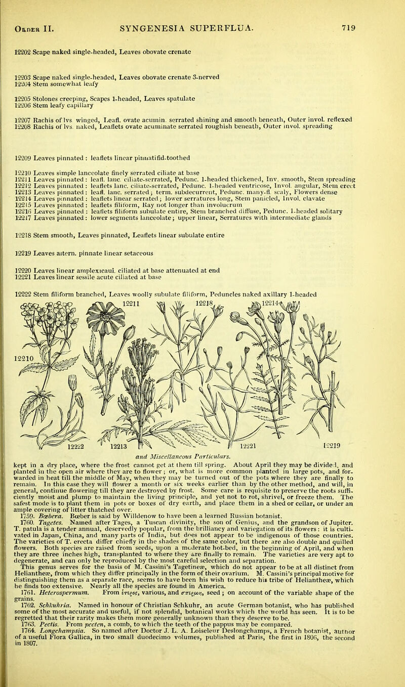 12202 Scape naked single-headed, Leaves obovate crenate 12203 Scape naked single-headed, Leaves obovate crenate 3-nerved 12204 Stem somewhat leafy 12205 Stolones creeping, Scapes 1-headed, Leaves spatulate 12206 Stem leafy capillary 12207 Rachis of Ivs winged, Leafl. ovate acumin. serrated shining and smooth beneath, Outer invol. reflexed 12208 Rachis of lvs. naked, Leaflets ovate acuminate serrated roughish beneath, Outer invol. spreading 12209 Leaves pinnated : leaflets linear piimatifid-toothed 12210 Leaves simple lanceolate finely serrated ciliate at base 12211 Leaves pinnated : leafl. lane, ciliate-serrated, Pedunc. 1-headed thickened, Inv. smooth, Stem spreading 12212 Leaves pinnated : leaflets lane, ciliate-serrated, Pedunc. 1-headed ventricose, Invol, angular, Stem erei t 12213 Leaves pinnated : leafl. lane, serrated; term, subdecurrent, Pedunc. many-fl. scaly, Flowers dense 12214 Leaves pinnated : leaflets linear serrated; lower serratures long, Stem panicled, Invol. clavate 12215 Leaves pinnated: leaflets filiform, Kay not longer than involucrum 1221(5 Leaves pinnated : leaflets filiform subulate entire, Stem branched diffuse, Pedunc. 1-headed solitary 12217 Leaves pinnated: lower segments lanceolate; upper linear, Serratures with intermediate glands 12218 Stem smooth, Leaves pinnated, Leaflets linear subulate entire 12219 Leaves aitern. pinnate linear setaceous 12220 Leaves linear amplexicaul. ciliated at base attenuated at end 12221 Leaves linear sessile acute ciliated at base 12222 Stem filiform branched, Leaves woolly subulate filiform, Peduncles naked axillary 1-headed and Miscellaneous Particulars. kept in a dry place, where the frost cannot get at them till spring. About April they may be divide !, and planted in the open air where they are to flower ; or, what is more common planted in large pots, and for- warded in heat till the middle of May, when they may be turned out of the pots where they are finally to remain. In this case they will flower a month or six weeks earlier than by the other method, and will, in general, continue flowering till they are destroyed by frost. Some care is requisite to preserve the roots suffi- ciently moist and plump to maintain the living principle, and yet not to rot, shrivel, or freeze them. The safest mode is to plant them in pots or boxes of dry earth, and place them in a shed or cellar, or under an ample covering of litter thatched over. 1759. Bcebera. Bceber is said by Willdenow to have been a learned Russian botanist. 1760. Tagetes. Named after Tages, a Tuscan divinity, the son of Genius, and the grandson of Jupiter. T. patula is a tender annual, deservedly popular, from the brilliancy and variegation of its flowers : it is culti- vated in Japan, China, and many parts of India, but does not appear to be indigenous of those countries. The varieties of T. erecta differ chiefly in the shades of the same color, but there are also double and quilled flowers. Both species are raised from seeds, upon a moderate hot-bed, in the beginning of April, and when they are three inches high, transplanted to where they are finally to remain. The varieties are very apt to degenerate, and can only be reproduced by the most careful selection and separation. This genus serves for the basis of M. Cassini's Tagetineas, which do not appear to be at all distinct from Helianthea?, from which they differ principally in the form of their ovarium. M. Cassini's principal motive for distinguishing them as a separate race, seems to have been his wish to reduce his tribe of Helianthea?, which he finds too extensive. Nearly all the species are found in America. 1761. Heterospermum. From ete§«;, various,and (me/wi, seed; on account of the variable shape of the grains. 1762. Schlcuhria. Named in honour of Christian Schkuhr, an acute German botanist, who has published some of the most accurate and useful, if not splendid, botanical works which the world has seen. It is to be regretted that their rarity makes them more generally unknown than they deserve to be. 1763. Pedis. From pecten, a comb, to which the teeth of the pappus may be compared. 1764. Longchampsia. So named after Doctor J. L. A. Loiselenr Deslongchamps, a French botanist, autnor of a useful Flora Gallica, in two small duodecimo volumes, published at Paris, the first in 1806, the second in 1807.