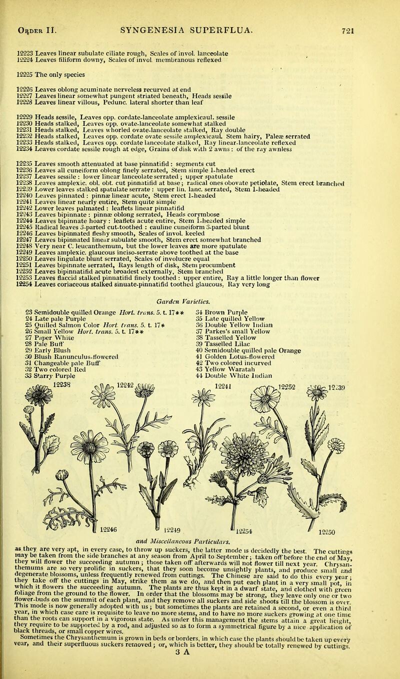 12223 Leaves linear subulate ciliate rough, Scales of invol. lanceolate 12224 Leaves filiform downy, Scales of invol membranous reflexed 12225 The only species 12226 Leaves oblong acuminate nerveless recurved at end 12227 Leaves linear somewhat pungent striated beneath, Heads sessile 12228 Leaves linear villous, Pedunc. lateral shorter than leaf 12229 Heads sessile, Leaves opp. cordate-lanceolate amplexicaul. sessile 12230 Heads stalked, Leaves opp. ovate-lanceolate somewhat stalked 12231 Heads stalked, Leaves whorled ovate-lanceolate stalked, Ray double 12232 Heads stalked, Leaves opp. cordate ovate sessile ampIexicauL Stem hairy, Paleae serrated 12233 Heads stalked, Leaves opp. cordate lanceolate stalked, Ray linear-lanceolate reflexed 12234 Leaves cordate sessile rough at edge, Grains of disk with 2 awns: of the ray awnless 12235 Leaves smooth attenuated at base pinnatifid: segments cut 12236 Leaves all cuneiform oblong finely serrated, Stem simple 1-headed erect 12237 Leaves sessile : lower linear lanceolate serrated ; upper spatulate 12238 Leaves amplexic. obi. obt. cut pinnatifid at base; radical ones obovate petiolate, Stem erect branched 12239 Lower leaves stalked spatulate serrate : upper Lin. lane, serrated, Stem 1-headed 12240 Leaves pinnated : pinna? linear acute, Stem erect 1-headed 12241 Leaves linear nearly entire, Stem quite simple 12242 Lower leaves palmated : leaflets linear pinnatifid 12243 Leaves bipinnate : pinna? oblong serrated, Heads corymbose 12244 Leaves bipinnate hoary : leaflets acute entire, Stem 1-headed simple 12245 Radical leaves 3-parted cut-toothed : cauline cuneiform 3-parted blunt 12246 Leaves bipinnated fleshy smooth, Scales of invol. keeled 12247 Leaves bipinnated linear subulate smooth, Stem erect somewhat branched 12248 Very near C. leucanthemum, but the lower leaves are more spatulate 12249 Leaves amplexic. glaucous inciso-serrate above toothed at the base 12250 Leaves lingulate blunt serrated, Scales of involucre equal 12251 Leaves bipinnate serrated, Rays length of disk, Stem procumbent 12252 Leaves bipinnatifid acute broadest externally, Stem branched 12253 Leaves flaccid stalked pinnatifid finely toothed : upper entire, Ray a little longer than flower 12254 Leaves coriaceous stalked sinuate-pinnatifid toothed glaucous, Ray very long Garden Varieties. 23 Semidouble quilled Orange Ilorl. truns. 5.1.17** 34 24 Late pale Purple 35 25 Quilled Salmon Color Hort. trans. 5. t. 17* 36 26 Small Yellow Hort. trans. 5. t 17** 37 27 Paper White 38 28 Pale Burl' 39 29 Early Blush 40 SO Blush Ranunculus-flowered 4] 31 Changeable pale Buff 42 32 Two colored Red 43 33 Starry Purple 44 12238 ^(j/SU 12242 Brown Purple Late quilled Yellow Double Yellow Indian Parkes's small Yellow Tasselled Yellow Tassel led Lilac Semidouble quilled pale Orange Golden Lotus-flowered Two colored incurved Yellow Waratah Double White Indian kr 12:39 12254 12250 and Miscellaneous Particulars. as they are very apt, in every case, to throw up suckers, the latter mode is decidedly the best The cuttings may be taken from the side branches at any season from April to September; taken offbefore the end of May they will flower the succeeding autumn ; those taken oft afterwards will not flower till next year Chrysan themums are so very prolific in suckers, that they soon become unsightly plants, and produce small and degenerate blossoms, unless frequently renewed from cuttings. The Chinese are said to do this every year • they take oft' the cuttings in May, strike them as we do, and then put each plant in a very small pot in which it flowers the succeeding autumn. The plants are thus kept in a dwarf state, ami clothed with green foliage from the ground to the flower. In order that the blossoms may be strong, they leave only one or two flower-buds on the summit of each plant, and they remove all suckers and side shoots till the blossom is ove r 1 his mode is now generally adopted with us ; but sometimes the plants are retained a second, or even a third year, m which case care is requisite to leave no more stems, and to have no more suckers growing at one time than the roots can support in a vigorous state. As under this management the stems attain a great height they require to be supported by a rod, and adjusted so as to form a symmetrical figure by a nice application of black threads, or small copper wires. 11 Sometimes the Chrysanthemum is grown in beds or borders, in which case the plants should be taken up every vear, and their superfluous suckers removed; or, which is better, they should be totally renewed by cuttings. 3 A