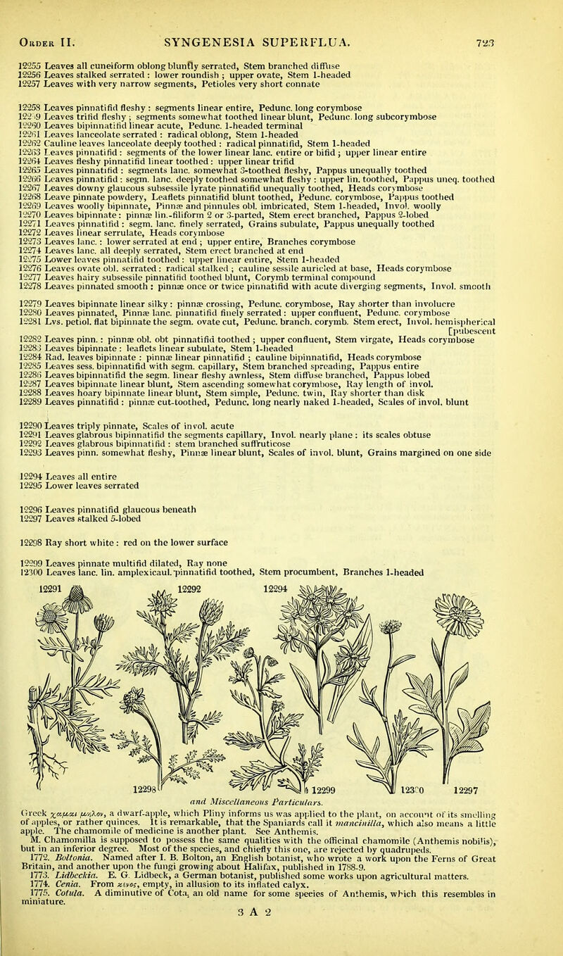 12255 Leaves all cuneiform oblong bluntly serrated, Stem branched difflise 12255 Leaves stalked serrated : lower roundish ; upper ovate, Stem 1-headed 12257 Leaves with very narrow segments, Petioles very short connate 12258 Leaves pinnatifid fleshy : segments linear entire, Pedunc. long corymbose 122:>9 Leaves trifid fleshy ; segments somewhat toothed linear blunt, Pedunc. long subcorymbose 12260 Leaves bipinnatifid linear acute, Pedunc. 1-headed terminal 12251 Leaves lanceolate serrated : radical oblong, Stem 1-headed 12262 Cauline leaves lanceolate deeply toothed : radical pinnatifid, Stem 1-headed 122(13 I eaves pinnatifid: segments of the lower linear lane, entire or bifid; upper linear entire 1225+ Leaves fleshy pinnatifid linear toothed: upper linear trifid 12255 Leaves pinnatifid : segments lane, somewhat 3-toothed fleshy, Pappus unequally toothed 12256 Leaves pinnatifid: segm. lane, deeply toothed somewhat fleshy : upper lin. toothed, Pappus uneq. toothed 12257 Leaves downy glaucous subsessile lyrate pinnatifid unequally toothed, Heads corymbose 12258 Leave pinnate powdery, Leaflets pinnatifid blunt toothed, Pedunc. corymbose, Pappus toothed 12259 Leaves woolly bipinnate, Pinna? and pinnules obi. imbricated, Stem 1-headed, Invot. woolly 12270 Leaves bipinnate: pinna? lin.-filiform 2 or 3-parted, Stem erect branched, Pappus 2-lobed 12271 Leaves pinnatifid : segm. lane, finely serrated, Grains subulate, Pappus unequally toothed 12272 Leaves linear serrulate, Heads corymbose 12273 Leaves lane.: lower serrated at end ; upper entire, Branches corymbose 1227+ Leaves lane all deeply serrated, Stem erect branched at end 12275 Lower leaves pinnatifid toothed : upper linear entire, Stem 1-headed 12275 Leaves ovate obi. serrated : radical stalked ; cauline sessile auricled at base, Heads corymbose 12277 Leaves hairy subsessile pinnatifid toothed blunt, Corymb terminal compound 12278 Leaves pinnated smooth : pinnae once or twice pinnatifid with acute diverging segments, Invol. smooth 12279 Leaves bipinnate linear silky: pinna? crossing, Pedunc. corymbose, Ray shorter than involucre 12280 Leaves pinnated, Pinna? lane, pinnatifid finely serrated : upper confluent, Pedunc. corymbose 12281 Lvs. petiol. flat bipinnate the segm. ovate cut, Pedunc. branch, corymb. Stem erect, Invol. hemispherical [pubescent 12252 Leaves pinn.: pinna? obi. obt pinnatifid toothed ; upper confluent, Stem virgate, Heads corymbose 12283 Leaves bipinnate : leaflets linear subulate, Stem 1-headed 12284 Rad. leaves bipinnate : pinna? linear pinnatifid ; cauline bipinnatirid, Heads corymbose 12285 Leaves sess. bipinnatirid with segm. capillary, Stem branched spreading, Pappus entire 1228() Leaves bipinnatifid the segm. linear fleshy awnless, Stem diffuse branched, Pappus lobed 12287 Leaves bipinnate linear blunt. Stem ascending somewhat corymbose, Ray length of invol. 12288 leaves hoary bipinnate linear blunt, Stem simple, Pedunc. twin, Ray shorter than disk 12289 Leaves pinnatifid : pinna? cut-toothed, Pedunc. long nearly naked 1-headed, Scales of invol. blunt 12290 Leaves triply pinnate, Scales of invol. acute 12291 Leaves glabrous bipinnatifid the segments capillary, Invol. nearly plane : its scales obtuse 12292 Leaves glabrous bipinnatifid : stem branched suffruticose 12293 Leaves pinn. somewhat fleshy, Pinna? linear blunt, Scales of invol. blunt, Grains margined on one side 12294 Leaves all entire 12295 Lower leaves serrated 12295 Leaves pinnatifid glaucous beneath 12297 Leaves stalked 5-lobed 12298 Ray short white : red on the lower surface 12299 Leaves pinnate multifid dilated, Ray none 12300 Leaves lane. lin. amplexicaul. pinnatifid toothed, Stem procumbent, Branches 1-headed and Miscellaneous Particulars. Greek xa^' a dwarf-apple, which Pliny informs us was applied to the plant, on account of its smelling of apples, or rather quinces. It is remarkable, that the Spaniards call it mancinilla, which also means a little apple. The chamomile of medicine is another plant. See Anthemis. M. Chamomilla is supposed to possess the same qualities with the officinal chamomile (Anthemis nobilis), but in an inferior degree. Most of the species, and chiefly this one, are rejected by quadrupeds. 1772. Boltonia. Named after I. B. Boiton, an English botanist, who wrote a work upon the Ferns of Great Britain, and another upon the fungi growing about Halifax, published in 1788-9. 1773. Lirtbcchia. E. G. Lidbeck, a German botanist, published some works upon agricultural matters. 1774. Cenia. From xaos, empty, in allusion to its inflated calyx. 1775. Cotula. A diminutive of Cot.u an old name for some species of Anthemis, which this resembles in miniature.