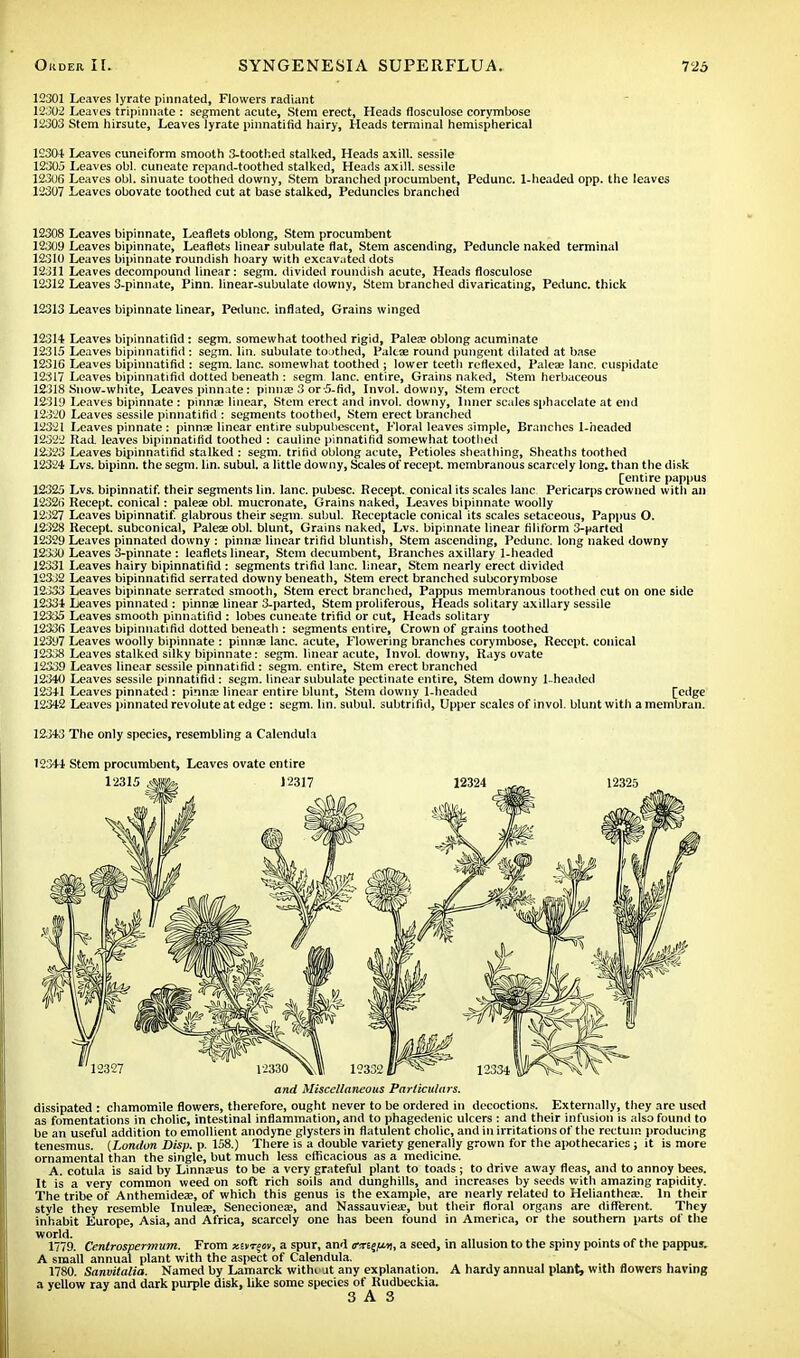 12301 Leaves lyrate pinnated, Flowers radiant 12302 Leaves tripinnate : segment acute, Stem erect, Heads flosculose corymbose 12303 Stem hirsute, Leaves lyrate pinnatifid hairy, Heads terminal hemispherical 12304 Leaves cuneiform smooth 3-toothed stalked, Heads axill. sessile 12305 Leaves obi. cuneate repand-toothed stalked, Heads axill. sessile 12306 Leaves obi. sinuate toothed downy, Stem branched procumbent, Pedunc. 1-headed opp. the leaves 12307 Leaves obovate toothed cut at base stalked, Peduncles branched 12308 Leaves bipinnate, Leaflets oblong, Stem procumbent 12309 Leaves bipinnate, Leaflets linear subulate flat, Stem ascending, Peduncle naked terminal 12310 Leaves bipinnate roundish hoary with excavated dots 12311 Leaves decompound linear: segm. divided roundish acute, Heads flosculose 12312 Leaves 3-pinnate, Pinn. linear-subulate downy, Stem branched divaricating, Pedunc. thick 12313 Leaves bipinnate linear, Pedunc. inflated, Grains winged 12314 Leaves bipinnatilid: segm. somewhat toothed rigid, Palea? oblong acuminate 12315 Leaves bipinnatilid : segm. lin. subulate toothed, Paleae round pungent dilated at base 12316 Leaves bipinnatifid : segm. lane, somewhat toothed ; lower teeth rcflexed, Paleae lane, cuspidate 12317 Leaves bipinnatifid dotted beneath : segm. lane, entire, Grains naked, Stem herbaceous 12318 Snow-white, Leaves pinnate : pinna? 3 or -5-fid, Invol. downy, Stem erect 12319 Leaves bipinnate : pinnae linear, Stem erect and invol. downy, Inner scales sphacelate at end 12320 Leaves sessile pinnatirid : segments toothed, Stem erect branched 12321 Leaves pinnate : pinnae linear entire subpubescent, Floral leaves simple, Branches 1-headed 12o2J Had. leaves bipinnatifid toothed : cauline pinnatirid somewhat toothed 12323 Leaves bipinnatifid stalked : segm. tritid oblong acute, Petioles sheathing, Sheaths toothed 12324 Lvs. bipinn. the segm. lin. subul. a little downy, Scales of recept. membranous scarcely long, than the disk [entire pappus 12325 Lvs. bipinnatif. their segments lin. lane, pubesc. Recept. conical its scales lane Pericarps crowned with an 12326 Recept. conical: paleae obi. mucronate, Grains naked, Leaves bipinnate woolly 12327 Leaves bipinnatif. glabrous their segm. subul. Receptacle conical its scales setaceous, Pappus O. 12328 Recept. subconical, Paleae obi. blunt, Grains naked, Lvs. bipinnate linear filiform 3-parted 12329 Leaves pinnated downy : pinna? linear trifid bluntish, Stem ascending, Pedunc. long naked downy 12330 Leaves 3-pinnate : leaflets linear, Stem decumbent, Branches axillary 1-headed 12331 Leaves hairy bipinnatifid : segments trifid lane, linear, Stem nearly erect divided 12332 Leaves bipinnatifid serrated downy beneath, Stem erect branched subcorymbose 12333 Leaves bipinnate serrated smooth, Stem erect branched, Pappus membranous toothed cut on one side 12334 Leaves pinnated : pinnae linear 3-parted, Stem proliferous, Heads solitary axillary sessile 12335 Leaves smooth pinnatirid : lobes cuneate trifid or cut, Heads solitary 12336 Leaves bipinnatilid dotted beneath : segments entire. Crown of grains toothed 12397 Leaves woolly bipinnate : pinnae lane, acute, Flowering branches corymbose, Recept. conical 12338 Leaves stalked silky bipinnate: segm. linear acute, Invol. downy, Rays ovate 12339 Leaves linear sessile pinnatifid: segm. entire, Stem erect branched 12340 Leaves sessile pinnatifid: segm. linear subulate pectinate entire, Stem downy 1-headed 12341 Leaves pinnated : pinna? linear entire blunt, Stem downy 1-hcaded [edge 12342 Leaves pinnated revolute at edge: segm. lin. subul. subtrifid, Upper scales of invol. blunt with a membran. 12343 The only species, resembling a Calendula 12344 Stem procumbent, Leaves ovate entire and Miscellaneous Particulars. dissipated : chamomile flowers, therefore, ought never to be ordered in decoctions. Externally, they are used as fomentations in cholic, intestinal inflammation, and to phagedenic ulcers : and their infusion is also found to be an useful addition to emollient anodyne glysters in flatulent cholic, and in irritations of the rectum producing tenesmus. (London Disp. p. 158.) There is a double variety generally grown for the apothecaries; it is more ornamental than the single, but much less efficacious as a medicine. A. cotula is said by Linnaeus to be a very grateful plant to toads ; to drive away fleas, and to annoy bees. It is a very common weed on soft rich soils and dunghills, and increases by seeds with amazing rapidity. The tribe of Anthemidea;, of which this genus is the example, are nearly related to Heliantheae. In their style they resemble Inulea?, SenecioneEe, and Nassauviea?, but their floral organs are different. They inhabit Europe, Asia, and Africa, scarcely one has been found in America, or the southern parts of the world. 1779. Centrospermum. From xitr^m, a spur, and im^, a seed, in allusion to the spiny points of the pappus. A small annual plant with the aspect of Calendula. 1780. Sanvitalia. Named by Lamarck withi ut any explanation. A hardy annual plant, with flowers having a yellow ray and dark purple disk, like some species of Rudbeckia. 3 A 3