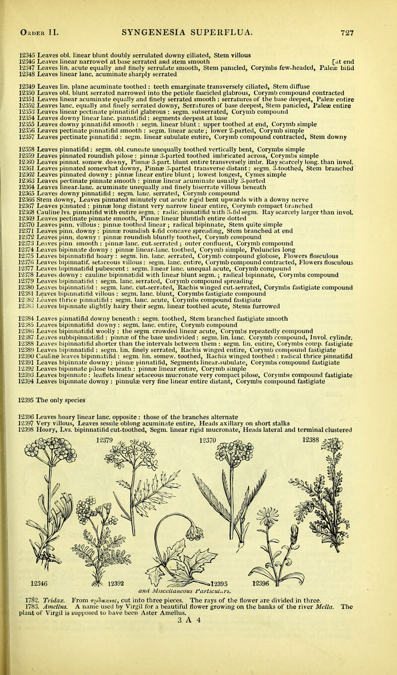 12345 Leaves obi, linear blunt doubly serrulated downy ciliated, Stem villous 1234G Leaves linear narrowed at base serrated and stem smooth [at end 12347 Leaves lin. acute equally and finely serrulate smooth, Stem panicled, Corymbs few-headed, Palea? bitid 12348 Leaves linear lane, acuminate sharply serrated 12349 Leaves lin. plane acuminate toothed : teeth emarginate transversely ciliated, Stem diffuse 12350 Leaves obi. blunt serrated narrowed into the petiole fascicled glabrous, Corymb compound contracted 12351 Leaves linear acuminate equally and finely serrated smooth : serratures of the base deepest, Palea? entire 12352 Leaves lane, equally and finely serrated downy, Serratures of base deepest, Stem panicled, Paleae entire 12353 Leaves linear pectinate pinnatifid glabrous : segm. subserrated, Corymb compound 12354 Leaves downy linear lane, pinnatifid: segments deepest at base 12355 Leaves downy pinnatifid smooth : segm. linear blunt: upper toothed at end, Corymb simple 12356 Leaves pectinate pinnatifid smooth : segm. linear acute; lower 2-parted, Corymb simple 12357 Leaves pectinate pinnatifid: segm. linear subulate entire, Corymb compound contracted, Stem downy 12358 Leaves pinnatifid: segm. obi. cuneate unequally toothed vertically bent, Corymbs simple 12359 Leaves pinnated roundish pilose : pinna? 3-parted toothed imbricated across, Corymbs simple 12360 Leaves pinnat. somew. downy, Pinna? 3-part. blunt entire transversely imbr. Ray scarcely long, than invol. 12361 Leaves pinnated somewhat downy, Pinna? 3-parted transverse distant: segm. 3-toothed, Stem branched 12362 Leaves pinnated downy : pinnae linear entire blunt; lowest longest, Cymes simple 12363 Leaves pectinate pinnate smooth : pinnae linear acuminate usually 3-parted 12364 Leaves linear-lanc. acuminate unequally and finely biserrate villous beneath 12365 Leaves downy pinnatifid: segm. lane, serrated, Corymb compound 12366 Stem downy, Leaves pinnated minutely cut acute rigid bent upwards with a downy nerve 12367 Leaves pinnated : pinnae long distant very narrow linear entire, Corymb compact branched 12368 Cauline lvs. pinnatifid with entire segm. : radic. pinnatifid with 8-fid segm. Ray scarcely larger than invol. 12369 Leaves pectinate pinnate smooth. Pinna? linear bluntish entire dotted 12370 Leaves pinn. villous : pinna? toothed linear ; radical bipinnate, Stem quite simple 12371 Leaves pinn. downy : pinnae roundish 4-fid concave spreading, Stem branched at end 12372 Leaves pinn. downy : pinnae roundish bluntly toothed, Corymb compound 12373 Leaves pinn- smooth : pinna? lane, cut-serrated ; outer confluent, Corymb compound 12374 Leaves bipinnate downy : pinna? linear-lanc. toothed, Corymb simple, Peduncles long 12.375 Leaves bipinnatifid hoary : segm. lin. lane, serrated, Corymb compound globose, Flowers flosculous 12376 Leaves bipinnatif. setaceous villous: segm. lane, entire, Corymb compound contracted, Flowers flosculous 12377 Leaves bipinnatifid pubescent: segm. linear lane, unequal acute, Corymb compound 12.378 Leaves downy : cauline bipinnatifid with linear blunt segm.; radical bipinnate, Corymbs compound 12379 Leaves bipinnatifid : segm. lane, serrated, Corymb compound spreading 12380 Leaves bipinnatifid : segm. lane, cut-serrated, Rachis winged cut-serrated, Corymbs fastigiate compound 123X1 Leaves bipinnatifid villous : segm. lane, blunt, Corymbs fastigiate compound 12382 Leaves thrice pinnatifid : segm. lane, acute, Corymbs compound fastigiate 12383 Leaves bipinnate slightly hairy their segm. linear toothed acute, Stems furrowed 12384 Leaves pinnatifid downy beneath : 6egm. toothed, Stem branched fastigiate smooth 12385 Leaves bipinnatifid downy : segm. lane, entire, Corymb compound 12386 Leaves bipinnatifid woolly : the segm. crowded linear acute, Corymbs repeatedly compound 12387 Leaves subbipinnatifid : pinna? of the base undivided: segm. lin. lane. Corymb compound, Invol. cylindr. 12388 Leaves bipinnatifid shorter than the intervals between them : segm. lin. entire, Corymbs comp. fastigiate 12389 Leaves bipinnatifid : segm. lin. finely serrated, Rachis winged entire, Corymb compound fastigiate 12390 Cauline leaves bipinnatifid : segm. lin. somew. toothed, Rachis winged toothed : radical thrice pinnatifid 12391 Leaves bipinnate downy : pinna? pinnatifid, Segments linear-subulate, Corymbs compound fastigiate 12392 Leaves bipinnate pilose beneath : pinnae linear entire, Corymb simple 12393 Leaves bipinnate: leaflets linear setaceous mucronate very compact pilose, Corymbs compound fastigiate 12394 Leaves bipinnate downy : pinnula? very fine linear entire distant, Corymbs compound fastigiate 12395 The only species 12396 Leaves hoary linear lane, opposite: those of the branches alternate 12397 Very villous, Leaves sessile oblong acuminate entire. Heads axillary on short stalks 12398 Hoary, Lvs. bipinnatifid cut-toothed, Segm. linear rigid mucronate, Heads lateral and terminal clustered and Miscellaneous Particulars. 1782. Tridax. From tmUxxvos, cut into three pieces. The rays of the flower are divided in three. 1783. Amelias. A name used by Virgil for a beautiful flower growing on the banks of the river Mella. The plant of Virgil is supposed to have been Aster Amellus.