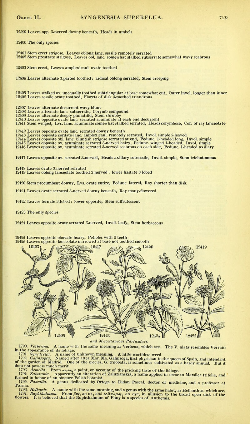 12399 Loaves opp. 3-nerved downy beneath, Heads in umbels 12400 The only species 12401 Stem erect strigose, Leaves oblong lane, sessile remotely serrated 12402 Stem prostrate strigose, Leaves obi. lane, somewhat stalked subserrate somewhat wavy scabrous 12403 Stem erect, Leaves amplexicaul. ovate toothed 12404 Leaves alternate 3-parted toothed : radical oblong serrated, Stem creeping 12405 Leaves stalked ov. unequally toothed subtriangular at base somewhat cut, Outer invol. longer than inner 12406 Leaves sessile ovate toothed, Florets of disk 3-toothed triandrous 12407 Leaves alternate decurrent wavy blunt 12408 Leaves alternate lane, subserrate, Corymb compound 12409 Leaves alternate deeply pinnatifid, Stem shrubby 12410 Leaves opposite ovate lane, serrated acuminate at each end decurrent 12411 Stem winged, Lvs. lane, acuminate somewhat stalked serrated, Heads corymbose, Cor. of ray lanceolate 12412 Leaves opposite ovate-lanc. serrated downy beneath 12413 Leaves opposite cordate-lanc. amplexicaul. remotely serrated, Invol. simple 5-Ieaved 12414 Leaves opposite obi. lane, bluntish strigose serrated at end, Pedunc. 1-headed long, Invol. simple 12415 Leaves opposite ov. acuminate serrated 3-nerved hairy, Pedunc. winged 1-hcaded, Invol. simple 12416 Leaves opposite ov. acuminate serrated 3-nerved scabrous on each side, Pedunc. 1-headed axillary 12417 Leaves opposite ov. serrated 3-nerved, Heads axillary subsessile, Invol. simple, Stem trichotomous 12418 Leaves ovate 3-nerved serrated 12419 Leaves oblong lanceolate toothed 3-nerved : lower hastate 3-lobed 12420 Stem procumbent downy, Lvs. ovate entire, Pedunc. lateral, Ray shorter than disk 12421 Leaves ovate serrated 3-nerved downy beneath, Ray many-flowered 12422 Leaves ternate 3-lobed : lower opposite, Stem suflrutesccnt 12423 The only 6pecies 12424 Leaves opposite ovate serrated 3-nerved, Invol. leafy, Stem herbaceous 12425 Leaves opposite obovate hoary, Petioles with 2 teeth 12426 Leaves opposite lanceolate narrowed at base not toothed smooth and Miscellaneous Particulars. 1790. Verbcsina. A name with the same meaning as Verbena, which see. The V. alata resembles Vervain in the appearance of its foliage. 1791. St/nedrella. A name of unknown meaning. A little worthless weed. 1792. Galinsogea. Named after after Mar. Ma. Galinsoga, first physician to the queen of Spain, and intendant of the garden of Madrid. One of the species, G. trilobata, is sometimes cultivated as a hardy annual. But it does not possess much merit. 1793. Acmclla. From ow.mi, a point, on account of the pricking taste of the foliage. 1794 Zaluzania. Apparently an alteration of Zaluzianskia, a name applied in error to Marsilea trifolia, and formed in honor of an obscure Polish botanist. 1795. Pascalia. A genus dedicated by Ortega to Didan Pascal, doctor of medicine, and a professor at Parma. 1796. Heliopsis. A name with the same meaning, and a genus with the same habit, as Helianthus. which see. 1797. Buphthalmum. From an ox, ana opS-aX^s, an eye, in allusion to the broad open disk of the flowers. It is believed that the Buphthalmum of Pliny is a species of Anthemis.