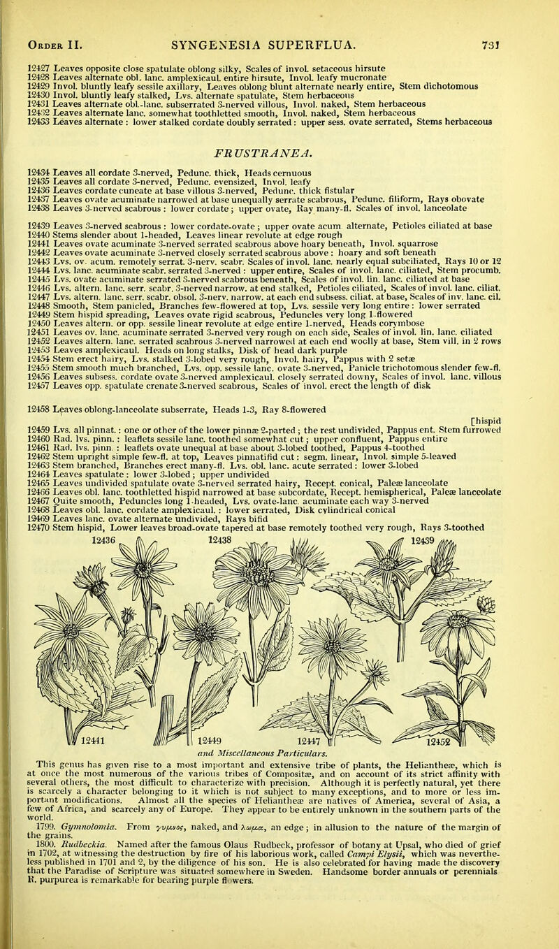 12427 Leaves opposite close spatulate oblong silky, Scales of invol. setaceous hirsute 12428 Leaves alternate obi. lane, amplexicaul. entire hirsute, Invol. leafy mucronate 12429 Invol. bluntly leafy sessile axillary, Leaves oblong blunt alternate nearly entire, Stem dichotomous 12430 Invol. bluntly leafy stalked, Lvs. alternate spatulate, Stem herbaceous 12431 Leaves alternate obl.-Ianc. subserrated 3-nerved villous, Invol. naked, Stem herbaceous 12432 Leaves alternate lane, somewhat toothletted smooth, Invol. naked, Stem herbaceous 12433 Leaves alternate: lower stalked cordate doubly serrated: upper sess. ovate serrated, Stems herbaceous FR USTRANEA. 12434 Leaves all cordate 3-nerved, Pedunc. thick. Heads cernuous 12435 Leaves all cordate 3-nerved, Pedunc. evensized, Invol. leafy 12436 Leaves cordate cuneate at base villous 3-nerved, Pedunc. thick fistular 12437 Leaves ovate acuminate narrowed at base unequally serrate scabrous, Pedunc. filiform, Rays obovate 12438 Leaves 3-nerved scabrous : lower cordate; upper ovate, Ray many-fl. Scales of invol. lanceolate 12439 Leaves 3-nerved scabrous : lower cordate-ovate; upper ovate acum alternate, Petioles ciliated at base 12440 Stems slender about 1-headed, Leaves linear revolute at edge rough 12441 Leaves ovate acuminate 3-nerved serrated scabrous above hoary beneath, Invol. squarrose 12442 Leaves ovate acuminate 3-nerved closely serrated scabrous above: hoary and soft beneath 12443 Lvs. ov. acum. remotely serrat 3-nerv. scabr. Scales of invol. lane, nearly equal subciliated, Rays 10 or 12 12444 Lvs. lane, acuminate scabr. serrated 3-nerved : upper entire, Scales of invol. lane, ciliated, Stem procumb. 12445 Lvs. ovate acuminate serrated 3-nerved scabrous beneath, Scales of invol. lin. lane, ciliated at base 12446 Lvs. altern. lane. serr. scabr. 3-nerved narrow, at end stalked, Petioles ciliated, Scales of invol. lane, ciliat. 12447 Lvs. altern. lane. serr. scabr. obsol. 3-nerv. narrow, at each end subsess. ciliat. at base, Scales of inv. lane. cil. 12448 Smooth, Stem panicled, Branches few-flowered at top, Lvs. sessile very long entire: lower serrated 12449 Stem hispid spreading, Leaves ovate rigid scabrous, Peduncles very long 1.flowered 12450 Leaves altern. or opp. sessile linear revolute at edge entire 1-nerved, Heads corymbose 12451 Leaves ov. lane, acuminate serrated 3-nerved very rough on each side, Scales of invol. lin. lane, ciliated 12452 Leaves altern. lane, serrated scabrous 3-nerved narrowed at each end woolly at base, Stem vill. in 2 rows 12453 Leaves amplexicaul. Heads on long stalks, Disk of head dark purple 12454 Stem erect hairy, Lvs. stalked 3-lobed very rough, Invol. hairy, Pappus with 2 setae 12455 Stem smooth much branched, Lvs. opp. sessile lane, ovate 3-nerved, Panicle trichotomous slender few-fl. 12456 Leaves subsess, cordate ovate 3-nerved amplexicaul. closely serrated downy, Scales of invol. lane, villous 12457 Leaves opp. spatulate crenate 3-nerved scabrous, Scales of invol. erect the length of disk 12458 Leaves oblong-lanceolate subserrate, Heads 1-3, Ray 8-flowered [hispid 12459 Lvs. all pinnat.: one or other of the lower pinnae 2-parted; the rest undivided, Pappus ent. Stem furrowed 12460 Rad. lvs. pinn. : leaflets sessile lane, toothed somewhat cut; upper confluent, Pappus entire 12461 Rad. lvs. pinn. : leaflets ovate unequal at base about 3-lobed toothed, Pappus 4-toothed 12462 Stem upright simple few-fl. at top, Leaves pinnatifld cut: segm. linear, Invol. simple 5-leaved 12463 Stem branched, Branches erect many-fl. Lvs. obi. lane, acute serrated: lower 3-lobed 12464 Leaves spatulate: lower 3-lobed; upper undivided 12465 Leaves undivided spatulate ovate 3-nerved serrated hairy, Recept. conical, Paleae lanceolate 12466 Leaves obi. lane, toothletted hispid narrowed at base subcordate, Recept. hemispherical, Paleae lanceolate 12467 Quite smooth, Peduncles long l headed, Lvs. ovate-lanc acuminate each way 3-nerved 12468 Leaves obi. lane, cordate amplexicaul. : lower serrated, Disk cylindrical conical 12469 Leaves lane, ovate alternate undivided, Rays bifid 12470 Stem hispid, Lower leaves broad-ovate tapered at base remotely toothed very rough, Rays 3-toothed tmd Miscellaneous Particulars. This genus has given rise to a most important and extensive tribe of plants, the HeHanthea?, which is at once the most numerous of the various tribes of Compositae, and on account of its strict affinity with several others, the most difficult to characterize with precision. Although it is perfectly natural, yet there is scarcely a character belonging to it which is not subject to many exceptions, and to more or less im- portant modifications. Almost all the species of Heliantheoe are natives of America, several of Asia, a few of Africa, and scarcely any of Europe. They appear to be entirely unknown in the southern parts of the world. 1799. Gymnolomia. From yv/aes, naked, and \mfjuz, an edge; in allusion to the nature of the margin of the grains. 1800. Rudbeckia. Named after the famous Olaus Rudbeck, professor of botany at Upsal, who died of grief in 1702, at witnessing the destruction by fire of his laborious work, called Campi Elysii, which was neverthe- less published in 1701 and 2, by the diligence of his son. He is also celebrated for having made the discovery that the Paradise of Scripture was situated somewhere in Sweden. Handsome border annuals or perennials R. purpurea is remarkable for bearing purple fl wers.