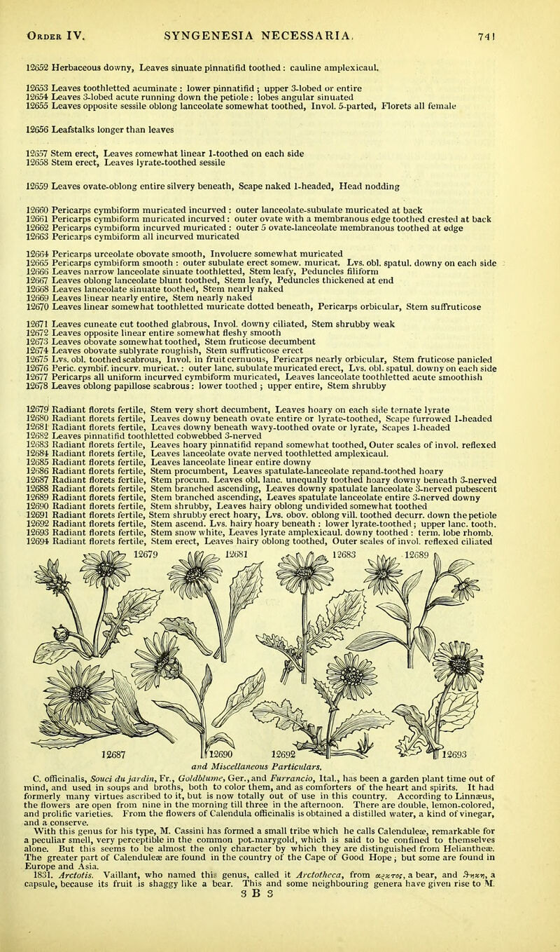 12652 Herbaceous downy, Leaves sinuate pinnatifld toothed: cauline amplexicaul. 12653 Leaves toothletted acuminate : lower pinnatifld ; upper 3-lobed or entire 12654 Leaves 3-lobed acute running down the petiole: lobes angular sinuated 12655 Leaves opposite sessile oblong lanceolate somewhat toothed, Invol. 5-parted, Florets all female 12656 Leafstalks longer than leaves 12(357 Stem erect, Leaves somewhat linear 1-toothed on each side 12658 Stem erect, Leaves lyrate-toothed sessile 12659 Leaves ovate-oblong entire silvery beneath, Scape naked 1-headed, Head nodding 12660 Pericarps cymbiform muricated incurved : outer lanceolate-subulate muricated at back 12661 Pericarps cymbiform muricated incurved: outer ovate with a membranous edge toothed crested at back 12662 Pericarps cymbiform incurved muricated : outer 5 ovate-lanceolate membranous toothed at edge 12663 Pericarps cymbiform all incurved muricated 12664 Pericarps urceolate obovate smooth, Involucre somewhat muricated 12665 Pericarps cymbiform smooth : outer subulate erect somew. muricat. Lvs. obi. spatul. downy on each side 12666 Leaves narrow lanceolate sinuate toothletted, Stem leafy, Peduncles filiform 12667 Leaves oblong lanceolate blunt toothed, Stem leafy, Peduncles thickened at end 12668 Leaves lanceolate sinuate toothed, Stem nearly naked 12669 Leaves linear nearly entire, Stem nearly naked 12670 Leaves linear somewhat toothletted muricate dotted beneath, Pericarps orbicular, Stem suffruticose 12671 Leaves cuneate cut toothed glabrous, Invol. downy ciliated, Stem shrubby weak 12672 Leaves opposite linear entire somewhat fleshy smooth 12673 Leaves obovate somewhat toothed, Stem fruticose decumbent 12674 Leaves obovate sublyrate roughish, Stem suffruticose erect 12675 Lvs. obi. toothed scabrous, Invol. in fruit cernuous, Pericarps nearly orbicular, Stem fruticose panicled 12676 Peric. cymbif. incurv. muricat.: outer lane, subulate muricated erect, Lvs. obi. spatul. downy on each side 12677 Pericarps all uniform incurved cymbiform muricated, Leaves lanceolate toothletted acute smoothish 12678 Leaves oblong papillose scabrous: lower toothed ; upper entire, Stem shrubby 15679' Radiant florets fertile, Stem very short decumbent, Leaves hoary on each side tcrnate lyrate 12680 Radiant florets fertile, Leaves downy beneath ovate entire or lyrate-toothed, Scape furrowed 1-headed 12681 Radiant florets fertile, Leaves downy beneath wavy-toothed ovate or lyrate, Scapes 1-headed 12ijs2 Leaves pinnatifld toothletted cobwebbed 3-nerved 12683 Radiant florets fertile, Leaves hoary pinnatifld repand somewhat toothed, Outer scales of invol. reflexed 12684 Radiant florets fertile, Leaves lanceolate ovate nerved toothletted amplexicaul. 12685 Radiant florets fertile, Leaves lanceolate linear entire downy 12686 Radiant florets fertile, Stem procumbent, Leaves spatulate-lanceolate repand-toothed hoary 12687 Radiant florets fertile, Stem procum. Leaves obi. lane, unequally toothed hoary downy beneath 3-nerved 12688 Radiant florets fertile, Stem branched ascending, Leaves downy spatulate lanceolate 3-nerved pubescent 12689 Radiant florets fertile, Stem branched ascending. Leaves spatulate lanceolate entire 3-nerved downy 12690 Radiant florets fertile, Stem shrubby, Leaves hairy oblong undivided somewhat toothed 12691 Radiant florets fertile, Stem shrubby erect hoary, Lvs. obov. oblong vill. toothed decurr. down the petiole 12692 Radiant florets fertile, Stem ascend. Lvs. hairy hoary beneath : lower lyrate-toothed; upper lane, tooth. 12693 Radiant florets fertile, Stem snow white, Leaves lyrate amplexicaul. downy toothed : term, lobe rhomb. 12694 Radiant florets fertile, Stem erect, Leaves hairy oblong toothed, Outer scales of invol. reflexed ciliated and Miscellaneous Particulars. C. officinalis, Souci dujardin, Ft., Goldblume, Ger.,and Furrancio, Ital., has been a garden plant time out of mind, and used in soups and broths, both to color them, and as comforters of the heart and spirits. It had formerly many virtues ascribed to it, but is now totally out of use in this country. According to Linneeus, the flowers are open from nine in the morning till three in the afternoon. There are double, lemon-colored, and prolific varieties. From the flowers of Calendula officinalis is obtained a distilled water, a kind of vinegar, and a conserve. With this genus for his type, M. Cassini has formed a small tribe which he calls Calendulese, remarkable for a peculiar smell, very perceptible in the common pot-marygold, which is said to be confined to themselves alone. But this seems to be almost the only character by which they are distinguished from Heliantheae. The greater part of Calenduleee are found in the country of the Cape of Good Hope; but some are found in Europe and Asia. 1831. Arctotis. Vaillant, who named thi. genus, called it Arctotheca, from a.^xrnt, a bear, and a capsule, because its fruit is shaggy like a bear. This and some neighbouring genera have given rise to M. 3 B 8