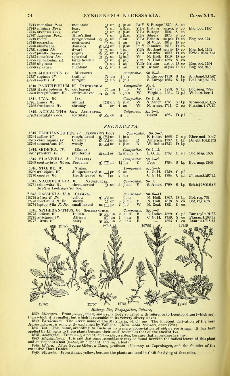 12744 montana Pdrs mountain O un in au Br.Y S. Europe 1820. S CO 12745 minima Pers. O un *i 8 jl au Y.Br Britain sa.pas. s CO 12746 arvensis Pcvs. co'rn' O un jl.au Y.Br TTi i rrtnQ 1 fii Id. *J CO 12747 Lagopus Pers. Hare's-foot o un J jl.au Y. Br CO 12748 rec'ta upright-wood ^ A un 1 au Y.Br Hritain sa.pas. D CO 12749 coarctata contracted o un 1 au Br M.Video 1819. D 12750 americana Jamaica rza un 1 jl.au Pa.Y Jamaica 1815. D CO 12751 supina Lk, dwarf A mi jn.jl Y.Br Scotland scalp. D CO 12752 pusilla Hcenke. pygmy A un lin in.il Y.Br Austria 1820. D CO 12753 sphae'rica Lk. spherical it A un 1» jnjl W \J UaII loin T\ in. rioii. itsiy. u CO 12754 cephaloldea Lk. large-headed O un | jn.jl Y.w N. Holl.? 1823. S CO 12755 uligin6sa marsh O un 1 au Y.Br Britain wat.pl. D CO 12756 sylvatica highland A un 1 au Y.Br Britain al.pas. Ft S.1 1839. MICRO'PUS. W. MlCROPUS. Composita;. Sp. 2—3. 12757 supinus W. trailing O un jn.s S. Europe 1710. S Lp 12758 erectus W. upright o un * jn.s S. Europe 1683. S l.p 1840. PARTHE'NIUM. W. Parthenium. Composita:. Sp. 2. 12759 Hysteruphorus W. cut-leaved o un 1 jl.o W Jamaica 1728. S lp 12760 integrifolium W. entire-leaved A un 3 jn.o W Virginia 1661. D p.l 1841. I'VA. W. Iva. Composites. Sp. 2—5. 12761 annua IV. annual rm un 2 jl.au w S. Amer. 1768. S lp 12762 frutescens W. shrubhy or i au w N. Amer. 1711. C CO 1842. ACICAI 'PDA luss. Acicarpha. Cahicerece. Sp. 1—3. 12763 spatulata . acq. spatula te £ E3 cu h Brazil 1824. D pi Eng. boL 1157 Eng. bot. 124 Eng. bot 1193 Krock.siles t.41 Eng. bot. 1194 Eng. bot. 913 Sch.hand.3.t.267 Loef. hisp.t.l. f.3 Bot. mag. 2275 W. hort. ber. 4 Schmidel.ic. t.15 Plu.alm. t.27. f.l SE GREG A TA. 1843. ELEPHANTO'PUS. W. Elephants Foot. 12764 scaber IV. rough-leaved £ (ZS1 un 12765 carolinianus W. 12766 tomentosus IV. Carolina woolly 1844. (EDE'RA. W. CEdera. 12767 prolifera W. proliferous 1845. FLAVE'RIA. J. Flaveria. 12763 contrayerba W. en. Peruvian £ lA) un jP lAJ un ilili 1 | pr 1846. STCS'BE. W. 12769 aethiopica W. 12770 cinerea W. £ EE m SlffiBE. Juniper-leaved it i | pr Heath-leaved a. | | pr Composite. 1 jn.s lijl.s R 1 jl.au R Compositce. H my.jn Y Composites. l|jl.s Y Sp. 3—7. E Indies 1695. America 1732. W. Indies 1733. Sp. 1—3. C. G. H. 1789. 1847. NAUMBUR'GIA. IV. Naumburgia. 12771 trinervata IV. three-nerved O un Brot&ra Contrayer'va Spr. *1843. CASSI'NIA. H. K. Cassinia. §12772 aurea R. Br. yellow <C i Al or 12773 spectabilis R. Br. shewy O of 12774 leptcphylla R. Rr. small-leaved a. i | pr Compositce. 2 au 2 jl.s Composite. 3 jl.au Y Sp. 1—2. Peru Sp. 2—4 C. G. H. C. G. H. Sp. 1. S. Amer. 1794. 1759. 1784. C s.p Rhee.mal 10. t.7 C Lp Dil.el.t.l06.f.l26 D Lp C s.l Bot. mag. 1637 S Lp Bot. mag. 2400 C p.l C p.l PI. man.t.297.f.l 1799. S l.p Sch.b.j 1800.2.15 Compositce. Sp. 3—11. jl.au N. Holl. 6 jl.au Y N. Holl. 2 jl.o W N. Zeal. ISO. 1818. 1821. 1849. SPH^RAN'THUS. 12775 indicus W. 12776 africanus TV. 12777 hirtus TV. Spile ranthus. Compositce. Sp. 3—8. 2 au.d B E. Indies 1699. 1 jl.au B C. G. H. 1759. 2 l.au B 1823. 12756 D l.p Bot. reg. 764 S co Bot. reg. 678 C co C p.l Bur.zeyl.t.94.f.3 S co Pl.man.t.l08.f.7 C co Lain.ill.t.718.f.l 12762 History, Use, Propagation, Culture, 1839. Micropus. From fiuxqo;, small, and xn, a foot; so called with reference to Lcontopodium (which see), than which it is smaller, but which it resembles in its velvety silvery leaves. 1840. Parthenium. The Greek name of the Matricaria, which see. The indecent derivation of the word Hys/erophorus, is sufficiently explained by Vaillant. {Mem. Acad. Sciences, anno 1720.) 1841. Iva. This name, according to Fuchsius, is a mere abbreviation oiabiga; see Ajuga. It has been applied by Linnaeus to these plants because their smell resembles that of the ancient Iva. 1842. Acicarpha. From texts, a point, and xx.%ipo;, a palea, because that appendage is spiny. 1843. Elephantopus. It is said that some resemblance may be found between the radical leaves of this plant and an elephant's foot {itetpas, an elephant, and an;, a foot). 1844. CEdera. After George CEder, a Dane, professor of botany at Copenhagen, and the founder of the extensive Flora Danica. 18-15. Flaveria. From flavus, yellow, because the plants are used in Chili for dying of that color.