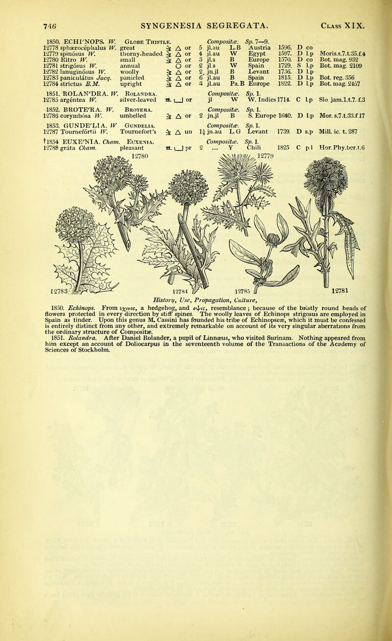 1850. ECHl'NOPS. W. Globe Thistle. 12778 sphasrocepnalus W. great 12779 spinosus IV. 12780 Kitro W. 12781 stngosus W. 12782 lanuginosus IV. 12783 paniculatus Jacq. 12784 strictus B.M. thorny-headed ^ small annual woolly ^£ panicled ^[ upright ^£ A or A or A or O or A or A or A or Composite. Sp. 7—9. D co 5 jl.au L.B Austria 1596. 4 jl.au W Egypt 1597. D l.p 3 jl.s B Europe 1570. D co e jls W Spain 1729. S l.p 2 jn.jl B Levant 1736. D l.p 6 jl.au B Spain 1815. D l.p 3 jl.au Pa.B Europe 1822. D l.p 1851. ROLAN'DRA. W. Rolandra. 12785 argentea IV. silver-leaved 1852. BROTE'RA. IV. Brotera. 12785 coryir.bosa IV. umbelled 1853. GUNDE'LIA. IV Gundelia. 12787 Tournefortii IV. Tournefort's tl854 EUXE'NIA. Cham. Euxesia. 12788 grata Cham. pleasant 12780 «-1 | or ^ A or a. I | pr Sp. 1 W. 1 Indies 1714. Composite. Sg. 1, 2 jn.jl B Europe 1640. Composite. Sp. 1. ljjn.au L.G Levant Composite. 2 ... Y 1739. Moris. s.7.t.35.f.4 Bot. mag. 932 Bot. mag. 2109 C Lp Slo jam.l.t.7. f.3 D Lp Mor.s.7.t.33.f.l7 D s.p Mill. ic. t. 287 C pi Hor.Phy.ber.t.6 12785 History, Use, Propagation, Culture, 1850. Echinops. From tx°s, a hedgehog, and <rfyi;, resemblance; because of the bristly round heads of flowers protected in every direction by stiff spines. The woolly leaves of Echinops strigosus are employed in Spain as tinder. Upon this genus M. Cassini has founded his tribe of Echinopsea?, which it must be confessed is entirely distinct from any other, and extremely remarkable on account of its very singular aberrations from the ordinary structure of Composite. 1851. Rolandra. After Daniel Rolander, a pupil of Linnaeus, who visited Surinam. Nothing appeared from him except an account of Doliocarpus in the seventeenth volume of the Transactions of the Academy of Sciences of Stockholm.