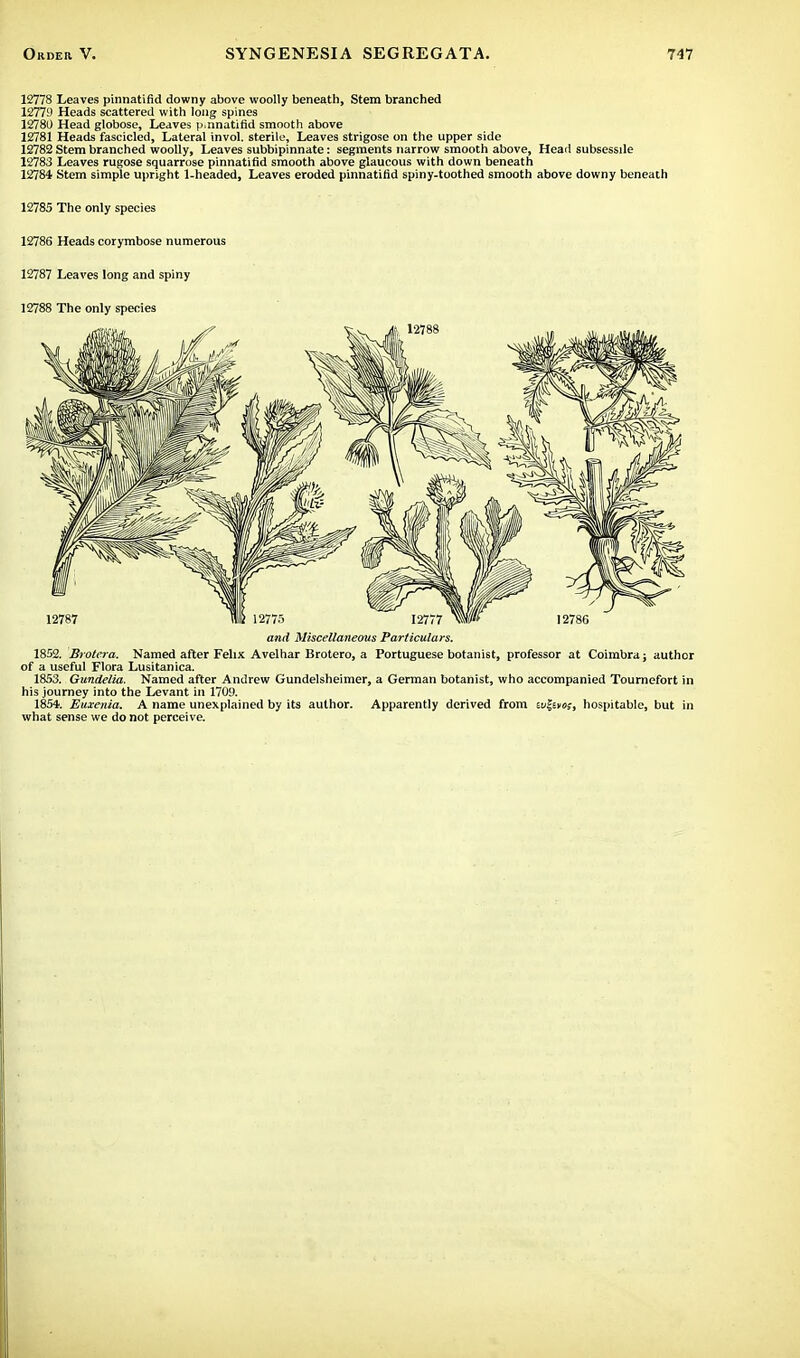 12778 Leaves pinnatifld downy above woolly beneath, Stem branched 12779 Heads scattered with long spines 12780 Head globose, Leaves p.nnatifid smootli above 12781 Heads fascicled, Lateral invol. sterile. Leaves strigose on the upper side 12782 Stem branched woolly, Leaves subbipinnate: segments narrow smooth above, Head subsessde 12783 Leaves rugose squarrose pinnatifld smooth above glaucous with down beneath 12784 Stem simple upright 1-headed, Leaves eroded pinnatifld spiny-toothed smooth above downy beneath 12785 The only species 12786 Heads corymbose numerous 12787 Leaves long and spiny 12788 The only species and Miscellaneous Particulars. 1852. Brotera. Named after Felix Avelhar Brotero, a Portuguese botanist, professor at Coimbra; author of a useful Flora Lusitanica. 1853. Gundelia. Named after Andrew Gundelsheimer, a German botanist, who accompanied Tournefort in his journey into the Levant in 1709. 185*. Euxenia. A name unexplained by its author. Apparently derived from w^ttm, hospitable, but in what sense we do not perceive.