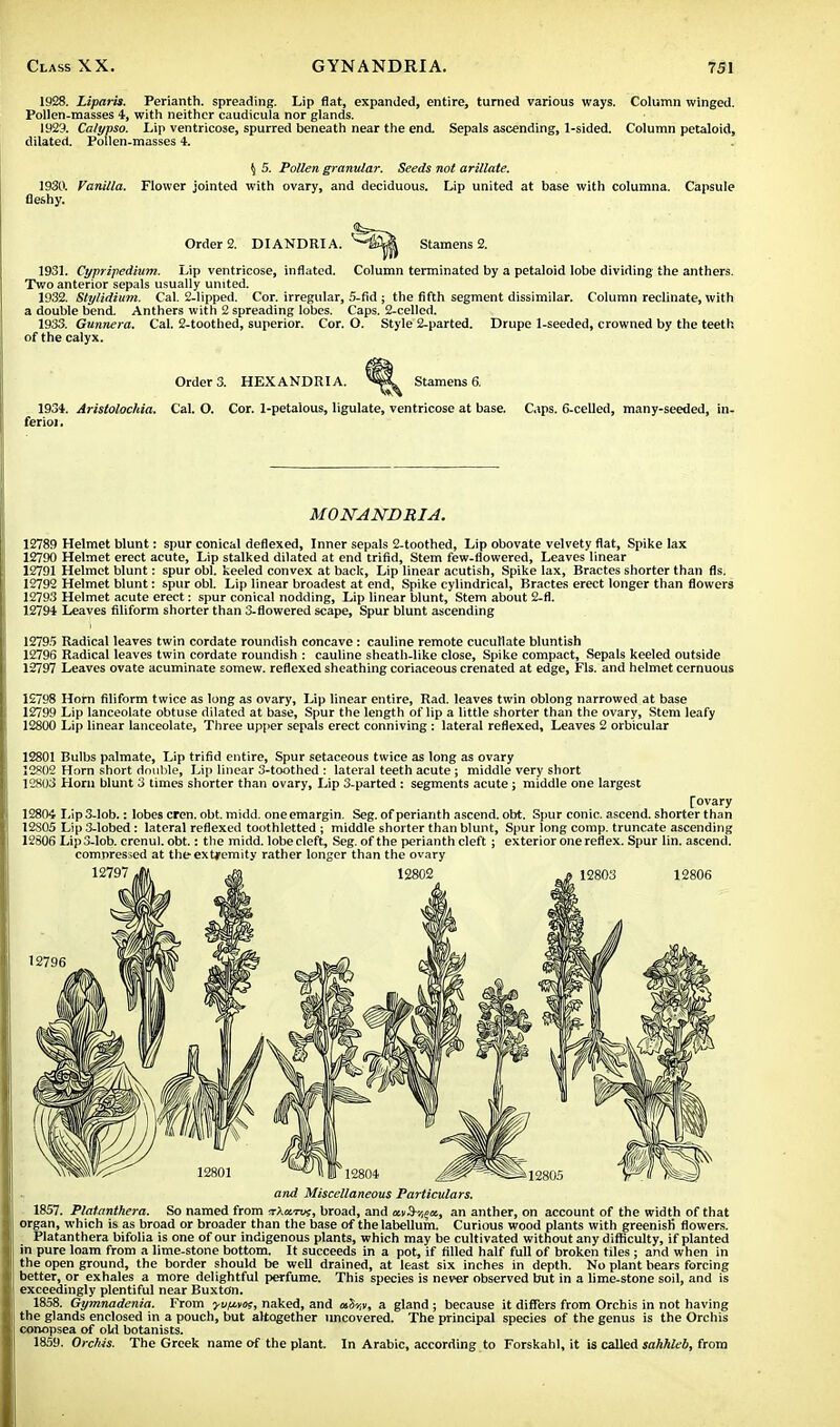 1928. Liparis. Perianth, spreading. Lip flat, expanded, entire, turned various ways. Column winged. Pollen-masses 4, with neither caudicula nor glands. 1929. Calypso. Lip ventricose, spurred beneath near the end. Sepals ascending, 1-sided. Column petaloid, dilated. Pollen-masses 4. $ 5. Pollen granular. Seeds not arillate. 1930. Vanilla. Flower jointed with ovary, and deciduous. Lip united at base with columna. Capsule fleshy. Order 2. DIANDRIA. Stamens 2. 1931. Cypripedium. Up ventricose, inflated. Column terminated by a petaloid lobe dividing the anthers. Two anterior sepals usually united. 1932. Stylidium. Cal. 2-lipped. Cor. irregular, 5-fid ; the fifth segment dissimilar. Column reclinate, with a double bend. Anthers with 2 spreading lobes. Caps. 2-celled. 1933. Gunnera. Cal. 2-toothed, superior. Cor. O. Style 2-parted. Drupe 1-seeded, crowned by the teeth of the calyx. Orders. HEXANDRI A. Stamens 6. 1931. Aristolochia. Cal. O. Cor. 1-petalous, ligulate, ventricose at base. Caps. 6-celled, many-seeded, in- ferioi. MONANDRIA. 12789 Helmet blunt: spur conical deflexed, Inner sepals 2-toothed, Lip obovate velvety flat, Spike lax 12790 Helmet erect acute, Lip stalked dilated at end trifid, Stem few-flowered, Leaves linear 12791 Helmet blunt: spur obi. keeled convex at back, Lip linear acutish, Spike lax, Bractes shorter than fls. 12792 Helmet blunt: spur obi. Lip linear broadest at end, Spike cylindrical, Bractes erect longer than flowers 12793 Helmet acute erect: spur conical nodding, Lip linear blunt, Stem about 2-fl. 12794 Leaves filiform shorter than 3-flowered scape, Spur blunt ascending 1279/) Radical leaves twin cordate roundish concave: cauline remote cucutlate bluntish 12796 Radical leaves twin cordate roundish : cauline sheath-like close, Spike compact, Sepals keeled outside 12797 Leaves ovate acuminate somew. reflexed sheathing coriaceous crenated at edge, Fls. and helmet cernuous 12798 Horn filiform twice as long as ovary, Lip linear entire, Rad. leaves twin oblong narrowed at base 12799 Lip lanceolate obtuse dilated at base, Spur the length of lip a little shorter than the ovary, Stem leafy 12800 Lip linear lanceolate, Three upper sepals erect conniving : lateral reflexed. Leaves 2 orbicular 12801 Bulbs palmate, Lip trifid entire, Spur setaceous twice as long as ovary 12802 Horn short double, Lip linear 3-toothed : lateral teeth acute ; middle very short 12803 Horn blunt 3 times shorter than ovary, Lip 3-parted : segments acute; middle one largest [ovary 12804 Lip3-lob.: lobes cren. obt. midd. oneemargin. Seg. of perianth ascend, obt. Spur conic, ascend, shorter than 12S05 Lip 3-lobed: lateral reflexed toothletted ; middle shorter than blunt, Spur long comp. truncate ascending 12806 Lip 3-lob. crenul. obt.: the midd. lobe cleft, Seg. of the perianth cleft ; exterior one reflex. Spur lin. ascend. compressed at the-extremity rather longer than the ovary 12797 A M 12802 .a 12803 12806 and Miscellaneous Particulars. 1857. Platanthera. So named from tAktuj, broad, and owS-^ot, an anther, on account of the width of that organ, which is as broad or broader than the base of thelabellum. Curious wood plants with greenisli flowers. Platanthera bifolia is one of our indigenous plants, which may be cultivated without any difficulty, if planted in pure loam from a lime-stone bottom. It succeeds in a pot, if filled half full of broken tiles; and when in the open ground, the border should be well drained, at least six inches in depth. No plant bears forcing better, or exhales a more delightful perfume. This species is never observed but in a lime-stone soil, and is exceedingly plentiful near Buxton. 1858. Gymnadenia. From yv/j-vo;, naked, and a$v,v, a gland ; because it differs from Orchis in not having the glands enclosed in a pouch, but altogether uncovered. The principal species of the genus is the Orchis conopsea of old botanists. 1859. Orchis. The Greek name of the plant. In Arabic, according to Forskahl, it is called sahhleb, from