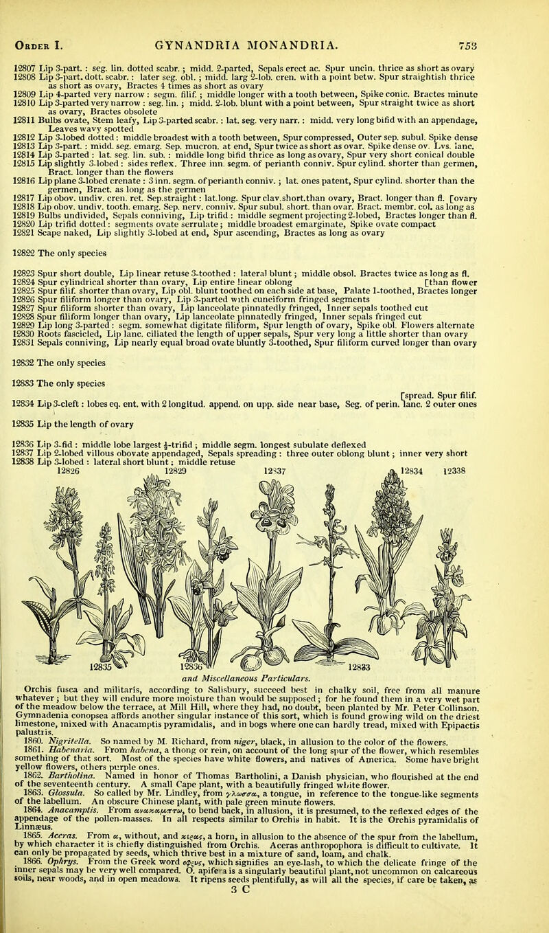 12807 Lip 3-part. : scg. lin. dotted scabr.; midd. 2-parted, Sepals erect ae. Spur uncin. thrice as short as ovary 12808 Lip 3-part. dott. scabr. : later seg. obi. ; midd. larg 2-lob. cren. with a point betw. Spur straightish thrice as short as ovary, Bractes 4 times as short as ovary 12809 Lip 4-parted very narrow : segm. filif. ; middle longer with a tooth between, Spike conic. Bractes minute 12810 Lip 3-parted very narrow : seg. lin. ; midd. 2-lob. blunt with a point between, Spur straight twice as short as ovary, Bractes obsolete 12811 Bulbs ovate, Stem leafy, Lip 3-parted scabr.: lat. seg. very narr.: midd. very long bifid w ith an appendage, Leaves wavy spotted 12812 Lip 3-lobed dotted: middle broadest with a tooth between, Spur compressed, Outer sep. subul. Spike dense 12813 Lip 3-part. : midd. seg. emarg. Sep. mucron. at end, Spur twice as short as ovar. Spike dense ov. Lvs. lane. 12814 Lip 3-parted : lat. seg. lin. sub. : middle long bifid thrice as long as ovary, Spur very short conical double 12815 Lip slightly 3-lobed: sides reflex. Three inn. segm. of perianth conniv. Spur cylind. shorter than germen, Bract, longer than the flowers 12816 Lip plane 3-lobed crenate : 3 inn. segm. of perianth conniv.; lat. ones patent, Spur cylind. shorter than the germen, Bract, as long as the germen 12817 Lipobov. undiv. cren. ret. Sep.straight: lat.long. Spurclav.short.than ovary, Bract, longer than fl. [ovary 12818 Lip obov. undiv. tooth, emarg. Sep. nerv. conniv. Spur subul. short, than ovar. Bract, membr. col. as long as 12819 Bulbs undivided, Sepals conniving, Lip trifid : middle segment projecting 2-lobed, Bractes longer than fl. 12820 Lip trifid dotted : segments ovate serrulate; middle broadest emarginate, Spike ovate compact 12821 Scape naked, Lip slightly 3-lobed at end, Spur ascending, Bractes as long as ovary 12822 The only species 12823 Spur short double, Lip linear retuse 3-toothed : lateral blunt; middle obsol. Bractes twice as long as fl. 12824 Spur cylindrical snorter than ovary, Lip entire linear oblong [than flower 12825 Spur filif. shorter than ovary, Lip obi. blunt toothed on each side at base, Palate 1-toothed, Bractes longer 12826 Spur filiform longer than ovary, Lip 3-parted with cuneiform fringed segments 12827 Spur filiform shorter than ovary, Lip lanceolate pinnatedly fringed, Inner sepals toothed cut 12828 Spur filiform longer than ovary, Lip lanceolate pinnatedly fringed, Inner sepals fringed cut 12829 Lip long 3-parted : segm. somewhat digitate filiform, Spur length of ovary, Spike obi. Flowers alternate 12830 Roots fascicled, Lip lane, ciliated the length of upper sepals, Spur very long a little shorter than ovary 12831 Sepals conniving, Lip nearly equal broad ovate bluntly 3-toothed, Spur filiform curvet! longer than ovary 12832 The only species 128S3 The only species [spread. Spur filif. 12834 Lip 3-cleft: lobes eq. ent. with 2 longltud. append, on upp. side near base, Seg. of perin. lane. 2 outer ones 12835 Lip the length of ovary 12836 Lip 3-fid : middle lobe largest §-trifid ; middle segm. longest subulate deflexed 12837 Lip 2-lobed villous obovate appendaged, Sepals spreading : three outer oblong blunt; inner very short 12838 Lip 3-lobed : lateral short blunt: middle retuse and Miscellaneous Particulars. Orchis fusca and militaris, according to Salisbury, succeed best in chalky soil, free from all manure whatever; but they will endure more moisture than would be supposed; for he found them in a very wet part of the meadow below the terrace, at Mill Hill, where they had, no doubt, been planted by Mr. Peter Collinson. Gymnadenia conopsea affords another singular instance of this sort, which is found growing wild on the driest limestone, mixed with Anacamptis pyramidalis, and in bogs where one can hardly tread, mixed with Epipactis palustiis. 1860. Nigrifella. So named by M. Richard, from niger, black, in allusion to the color of the flowers. 1861. Habenaria. From habena, a thong or rein, on account of the long spur of the flower, which resembles something of that sort. Most of the species have white flowers, and natives of America. Some have bright yellow flowers, others purple ones. 1862. Bartholina. Named in honor of Thomas Bartholini, a Danish physician, who flourished at the end of the seventeenth century. A small Cape plant, with a beautifully fringed white flower. 1863. Glossula. So called by Mr. Lindley, from y\utr<m, a tongue, in reference to the tongue-like segments of the labellum. An obscure Chinese plant, with pale green minute flowers. 1864. Anacamptis. From avaxaftrrai, to bend back, in allusion, it is presumed, to the reflexed edges of the appendage of the pollen-masses. In all respects similar to Orchis in habit. It is the Orchis pyramidalis of Linn.TUS. 1865. Accras. From a, without, and xtea.;, a horn, in allusion to the absence of the spur from the labellum, by which character it is chiefly distinguished from Orchis. Aceras anthropophora is difficult to cultivate. It can only be propagated by seeds, which thrive best in a mixture of sand, loam, and chalk. 1866. Opkrys. Yrom the Greek word Metis, which signifies an eye-lash, to which the delicate fringe of the inner sepals may be very well compared. O. apife'a is a singularly beautiful plant, not uncommon on calcareous soils, near woods, and in open meadows. It ripens seeds plentifully, as will all the species, if care be taken, as 3 C