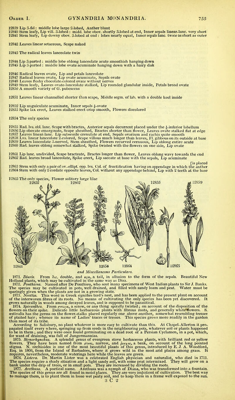 12839 Lip 3-fid: middle lobe large 2-lobed, Anther blunt 12840 Stem leafy, Lip vill. 3-lobed : midd. lobe obov. shortly 3-lobed at end, Inner sepals linear-lanc. very short 12841 Stem leafy, Lip downy obov. 3-lobed at end : lobes nearly equal, Inner sepals lane, twice as short as outer 12842 Leaves linear setaceous, Scape naked 12843 The radical leaves lanceolate twin 12844 Lip 3-parted : middle lobe oblong lanceolate acute smoothish hanging down 12845 Lip 3-parted : middle lobe ovate acuminate hanging down with a hairy disk 12846 Radical leaves ovate, Lip and petals lanceolate 12847 Radical leaves ovate, Lip ovate acuminate, Sepals ovate 12848 Leaves fleshy chocolate-colored ovate without nerves 12849 Stem leafy, Leaves ovate-lanceolate stalked, Lip rounded glandular inside, Petals broad ovate 12850 A smooth variety of G. pubescens 12851 Leaves linear channelled shorter than scape, Middle segm. of lab. with a double keel inside 12852 Lip unguiculate acuminate, Inner sepals £-ovate 12853 Spike lax erect, Leaves stalked erect crisp smooth, Flowers discolored 12854 The only species 12855 Rad. lvs. obi. lane. Scape with bractes, Anterior sepals decurrent placed under the |-inferior labellum 12856 Lip obovate emarginate, Scape sheathed, Bractes shorter than flower, Leaves ovate stalked flat at edge 12857 Leaves linear-lanc. Lip subsessile crenulate at end, Sepals ovarium and rachis quite smooth 12858 Lvs. linear lanceolate 2-colored, Scape villous much longer than leaves, Fl. gibbous on its outside at base 12859 Leaves lanceolate 3-nerved, Stem sheathed, Flowers recurved cernuous, Lip oblong entire acute 12860 Rad. leaves oblong somewhat stalked, Spike twisted with the flowers on one side, Lip ovate 12861 Lip lane, undivided, Scape bracteate, Bractes longer than flower, Leaves oblong wavy towards the end 12862 Rad. leaves broad lanceolate, Spike erect, Lip saccate at base with the sepals, Lip acuminate Tis placed 12863 Stem with only a pair of ov.-ellipt. opp. lvs. Col. of fructification having an appendage in which the anther 12864 Stem with only 2 cordate opposite leaves, Col. without any appendage behind, Lip with 2 teeth at the base 12865 The only species, Flower solitary large lilac and Miscellaneous Particulars. 1871. Diuris. From Sis, double, and uqa, a tail, in allusion to the form of the sepals. Beautiful New Holland plants, which may be cultivated in the same way as Disa. 1872. Ponthieva. Named after De Ponthieu, who sent many specimens of West Indian plants to Sir J. Banks. The species may be cultivated in pots, well drained, and filled with sandy loam and peat. Water must be sparingly given when the plants are not in a growing state. 1873. Neottia. This word in Greek signifies bird's nest, and has been applied to the present plant on account of the interwoven fibres of its roots. No means of cultivating the only species has been yet discovered. It grows naturally in woods among decayed leaves, and is supposed to be parasitical. 1874. Spiranthes. From <r<r£i;a, a screw, or any thing spirally twisted; on account of the disposition of the flowers on their spike. Delicate little herbaceous plants with fibrous roots, and generally white^flowers. S. aestivalis has the germs on the flower-stalks placed regularly one above another, somewhat resembling tresses of plaited hair; whence its name of Ladies' traces or tresses. This species grows more readily in the garden than most of its tribe. According to Salisbury, no plant whatever is more easy to cultivate than this. At Chapel-Allerton it pro- pagated itself every where, springing up from seeds in the neighbouring pots, whatever soil or plants happened to be in them ; and they were once found germinating on a dead root of a Persian Cyclamen, in a pot, which, for want of draining, was full of Jungermannias. 1875. Stenorhynchus. A splendid genus of evergreen stove herbaceous plants, with brilliant red or yellow flowers. They have been named from s-zvos, narrow, and pw%os, a beak, on account of the long pointed stigma. N. orchioides is one of the most beautiful plants of this genus, introduced by E J. A. Woodford, Esq. in 1806, from the Island of Barbadoes, where it grows wild in the most arid places among grass. It requires, nevertheless, moderate waterings here while the leaves are green. 1876. Listera. Dr. Martin Lister was a celebrated English physician and naturalist, who died in 1711. The species require a shady situation and a light sandy soil, with some peat intermixed. They will grow on a bank under the drip of trees, or in small pots. They are increased by dividing the roots. 1877. Arethusa. A poetical name. Arethusa was a nymph of Diana, who was transformed into a fountain. The species of this genus are all found in moist places. They are very impatient of cultivation. The best way to manage them, is to plant them in loose wet peaty soil, and to keep them in a frame well exposed to the sun. 3 C 2