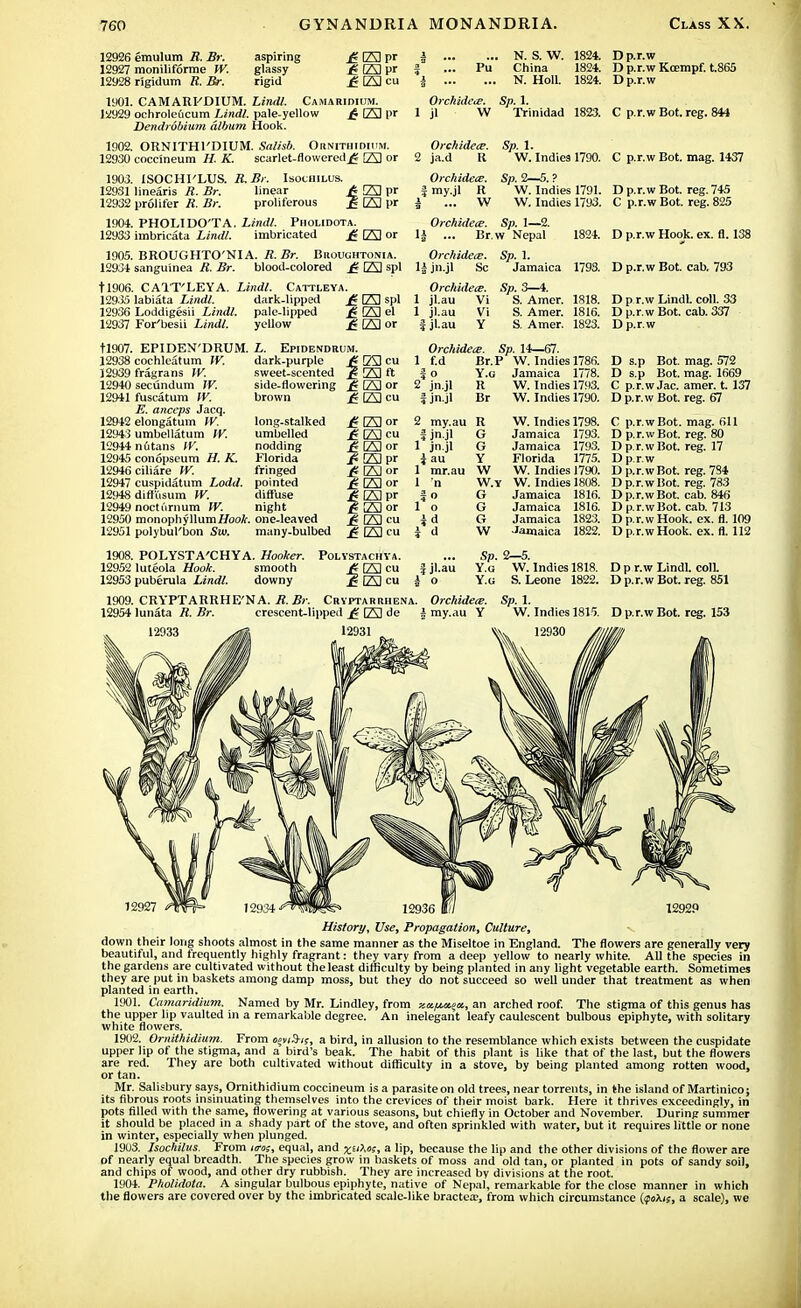 12926 emulum R. Br. aspiring £ 23 pr 12927 moniliforme W. glassy £ 23 pr 12928 rigidum R. Br. rigid £ 23 cu 1901. CAMARFDIUM. Lindl. Camarioium. 12929 ochrole6cum Lindl. pale-yellow £ 23 pr Dendrobium album. Hook. 1902. ORNITHl'DIUM. Salisb. Ornithidium. 12930 coccineum H. K. scarlet-flowered^ 23 or 1903. ISOCHI'LUS. K Br. Isochilus. 12931 linearis R. Br. linear £ 23 pr 12932 profiler R. Br. proliferous £ [23 pr 1904. PHOLIUO'TA. Lindl. Pholidota. 12933 imbricata Lindl. imbricated £ [23 or 1905. BROUGHTO'NIA. R.Br. Broughtonia. 12934 sanguinea R. Br. blood-colored £ [23 spl tl906. C ATT'LEYA. Lindl. Cattleya. 129 3.) labiata Lindl. dark-lipped £ [23 spl 12931) Loddigesii Lindl. pale-lipped £ [23 el 12937 For'besii Limit. yellow £ [23 or | N. S. W. 1824. | ... Pu China 1824. i N. Holl. 1824. Orchidcce. Sp. 1. 1 jl W Trinidad 1823. D p.r.w D p.r.w Kcempf. t.865 D p.r.w C p.r.w Bot. reg. 844 tl907. EPIDEN'DRUM. 12938 cochleatum W. 12939 fragrans W. 12940 secundum W. 12941 fuscatum W. E. anceps Jacq. 12942 elongatum W. 12943 umbellatum W. 12944 nutans W. 12945 conopseum H. K. 12946 ciliare W. 12947 cuspidatum Lodd. 12948 diffusum W. 12949 nocturnum W. 12950 monophyllum/fooA-. 12951 polybul'bon Sui. L. Epidendrum. dark-purple £ 23 cu sweet-scented £ 23 ft side-flowering £ 23 or brown £ 23 cu Orchidcce. Sp. 1. 2 ja.d R W. Indies 1790. Orchidcce. Sp. 2—5. ? J my.jl R W. Indies 1791. i ... W W. Indies 1793. Orchidece. Sp. 1—2. 1| ... Br.w Nepal 1824. Orchidece. Sp. 1. 1| jn.jl Sc Jamaica 1793. Orchidece. Sp. 3—4. 1 jl.au Vi S. Amcr. 1818. 1 jl.au Vi S. Amer. 1816. | jl.au Y S. Amer. 1823. Orchidece. Sp. 14—67. 1 f.d Br.P W. Indies 1786. f o Y.g Jamaica 1778. 2 jn.jl R W. Indies 1793. J jn.jl Br W. Indies 1790. C p.r.w Bot. mag. 1437 D p.r.w Bot. reg. 745 C p.r.w Bot. reg. 825 D p.r.w Hook. ex. fl. 138 D p.r.w Bot. cab, 793 D p r.w Lindl. coll. 33 D p.r.w Bot. cab. 337 D p.r.w D s.p Bot. mag. 572 D s.p Bot. mag. 1669 C p.r.w Jac. amer. t. 137 D p.r.w Bot. reg. 67 my.au R jn.jl G jn.jl G au Y mr.au W 1908. POLYSTA'CHYA. Honker. 12952 luleola Hook. smooth 12953 puberula Lindl. downy POLYSTACHYA. J23 cu 23 cu i 1909. CRYPTARRHE'NA. R.Br. Cryptarrhena 12954 lunata R. Br. crescent-lipped £ 23 de 12931 ■ I jl.au W. Indies 1798. Jamaica 1793. Jamaica 1793. Florida 1775. W. Indies 1790. W.y W. Indies 1808. G Jamaica 1816. G Jamaica 1816. G Jamaica 1823. W Jamaica 1822. Sp. 2—5. Y.g W. Indies 1818. Y.g S. Leone 1822. C p.r. D p.r. Dp.r. Dp.r. D p.r. Dp.r. Dp.r. Dp.r. Dp.r. Dp.r. . reg. 67 wBot. mag. 611 w Bot. reg. 80 wBot. reg. 17 w wBot. reg. 7S4 wBot. reg. 783 wBot. cab. 846 wBot. cab. 713 w Hook. ex. fl. 109 wHook. ex. fl. 112 Orchidece. my.au Y Sp. 1. W. Indies 1815. D p r.w Lindl. colL D p.r.w Bot. reg. 851 D p.r.w Bot. reg. 153 12927 1292P History, Use, Propagation, Culture, down their long shoots almost in the same manner as the Miseltoe in England. The flowers are generally very beautiful, and frequently highly fragrant: they vary from a deep yellow to nearly white. All the species in the gardens are cultivated without the least difficulty by being planted in any light vegetable earth. Sometimes they are put in baskets among damp moss, but they do not succeed so well under that treatment as when planted in earth. 1901. Camaridium. Named by Mr. Lindley, from za/*jt?«, an arched roof. The stigma of this genus has the upper lip vaulted in a remarkable degree. An inelegant leafy caulescent bulbous epiphyte, with solitary white flowers. 1902. Ornithidium. From eev/S-i;, a bird, in allusion to the resemblance which exists between the cuspidate upper lip of the stigma, and a bird's beak. The habit of this plant is like that of the last, but the flowers are red. They are both cultivated without difficulty in a stove, by being planted among rotten wood, or tan. Mr. Salisbury says, Ornithidium coccineum is a parasite on old trees, near torrents, in the island of Martinico; its fibrous roots insinuating themselves into the crevices of their moist bark. Here it thrives exceedingly, in pots filled with the same, flowering at various seasons, but chiefly in October and November. During summer it should be placed in a shady part of the stove, and often sprinkled with water, but it requires little or none in winter, especially when plunged. 1903. Isochilus. From ims, equal, and xu?,ot, a lip, because the lip and the other divisions of the flower are of nearly equal breadth. The species grow in baskets of moss and old tan, or planted in pots of sandy soil, and chips of wood, and other dry rubbish. They are increased by divisions at the root. 1904. Pholidota. A singular bulbous epiphyte, native of Nepal, remarkable for the close manner in which the flowers are covered over by the imbricated scale-like bractea-, from which circumstance {(ftXis, a scale), we