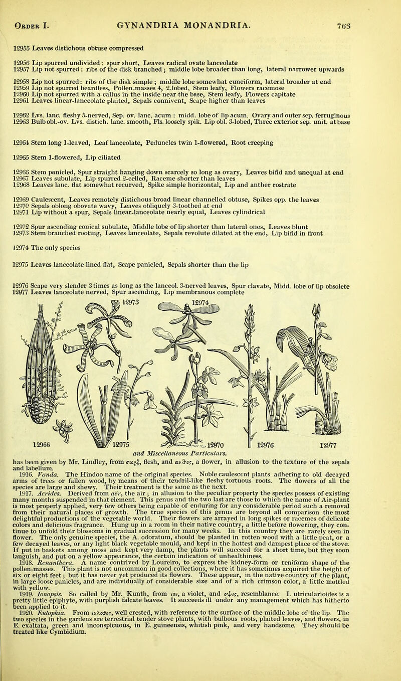 12955 Leaves distichous obtuse compressed 12956 Lip spurred undivided -. spur short, Leaves radical ovate lanceolate 12957 Lip not spurred : ribs of the disk branched; middle lobe broader than long, lateral narrower upwards 12958 Lip not spurred: ribs of the disk simple ; middle lobe somewhat cuneiform, lateral broader at end 12959 Lip not spurred beardless, Pollen-masses 4, 2-lobed, Stem leafy, Flowers racemose 12960 Lip not spurred with a callus in the inside near the base, Stem leafy, Flowers capitate 12961 Leaves linear-lanceolate plaited, Sepals connivent, Scape higher than leaves 12962 Lvs. lane, fleshy 5-nerved, Sep. ov. lane, acum : midd. lobe of lip acum. Ovary and outer sop. ferruginous 12963 Bulb obl.-ov. Lvs. distich, lane, smooth, Fls. loosely spik. Lip obi. 3-lobed, Three exterior sep. unit, at base 12964 Stem long 1-leaved, Leaf lanceolate, Peduncles twin 1-flowered, Root creeping 12965 Stem 1-flowered, Lip ciliated 12966 Stem panicled, Spur straight hanging down scarcely so long as ovary, Leaves bifid and unequal at end 12967 Leaves subulate, Lip spurred 2-celled, Raceme shorter than leaves 12968 Leaves lane, flat somewhat recurved, Spike simple horizontal, Lip and anther rostrate 12969 Caulescent, Leaves remotely distichous broad linear channelled obtuse, Spikes opp. the leaves 12970 Sepals oblong obovate wavy, Leaves obliquely 3-toothed at end 12971 Lip without a spur, Sepals linear-lanceolate nearly equal, Leaves cylindrical 12972 Spur ascending conical subulate, Middle lobe of lip shorter than lateral ones, Leaves blunt J2973 Stem branched rooting, Leaves lanceolate, Sepals revolute dilated at the end, Lip bifid in front 12974 The only species 12975 Leaves lanceolate lined flat, Scape panicled, Sepals shorter than the lip 12976 Scape very slender 3 times as long as the lanceol. 3-nerved leaves, Spur clavate, Midd. lobe of lip obsolete 12977 Leaves lanceolate nerved, Spur ascending, Lip membranous complete and Miscellaneous Particulars. has been given by Mr. Lindley, from <ru%!-, flesh, and avS-oj, a flower, in allusion to the texture of the sepals and labellum. 1916. Vanda. The Hindoo name of the original species. Noble caulescent plants adhering to old decayed arms of trees or fallen wood, by means of their tendril-like fleshy tortuous roots. The flowers of all the species are large and shewy. Their treatment is the same as the next. 1917. Aerides. Derived from aer, the air ; in allusion to the peculiar property the species possess of existing many months suspended in that element. This genus and the two last are those to which the name of Air-plant is most properly applied, very few others being capable of enduring for any considerable period such a removal from their natural places of growth. The true species of this genus are beyond all comparison the most delightful productions of the vegetable world. Their flowers are arrayed in long spikes or racemes of delicate colors and delicious fragrance. Hung up in a room in their native country, a little before flowering, they con- tinue to unfold their blossoms in gradual succession for many weeks. In this country they are rarely seen in flower. The only genuine species, the A. odoratum, should be planted in rotten wood with a little peat, or a few decayed leaves, or any light black vegetable mould, and kept in the hottest and dampest place of the stove. If put in baskets among moss and kept very damp, the plants will succeed for a short time, but they soon languish, and put on a yellow appearance, the certain indication of unhealthiness. 1918. Renanthera. A name contrived by Loureiro, to express the kidney-form or reniform shape of the pollen-masses. This plant is not uncommon in good collections, where it has sometimes acquired the height of six or eight feet; but it has never yet produced its flowers. These appear, in the native country of the plant, in large loose panicles, and are individually of considerable size and of a rich crimson color, a little mottled with yellow. 1919. Ionopsis. So called by Mr. Kunth, from m, a violet, and oif/if, resemblance. I. utricularioides is a pretty little epiphyte, with purplish falcate leaves. It succeeds ill under any management which has hitherto been applied to it. 1920. Eulophia. From ivXofos, well crested, with reference to the surface of the middle lobe of the lip The two species in the gardens are terrestrial tender stove plants, with bulbous roots, plaited leaves, and flowers, in E. exaltata, green and inconspicuous, in E. guineensis, whitish pink, and very handsome. They should be treated like Cymbidium.