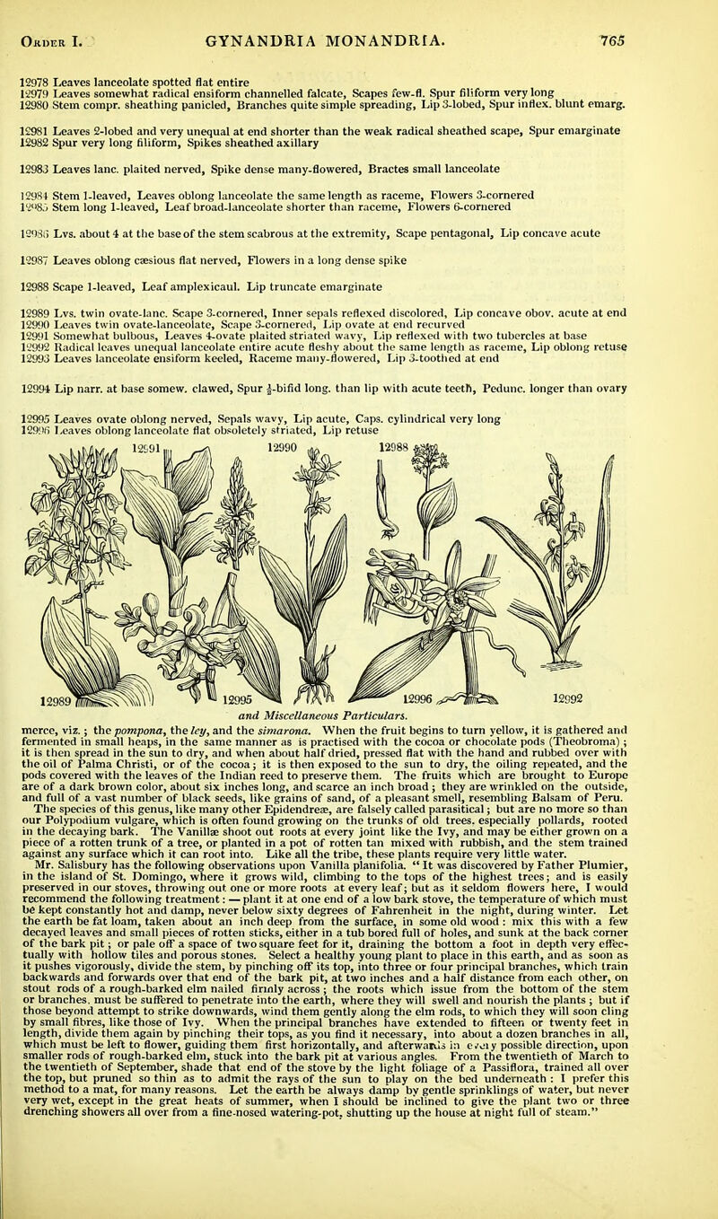 12978 Leaves lanceolate spotted flat entire 12979 Leaves somewhat radical ensiform channelled falcate, Scapes few-fl. Spur filiform very long 12980 Stem compr. sheathing panicled, Branches quite simple spreading, Lip 3-lobed, Spur influx, blunt emarg. 12981 Leaves 2-lobed and very unequal at end shorter than the weak radical sheathed scape, Spur emarginate 12982 Spur very long filiform, Spikes sheathed axillary 12983 Leaves lane, plaited nerved, Spike dense many-flowered, Bractes small lanceolate 12984 Stem 1-leaved, Leaves oblong lanceolate the same length as raceme, Flowers 3-cornered 12985 Stem long 1-leaved, Leaf broad-lanceolate shorter than raceme, Flowers 6-cornered 1203;) Lvs. about 4 at the base of the stem scabrous at the extremity, Scape pentagonal, Lip concave acute 12987 Leaves oblong csesious flat nerved, Flowers in a long dense spike 12988 Scape 1-leaved, Leaf amplexicaul. Lip truncate emarginate 12989 Lvs. twin ovate-lanc. Scape 3-cornered, Inner sepals reflexed discolored. Lip concave obov. acute at end 12990 Leaves twin ovate-lanceolate, Scape 3-cornered, Lip ovate at end recurved 12991 Somewhat bulbous, Leaves 4-ovate plaited striated wavy, Lip reflexed with two tubercles at base 12992 Radical leaves unequal lanceolate entire acute fleshy about the same length as raceme, Lip oblong retuse 12993 Leaves lanceolate ensiform keeled, Raceme many-flowered, Lip 3-toothed at end 12994 Lip narr. at base somew. clawed, Spur i-bifid long, than lip with acute teeth, Pedunc. longer than ovary 12995 Leaves ovate oblong nerved, Sepals wavy, Lip acute, Caps, cylindrical very long 1299R Leaves oblong lanceolate flat obsoletely striated, Lip retuse and Miscellaneous Particulars. morce, viz.; the pompona, the ley, and the simarona. When the fruit begins to turn yellow, it is gathered and fermented in small heaps, in the same manner as is practised with the cocoa or chocolate pods (Theobroma); it is then spread in the sun to dry, and when about half dried, pressed flat with the hand and rubbed over with the oil of Palma Christi, or of the cocoa; it is then exposed to the sun to dry, the oiling repeated, and the pods covered with the leaves of the Indian reed to preserve them. The fruits which are brought to Europe are of a dark brown color, about six inches long, and scarce an inch broad ; they are wrinkled on the outside, and full of a vast number of black seeds, like grains of sand, of a pleasant smell, resembling Balsam of Peru. The species of this genus, like many other Epidendreee, are falsely called parasitical; but are no more so than our Polypodium vulgare, which is often found growing on the trunks of old trees, especially pollards, rooted in the decaying bark. The Vanillae shoot out roots at every joint like the Ivy, and may be either grown on a piece of a rotten trunk of a tree, or planted in a pot of rotten tan mixed with rubbish, and the stem trained against any surface which it can root into. Like all the tribe, these plants require very little water. Mr. Salisbury has the following observations upon Vanilla plain folia.  It was discovered by Father Plumier, in the island of St. Domingo, where it grows wild, climbing to the tops of the highest trees; and is easily preserved in our stoves, throwing out one or more roots at every leaf; but as it seldom flowers here, I would recommend the following treatment: —plant it at one end of a low bark stove, the temperature of which must be kept constantly hot and damp, never below sixty degrees of Fahrenheit in the night, during winter. Let the earth be fat loam, taken about an inch deep from the surface, in some old wood : mix this with a few decayed leaves and small pieces of rotten sticks, either in a tub bored full of holes, and sunk at the back corner of the bark pit; or pale off a space of two square feet for it, draining the bottom a foot in depth very effec- tually with hollow tiles and porous stones. Select a healthy young plant to place in this earth, and as soon as it pushes vigorously, divide the stem, by pinching off its top, into three or four principal branches, which train backwards and forwards over that end of the bark pit, at two inches and a half distance from each other, on stout rods of a rough-barked elm nailed firmly across ; the roots which issue from the bottom of the stem or branches, must be suffered to penetrate into the earth, where they will swell and nourish the plants; but if those beyond attempt to strike downwards, wind them gently along the elm rods, to which they will soon cling by small fibres, like those of Ivy. When the principal branches have extended to fifteen or twenty feet in length, divide them again by pinching their tops, as you find it necessary, into about a dozen branches in all, which must be left to flower, guiding them first horizontally, and afterwarUs in ceiy possible direction, upon smaller rods of rough-barked elm, stuck into the bark pit at various angles. From the twentieth of March to the twentieth of September, shade that end of the stove by the light foliage of a Passiflora, trained all over the top, but pruned so thin as to admit the rays of the sun to play on the bed underneath : I prefer this method to a mat, for many reasons. Let the earth be always damp by gentle sprinklings of water, but never very wet, except in the great heats of summer, when I should be inclined to give the plant two or three drenching showers all over from a fine-nosed watering-pot. shutting up the house at night full of steam.