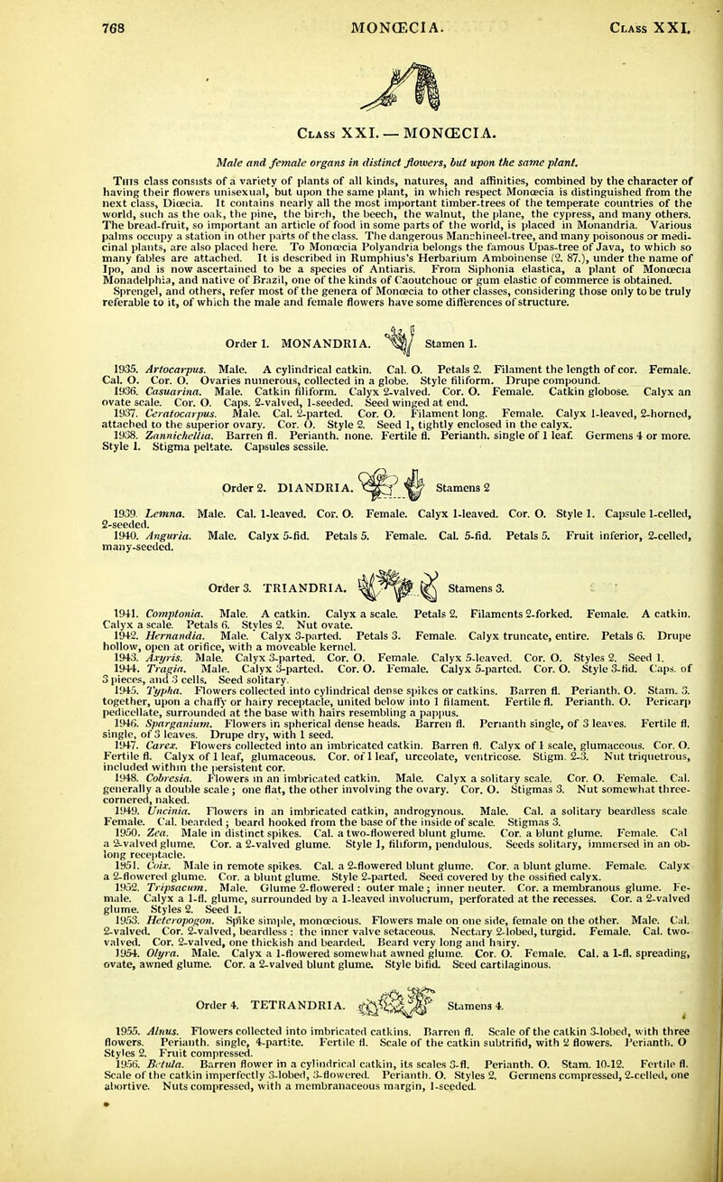 Class XXI. — MONCECI A. Male and female organs in distinct flowers, but upon the same plant. This class consists of a variety of plants of all kinds, natures, and affinities, combined by tlie character of having their flowers unisexual, but upon the same plant, in which respect Monoecia is distinguished from the next class, Dicecia. It contains nearly all the most important timber-trees of the temperate countries of the world, such as the oak, the pine, the birch, the beech, the walnut, the plane, the cypress, and many others. The bread-fruit, so important an article of food in some parts of the world, is placed in Monandria. Various palms occupy a station in other parts of the class. The dangerous Manchineel-tree, and many poisonous or medi- cinal plants, are also placed here. To Monoecia Polyandria belongs the famous Upas-tree of Java, to which so many fables are attached. It is described in Rumphius's Herbarium Amboinense (2. 87.), under the name of Ipo, and is now ascertained to be a species of Antiaris. From Siphonia elastica, a plant of Monoecia Monadelphia, and native of Brazil, one of the kinds of Caoutchouc or gum clastic of commerce is obtained. Sprengel, and others, refer most of the genera of Monoecia to other classes, considering those only to be truly referable to it, of which the male and female flowers have some differences of structure. Order 1. MONANDRIA. Stamen 1. 1935. Artocarpus. Male. A cylindrical catkin. Cal. O. Petals 2. Filament the length of cor. Female. Cal. O. Cor. O. Ovaries numerous, collected in a globe. Style filiform. Drupe compound. 1936. Casuarina. Male. Catkin filiform. Calyx 2-valved. Cor. O. Female. Catkin globose. Calyx an ovate scale. Cor. O. Caps. 2-valved, 1-seeded. Seed winged at end. 1937. Ceratocarpus. Male. Cal. 2-parted. Cor. O. Filament long. Female. Calyx 1-leavcd, 2-horned, attached to the superior ovary. Cor. O. Style 2. Seed 1, tightly enclosed in the calyx. 1938. Zannichellia. Barren fl. Perianth, none. Fertile fl. Perianth, single of 1 leaf. Germens 4 or more. Style 1. Stigma peltate. Capsules sessile. Order 2. D1ANDRIA. Stamens 2 1939. Lemna. Male. Cal. 1-leaved. Cor. O. Female. Calyx 1-leaved. Cor. O. Style 1. Capsule 1-cellcd, 2-seeded. 1940. Angaria. Male. Calyx 5-fid. Petals 5. Female. Cal. 5-fid. Petals 5. Fruit inferior, 2-celled, many-seeded. Order 3. TRIANDRI A. Stamens 3. 1941. Comptonia. Male. A catkin. Calyx a scale. Petals 2. Filaments 2-forked. Female. A catkin. Calyx a scale. Petals 6. Styles 2. Nut ovate. 1942. Hernandia. Male. Calyx 3-parted. Petals 3. Female. Calyx truncate, entire. Petals 6. Drupe hollow, open at orifice, with a moveable kernel. 1943. Axyris. Male. Calyx 3-parted. Cor. O. Female. Calyx 5-leaved. Cor. O. Styles 2. Seed 1. 1944. Tragia. Male. Calyx 3-parted. Cor. O. Female. Calyx 5-parted. Cor. O. Style 3-fid. Caps, of 3 pieces, and 3 cells. Seed solitary. 1945. Typha. Flowers collected into cylindrical dense spikes or catkins. Barren fl. Perianth. O. Stam. together, upon a chaffy or hairy receptacle, united below into 1 filament. Fertile fl. Perianth. O. Pericarp pedicellate, surrounded at the base with hairs resembling a pappus. 1946. Sparganium. Flowers in spherical dense heads. Barren fl. Perianth single, of 3 leaves. Fertile fl. single, of 3 leaves. Drupe dry, with 1 seed. 1947. Caret. Flowers collected into an imbricated catkin. Barren fl. Calyx of 1 scale, glumaceous. Cor. O. Fertile fl. Calyx of 1 leaf, glumaceous. Cor. oil leaf, urceolate, ventricose. Stigm. 2-3. Nut triquetrous, included within the persistent cor. 1948. Cobresia. Flowers in an imbricated catkin. Male. Calyx a solitary scale. Cor. O. Female. Cal. generally a double scale; one flat, the other involving the ovary. Cor. O. Stigmas 3. Nut somewhat three- cornered, naked. 1949. Uncinia. Flowers in an imbricated catkin, androgynous. Male. Cal. a solitary beardless scale Female. Cal. bearded ; beard hooked from the base of the inside of scale. Stigmas 3. 1950. Zea. Male in distinct spikes. Cal. a two-flowered blunt glume. Cor. a blunt glume. Female. Cal a 2-valved glume. Cor. a 2-valved glume. Style 1, filiform, pendulous. Seeds solitary, immersed in an ob- long receptacle. 1951. Coix. Male in remote spikes. Cal. a 2-flowered blunt glume. Cor. a blunt glume. Female. Calyx a 2-flowered glume. Cor. a blunt glume. Style 2-parted. Seed covered by the ossified calyx. 1952. Tripsacum. Male. Glume 2-flowered : outer male; inner neuter. Cor. a membranous glume. Fe- male. Calyx a 1-fl. glume, surrounded by a l-!eaved involucrum, perforated at the recesses. Cor. a 2-valved glume. Styles 2. Seed 1. 1953. Heteropogon. Spike simple, monoecious. Flowers male on one side, female on the other. Male. Cal. 2-valved. Cor. 2lvalved, beardless : the inner valve setaceous. Nectary 2-lobed, turgid. Female. Cal. two- valved. Cor. 2-valved, one thickish and bearded. Beard very long and hairy. 1954. Olyra. Male. Calyx a 1-flowered somewhat awned glume. Cor. O. Female. Cal. a 1-fl. spreading, ovate, awned glume. Cor. a 2-valved blunt glume. Style bifid. Seed cartilaginous. Order 4. TETRANDRI A. Stamens 4. 1955. Alnus. Flowers collected into imbricated catkins. Barren fl. Scale of the catkin 3-lobed, with three flowers. Perianth, single, 4-partite. Fertile fl. Scale of the catkin subtrifid, with 2 flowers. Perianth. O Styles 2. Fruit compressed. 1956. Bctula. Barren flower in a cylindrical catkin, its scales 3-fl. Perianth. O. Stam. 10-12. Fertile fl. Scale of the catkin imperfectly 3-lobed, 3-flowered. Perianth. O. Styles 2. Germens compressed, 2-celled, one abortive. Nuts compressed, with a membranaceous margin, 1-sceded.