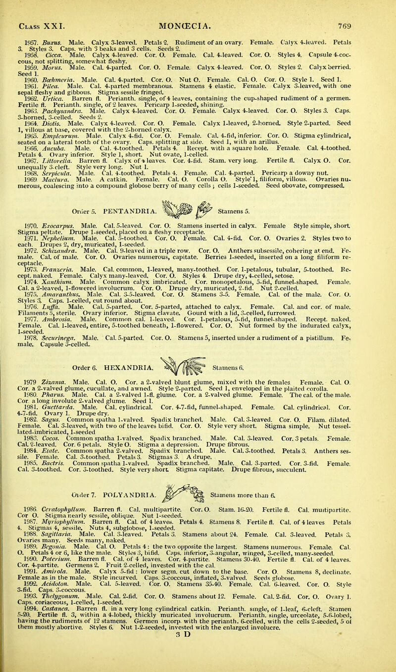 1957. Bums. Male. Calyx 3-leaved. Petals 2. Rudiment of an ovary. Female. Calyx 4-leaved. Petals 3. Styles 3. Caps, with 3 beaks and 3 cells. Seeds 2. 1958. Cicca. Male. Calyx 4-leaved. Cor. O. Female. Cal. 4-leaved. Cor. O. Styles 4. Capsule 4-coc- cous, not splitting, somewhat fleshy. 1959. Mortis. Male. CaL 4-parted. Cor. O. Female. Calyx 4-leaved. Cor. O. Styles 2. Calyx berried. Seed 1. 1960. Bcehmeria. Male. Cal. 4-parted. Cor. O. Nut O. Female. Cal. O. Cor. O. Style 1. Seed 1. 1961. Pilea. Male. Cal. 4-parted membranous. Stamens 4 elastic. Female. Calyx 3-leaved, with one sepal fleshy and gibbous. Stigma sessile fringed. 1962. Urtica. Barren fl. Perianth, single, of 4 leaves, containing the cup-shaped rudiment of a germen. Fertile fl. Perianth, single, of 2 leaves. Pericarp 1-seeded, shining. 1963. Pachysandra. Male. Calyx 4-leaved. Cor. O. Female. Calyx 4-leaved. Cor. O. Styles 3. Caps. 3-horned, 3-celled. Seeds 2. 1964. Diotis. Male. Calyx 4-leaved. Cor. O. Female. Calyx 1-leaved, 2-horned. Style 2-parted. Seed 1, villous at base, covered with the 2-horned calyx. 1965. Empleurupi. Male. Calyx 4-fid. Cor. O. Female. Cal. 4-fid, inferior. Cor. O. Stigma cylindrical, seated on a lateral tooth of the ovary. Caps, splitting at side. Seed 1, with an arillus. 1!(66. Aucuba. Male. Cal. 4-toothed. Petals 4. Recept. with a square hole. Female. Cal. 4-toothed. Petals 4. Ovary inferior. Style 1, short. Nut ovate, 1-celled. 1967. I.Htorella. Barren fl. Calyx of * leaves. Cor. 4-fid. Stam. very long. Fertile fl. Calyx O. Cor. unequally 3-cleft. Style very long. Nut 1. 1968. Serpicula. Male. Cal. 4-toothed. Petals 4. Female. Cal. 4-parted. Pericarp a downy nut. 1969 Madura. Male. A catkin. Female. Cal. O. Corolla O. Style 1, filiform, villous. Ovaries nu- merous, coalescing into a compound globose berry of many cells; cells 1-seeded. Seed obovate, compressed. OrcierS. PENTANDRI A. Stamens 5. 1970. Exocarpus. Male. Cal. 5-leaved. Cor. O. Stamens inserted in calyx. Female Style simple, short Stigma peltate. Drupe 1-seeded, placed on a fleshy receptacle. 1971. Nephelium. Male. Cal. 5-toothed. Cor. O. Female. Cal. 4-fid. Cor. O. Ovaries 2. Styles two to each. Drupes 2, dry, muricated, 1-seeded. 1972. Schizandra. Male. Cal. 9-leaved in a triple row. Cor. O. Anthers subscssile, cohering at end. Fe- male. Cal. of male. Cor. O. Ovaries numerous, capitate. Berries 1-seeded, inserted on a long filiform re- ceptacle. 1973. Franxeria. Male. Cal. common, 1-leaved, many-toothed. Cor. l-petalous, tubular, 5-toothed. Re- cept. naked. Female. Calyx many-leaved. Cor. O. Styles 4. Drupe dry, 4-celled, setose. 1974. Xanthiuvi. Male. Common calyx imbricated. Cor. monopetalous, 5-fid, funnel-shaped. Female. Cal. a 2-leaved, 1-flowered involucrum. Cor. O. Drupe dry, muricated, 2.fid. Nut 2-celled. 1975. Amaranthus. Male. Cal. 3-5-leaved. Cor. O. Stamens 3-5. Female. Cal. of the male. Cor. O. Styles 3. Caps. 1-celled, cut round about. 1976. Euff'a. Male. Cal. 5-parted. Cor. 5-parted, attached to calyx. Female. Cal. and cor. of male. Filaments 5, sterile. Ovary inferior. Stigma clavate. Gourd with a lid, 3-celled, furrowed. 1977. Ambrosia. Male. Common cal. 1-leaved. Cor. l-petalous, 5-fid, funnel-shaped. Recept. naked. Female. Cal. 1-leaved, entire, 5-toothed beneath, 1-flowered. Cor. O. Nut formed by the indurated calyx, 1-seeded. 1978. Securinega. Male. Cal. 5-parted. Cor. O. Stamens 5, inserted under a rudiment of a pistillum. Fe- male. Capsule 3-celled. Order 6. HEXANDRIA. Stamens 6. 1979 Zizama. Male. Cal. O. Cor. a 2-valved blunt glume, mixed with the females Female. Cal. O. Cor. a 2-valved glume, cucullate, and awned. Style 2-parted. Seed 1, enveloped in the plaited corolla. 1980. Pharus. Male. Cal. a 2-valved 1-fl. glume. Cor. a 2-valved glume. Female. Thecal, of the male. Cor. along involute 2-valved glume. Seed 1. 1981. Guettarda. Male. Cal. cylindrical. Cor. 4-7-fid, funnel-shaped. Female. Cal. cylindrical. Cor. 4-7-fid. Ovary 1. Drupe dry. 1982. Sagus. Common spatha 1-valved. Spadix branched. Male. Cal. 3-leaved. Cor. O. Filam. dilated. Female. Cal. 3-leaved, with two of the leaves bifid. Cor. O. Style very short. Stigma simple. Nut tessel- lated-imbricated, 1-seeded 1983. Cocos. Common spatha 1-valved. Spadix branched. Male. Cal. 3-leaved. Cor. 3 petals. Female. Cal. 2-leaved. Cor. 6 petals. Style O. Stigma a depression. Drupe fibrous. 1984. Elate. Common spatha 2-valved. Spadix branched. Male. Cal.3-toothed. Petals 3. Anthers ses- sile. Female. Cal. 3-toothed. Petals 3. Stigmas 3. A drupe. 1985. Bactris. Common spatha 1-valved. Spadix branched. Male. Cal. 3-parted. Cor. 3-fid. Female. Cal. 3-toothed. Cor. 3-toothed. Style very short. Stigma capitate. Drupe fibrous, succulent. Older 7. POLYANDR1A. Stamens more than 6. 1986. Ceratophyllum. Barren fl. Cal. multipartite. Cor. O. Stam. 16-20. Fertile fl. Cal. multipartite. Cor O. Stigma nearly sessile, oblique. Nut 1-seeded. 1987. Myriophyllum. Barren fl. Cal. of 4 leaves. Petals 4. Stamens 8. Fertile fl. Cal. of 4 leaves Petals 4. Stigmas 4, sessile. Nuts 4, subglobose, 1-seeded. 1988. Sagittaria. Male. Cal. 3-leaved. Petals 3. Stamens about 24. Female. Cal. 3-leaved. Petals 3. Ovaries many. Seeds many, naked. 1989. Begonia. Male. Cal. O. Petals 4: the two opposite the largest. Stamens numerous. Female. Cal. O. Petals 4 or 6, like the male. Styles 3, bifid. Caps, inferior, 3-angular, winged, 3-celled, many-seeded. 1990. Poterium. Barren fl. Cal. of 4 leaves. Cor. 4-partite. Stamens 30-40. Fertile fl. Cal. of 4 leaves. Cor. 4-partite. Germens 2. Fruit 2-celled, invested with the cal. 1991. Amuola. Male. Calyx 5-fid: lower segm. cut down to the base. Cor. O. Stamens 8, declinate. Female as in the male. Style incurved. Caps. 3-coccous, inflated, 3-valved. Seeds globose. 1992. Acidoton. Male. Cal. 5-leaved. Cor. O. Stamens 35-40. Female. Cal. 6-leaved. Cor. O. Style 3-fid. Caps. 3-coccous. 1993. Thelygonum. Male. Cal. 2-fid. Cor. O. Stamens about 12. Female. Cal. 2-fid. Cor. O. Ovary 1. Caps, coriaceous, 1-celled, 1-seeded. 1994. Castanea. Barren fl. in a very long cylindrical catkin. Perianth, single, of 1-leaf, 6-cleft. Stamen 5-20. Fertile fl. 3, within a 4-lobed, thickly muricated involucrum. Perianth, single, urceolate, 5-6-lobed, having the rudiments of 12 stamens. Germen incorp. with the perianth. 6-celled, with the cells 2-seeded, 5 ol them mostly abortive. Styles 6. Nut 1-2-secded, invested with the enlarged involucre. 3 D