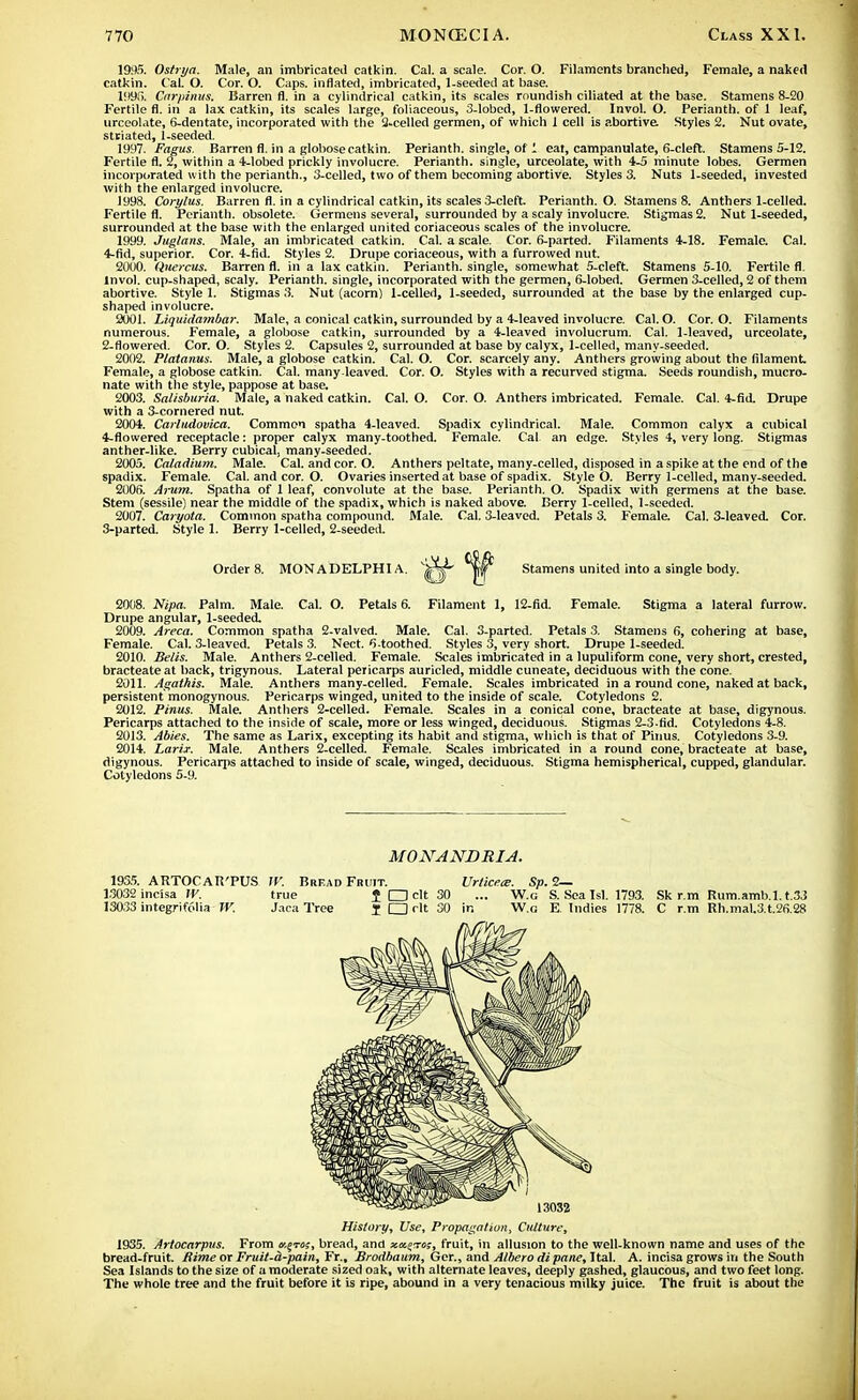 19*. Ostrya. Male, an imbricated catkin. Cal. a scale. Cor. O. Filaments branched, Female, a naked catkin. CaL O. Cor. O. Caps, inflated, imbricated, 1-seeded at base. 199f>. Cnrpinus. Barren fl. in a cylindrical catkin, its scales roundish ciliated at the base. Stamens 8-20 Fertile fl. in a lax catkin, its scales large, foliaceous, 3-lobed, 1-flowered. Invol. O. Perianth, of 1 leaf, urceolate, 6-dentate, incorporated with the 2-celled germen, of which 1 cell is abortive Styles 2. Nut ovate, striated, 1-seeded. 1997. Fagus. Barren fl. in a globose catkin. Perianth, single, of 1 eat, campanulate, 6-cleft. Stamens 5-12. Fertile fl. 2, within a 4-lobed prickly involucre. Perianth, single, urceolate, with 4-5 minute lobes. Germen incorporated with the perianth., 3-celled, two of them becoming abortive. Styles 3. Nuts 1-seeded, invested with the enlarged involucre. 1998. Corylus. Barren fl. in a cylindrical catkin, its scales 3-cleft. Perianth. O. Stamens 8. Anthers 1-celled. Fertile fl. Perianth, obsolete. Germens several, surrounded by a scaly involucre. Stigmas 2. Nut 1-seeded, surrounded at the base with the enlarged united coriaceous scales of the involucre. 1999. Juglans. Male, an imbricated catkin. Cal. a scale. Cor. 6-parted. Filaments 4-18. Female. Cal. 4-fid, superior. Cor. 4-fid. Styles 2. Drupe coriaceous, with a furrowed nut. 2000. Quercus. Barren fl. in a lax catkin. Perianth, single, somewhat 5-cleft. Stamens 5-10. Fertile fl. Invol. cup-shaped, scaly. Perianth, single, incorporated with the germen, 6-lobed. Germen 3-celled, 2 of them abortive. Style 1. Stigmas 3. Nut (acorn) 1-celled, 1-seeded, surrounded at the base by the enlarged cup- shaped involucre. 3001. Liquidambar. Male, a conical catkin, surrounded by a 4-leaved involucre. Cal. O. Cor. O. Filaments numerous. Female, a globose catkin, surrounded by a 4-leaved involucrum. Cal. 1-leaved, urceolate, 2- flowered. Cor. O. Styles 2. Capsules 2, surrounded at base by calyx, 1-celled, many-seeded. 2002. Platanus. Male, a globose catkin. Cal. O. Cor. scarcely any. Anthers growing about the filament Female, a globose catkin. Cal. many.leaved. Cor. O. Styles with a recurved stigma. Seeds roundish, mucro- nate with the style, pappose at base. 2003. Salisburia. Male, a naked catkin. Cal. O. Cor. O. Anthers imbricated. Female. Cal. 4-fid. Drupe with a 3-cornered nut. 2004. Carludovica. Common spatha 4-leaved. Spadix cylindrical. Male. Common calyx a cubical 4-flowered receptacle: proper calyx many-toothed. Female. Cal an edge. Styles 4, very long. Stigmas anther-like. Berry cubical, many-seeded. 2005. Caladium. Male. Cal. and cor. O. Anthers peltate, many-celled, disposed in a spike at the end of the spadix. Female. Cal. and cor. O. Ovaries inserted at base of spadix. Style O. Berry 1-celled, many-seeded. 2005. Arum. Spatha of 1 leaf, convolute at the base. Perianth. O. Spadix with germens at the base. Stem (sessile) near the middle of the spadix, which is naked above. Berry 1-celled, 1-seeded. 2007. Caryota. Common spatha compound. Male. Cal. 3-leaved. Petals 3. Female. Cal. 3-leaved. Cor. 3- parted. Style 1. Berry 1-celled, 2-seeded. Order 8. MONADKLPHI A. Stamens united into a single body. 2008. Nipa. Palm. Male. Cal. O. Petals 6. Filament 1, 12-fid. Female. Stigma a lateral furrow. Drupe angular, 1-seeded. 2009. Areca. Common spatha 2-valved. Male. Cal. 3-parted. Petals 3. Stamens 6, cohering at base, Female. Cal. 3-leaved. Petals 3. Nect. 6-toothed. Styles 3, very short. Drupe 1-seeded. 2010. Belts. Male. Anthers 2-celled. Female. Scales imbricated in a lupuliform cone, very short, crested, bracteate at back, trigynous. Lateral pericarps auricled, middle cuneate, deciduous with the cone. 2011. Agathis. Male. Anthers many-celled. Female. Scales imbricated in a round cone, naked at back, persistent monogynous. Pericarps winged, united to the inside of scale. Cotyledons 2. 2012. Pinus. Male. Anthers 2-celled. Female. Scales in a conical cone, bracteate at base, digynous. Pericarps attached to the inside of scale, more or less winged, deciduous. Stigmas 2-3-fid. Cotyledons 4-8. 2013. Abies. The same as Larix, excepting its habit and stigma, which is that of Pinus. Cotyledons 3-9. 2014. Larii. Male. Anthers 2-celled. Female. Scales imbricated in a round cone, bracteate at base, digynous. Pericarps attached to inside of scale, winged, deciduous. Stigma hemispherical, cupped, glandular. Cotyledons 5-9. MONANDRIA. 1935. ARTOCAK'PUS W. Brf.ad Fruit. Unices. Sp. 2— 1.3032 incisa W. true J CD clt 30 ... W.g S. Sea Isl. 1793. Sk r.m Rum.amb.l. t.33 13033 integrifolia W. Jara Tree i CD clt 30 ir. W.g E Indies 1778. C r.m Rh.mal.3.t.26.28 History, Use, Propagation, Culture, 1935. Artocarpus. From bread, and xaerro;, fruit, in allusion to the well-known name and uses of the bread-fruit. Rime or Fruit-d-pain, Ft., Brodbaum, Ger., and Albero di pane, Hal. A. incisa grows in the South Sea Islands to the size of a moderate sized oak, with alternate leaves, deeply gashed, glaucous, and two feet long. The whole tree and the fruit before it is ripe, abound in a very tenacious milky juice. The fruit is about the