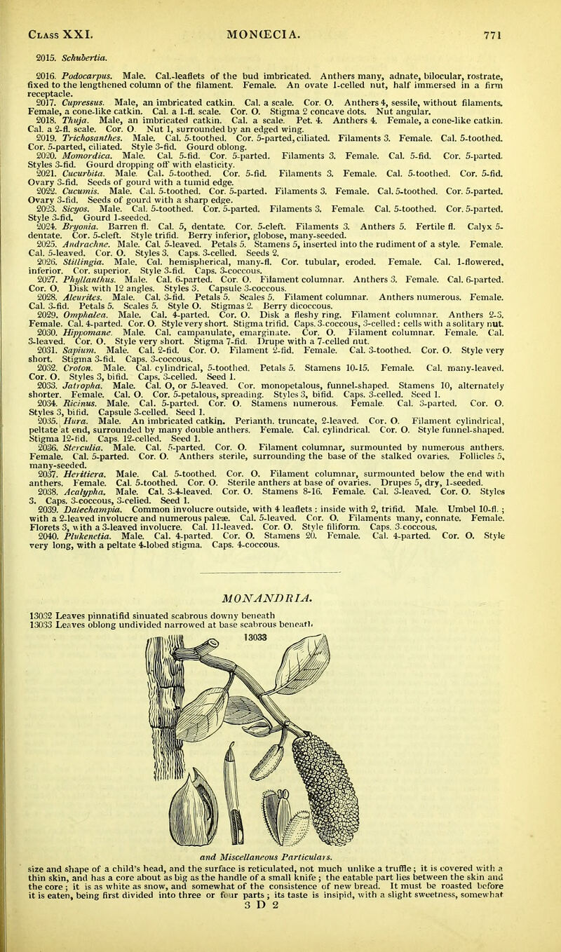 2015. Schuberiia. 2016. Podocarpus. Male. Cal.-leaflets of the bud imbricated. Anthers many, adnate, bilocular, rostrate, fixed to the lengthened column of the filament. Female. An ovate 1-celled nut, half immersed in a firm receptacle. 2017. Cupreseus. Male, an imbricated catkin. Cal. a scale. Cor. O. Anthers 4, sessile, without filaments. Female, a cone-like catkin. Cal. a 1-fl. scale. Cor. O. Stigma 2 concave dots. Nut angular. 2018. Thuja. Male, an imbricated catkin. Cal. a scale. Pet. 4. Anthers 4. Female, a cone-like catkin. Cal. a 2-fl. scale. Cor. O Nut 1, surrounded by an edged wing. 2019. Trichosanthes. Male. Cal. 5- toothed. Cor. 5-parted, ciliated. Filaments 3. Female. Cal. 5-toothed. Cor. 5-parted, ciliated. Style 3-fid. Gourd oblong. 2020. Momordica. Male. CaL 5-fid. Cor. 5-parted. Filaments 3. Female. Cal. 5-fid. Cor. 5-parted. Styles 3-fid. Gourd dropping off' with elasticity. 2021. Cucurbita. Male. Cal. 5-toothed. Cor. 5-fid. Filaments 3. Female. Cal. 5-toothed. Cor. 5-fid. Ovary 3-fid. Seeds of gourd with a tumid edge. 2022. Cucumis. Male. Cal. 5-toothed. Cor. 5-parted. Filaments 3. Female. Cal. 5-toothed. Cor. 5-parted. Ovary 3-fid. Seeds of gourd with a sharp edge. 2023. Sicyos. Male. Cal. 5-toothed. Cor. 5-parted. Filaments 3. Female. Cal. 5-toothed. Cor. 5-parted. Style 3-fid. Gourd 1-seeded. 2024. Bryonia. Barren fl. Cal. 5, dentate. Cor. 5-cleft. Filaments 3. Anthers 5. Fertile fl. Calyx 5- dentate. Cor. 5-cleft. Style trifid. Berry inferior, globose, many-seeded. 2025. Andrachne. Male. CaL 5-leaved. Petals 5. Stamens 5, inserted into the rudiment of a style. Female. Cal. 5-leaved. Cor. O. Styles 3. Caps. 3-celled. Seeds 2. 2026. Slillingia. Male. Cal. hemispherical, many-fl. Cor. tubular, eroded. Female. Cal. 1-flowered. inferior. Cor. superior. Style 3-fid. Caps. 3-coccous. 2027. Phyllanthus. Male. Cal. 6-parted. Cor. O. Filament columnar. Anthers 3. Female. Cal. 6-parted. Cor. O. Disk with 12 angles. Styles 3. Capsule 3-coccous. 2028. Aleurites. Male. Cal. 3-fid. Petals 5. Scales 5. Filament columnar. Anthers numerous. Female. Cal. 3-fid. Petals 5. Scales 5. Style O. Stigmas 2. Berry dicoccous. 2029. Omphalea. Male. Cal. 4-parted. Cor. O. Disk a fleshy ring. Filament columnar. Anthers 2-3. Female. Cal. 4-parted. Cor. O. Style very short. Stigma trifid. Caps. 3-coccous, 3-celled: cells with a solitary nut. 2030. Hippomane. Male. Cal. campanulate, emarginate. Cor. O. Filament columnar. Female. Cal. 3-leaved. Cor. O. Style very short. Stigma 7-fid. Drupe with a 7-celled nut. 2031. Sapium. Male. Cal. 2-fid. Cor. O. Filament 2-fid. Female. Cal. 3-toothed. Cor. O. Style very short. Stigma 3-fid. Caps. 3-coccous. 2032. Crolon. Male. Cal. cylindrical, 5-toothed. Petals 5. Stamens 10-15. Female. Cal. many-leaved. Cor. O. Styles 3, bifid. Caps. 3-celled. Seed 1. 2033. Jatropha. Male. Cal. O, or 5-leaved. Cor. monopetalous, funnel-shaped. Stamens 10, alternately shorter. Female. Cal. O. Cor. 5-petalous, spreading. Styles 3, bifid. Caps. 3-celled. Seed 1. 2034. Ricinus. Male. Cal. 5-parted. Cor. O. Stamens numerous. Female. Cal. 3-parted. Cor. O. Styles 3, bifid. Capsule 3-celled. Seed 1. 2035. Hura. Male. An imbricated catkin. Perianth, truncate, 2-lcaved. Cor. O. Filament cylindrical, peltate'at end, surrounded by many double anthers. Female. Cal. cylindrical. Cor. O. Style funnel-shaped. Stigma 12-fid. Caps. 12-celled. Seed 1. 2036. Sterculia. Male. Cal. 5-parted. Cor. O. Filament columnar, surmounted by numerous anthers. Female. Cal. 5-parted. Cor. O. Anthers sterile, surrounding the base of the stalked ovaries. Follicles 5, many-seeded. 2037. Heritiera. Male. Cal. 5-toothed. Cor. O. Filament columnar, surmounted below the end with anthers. Female. Cal. 5-toothed. Cor. O. Sterile anthers at base of ovaries. Drupes 5, dry, 1-seeded. 2038. Acalypha. Male. Cal. 3-4-leaved. Cor. O. Stamens 8-16. Female. Cal. 3-leaved. Cor. O. Styles 3. Caps. 3-coccous, 3-celied. Seed 1. 2039. Dalechampia. Common involucre outside, with 4 leaflets : inside with 2, trifid. Male. Umbel 10-fi. ; with a 2-leaved involucre and numerous paleae. Cal. 5-leaved. Cor. O. Filaments many, connate. Female. Florets 3, v. ith a 3-leaved involucre. Cal. 11-leaved. Cor. O. Style filiform. Caps. 3-coccous. 2040. Plukenetia. Male. Cal. 4-parted. Cor. O. Stamens 20. Female. Cal. 4-parted. Cor. O. Style very long, with a peltate 4-lobed stigma. Caps. 4-coccous. MONANDIUA. 13032 Leaves pinnatifid sinuated scabrous downy beneath 13033 Leaves oblong undivided narrowed at base scabrous beneafl. and Miscellaneous Particulars. size and shape of a child's head, and the surface is reticulated, not much unlike a truffle; it is covered with a thin skin, and has a core about as big as the handle of a small knife; the eatable part lies between the skin and the core; it is as white as snow, and somewhat of the consistence of new bread. It must be roasted before it is eaten, being first divided into three or four parts ; its taste is insipid, with a slight sweetness, somewhat 3 D 2