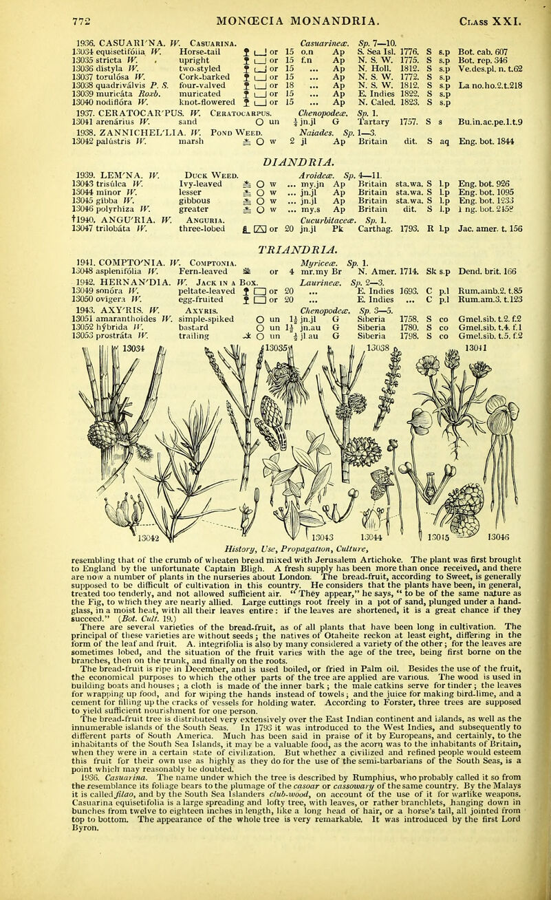 1936. CASUARI'NA. W. Casuarina. 13034 equisetifoiia W. Horse-tail J | | or 13035 stricta W. , upright ? i I or 13036 distyla W. two-styled 1 L-J or 13037 torulosa W. Cork-barked J | | or 13038 quadrivalvis P. S. four-valved J \ | or 13039 muricata Roxb. muricated J i | or 13040 nodiflora W. knot-flowered J i | or 1937. CERATOCAR'PUS. W. Ceratocarpus. 13041 arenarius W. sand O un 1938. ZANNICHEL'LI A. W. Pond Weed. Casuarinecc. o.n f.n 13042 pal ustris W. marsh O w Ap Ap Ap Ap Ap Ap Ap Chenopodere. i jn.jl G Naiades. Sp. 1—3. 2 jl Ap Britain Sp. 7—10. S. Sea 1st 1776. N. S. W. 1775. N. Holl. N. S. W. N. S. W. E. Indies N. Caled. 1823. Sp. 1. Tartary 1757, 1812. 1772. 1812. 1822. dit. aq Bot. cab. 607 Bot. rep. 346 Ve.des.pl. n. t.62 La no.ho.2.t.218 Bu.in.ac.pe.l.t.9 Eng. bot. 1844 1939. LEM'NA. W. 13043 trisulca W. 13044 minor W. 13045 gibba IV. 13046 polyrhiza W. tl940. ANGU'RIA. W. 13047 trilobata W. Duck Weed. Ivy-leaved lesser gibbous greater Anguria. three-lobed D IANDTilA. AroidecE. Sp. 4—11. * O W ... my.jn Ap Britain sta.wa. S l.p Eng. bot. 926 i O w ... jn.jl Ap Britain sta.wa. S l.p Eng. bot. 1095 O w ... jn.jl Ap Britain sta.wa. S l.p Eng. bot. 1233 O w ... my.s Ap Britain dit. S l.p 1 ng. bot. 215? Cucurbitacets. Sp. 1. fi_ E3 or 20 jn.jl Pk Carthag. 1793. R l.p Jac. amer. 1.156 1941 13048 1942. 13049 13050 1943. 13051 13052 13053 W. COMPTONIA. Fern-leaved W. Jack in a Box. COMPTO'NIA asplenifolia W. HERNAN'DIA. sonora W. peltate-leaved ovlgera W. egg-fruited AXY'RIS. W. Axyris. amaranthoides W. simple-spiked hybrida W. bastard prostrata W. trailing 13034 TRIANDR1A. Myricece. or 4 mr.my Br Laurinece. I dor tO or O un 20 ChenopodecE. jn.jl G N. Amer. 1714. Sk s.p Dend. brit. 166 Sp. 2—3. E. Indies 1693. C P-1 Rum.amb.2. t.85 E. Indies c P-l Rum.am.3. t.123 Sp. 3—5. Siberia 1758. s CO Gmel.sib. t.2. f.2 Siberia 1780. s CO Gmel.sib. t.4. f.l Siberia 1798. s CO Gmel.sib. t.5. f.2 13011 13043 13044 V 130)5 13046 History, Use, Propagation, Culture, resembling that of the crumb of wheaten bread mixed with Jerusalem Artichoke. The plant was first brought to England by the unfortunate Captain Bligh. A fresh supply has been more than once received, and there are now a number of plants in the nurseries about London. The bread-fruit, according to Sweet, is generally supposed to be difficult of cultivation in this country. He considers that the plants have been, in general, treated too tenderly, and not allowed sufficient air.  They appear, he says,  to be of the same nature as the Fig, to which they are nearly allied. Large cuttings root freely in a pot of sand, plunged under a hand- glass, in a moist heat, with all their leaves entire: if the leaves are shortened, it is a great chance if they succeed. (Bot. Cult. 19.) There are several varieties of the bread-fruit, as of all plants that have been long in cultivation. The principal of these varieties are without seeds; the natives of Otaheite reckon at least eight, differing in the form of the leaf and fruit. A. integrifolia is also by many considered a variety of the other; for the leaves are sometimes lobed, and the situation of the fruit varies with the age of the tree, being first borne on the branches, then on the trunk, and finally on the roots. The bread-fruit is ripe in December, and is used boiled, or fried in Palm oil. Besides the use of the fruit, the economical purposes to which the other parts of the tree are applied are various. The wood is used in building boats and houses; a cloth is made of the inner bark; the male catkins serve for tinder; the leaves for wrapping up food, and for wiping the hands instead of towels; and the juice for making bird-lime, and a cement for filling up the cracks of vessels for holding water. According to Forster, three trees are supposed to yield sufficient nourishment for one person. The bread-fruit tree is distributed very extensively over the East Indian continent and inlands, as well as the innumerable islands of the South Seas. In 1793 it was introduced to the West Indies, and subsequently to different parts of South America. Much has been said in praise of it by Europeans, and certainly, to the inhabitants of the South Sea Islands, it may be a valuable food, as the acorn was to the inhabitants of Britain, when they were in a certain state of civilization. But whether a civilized and refined people would esteem this fruit for their own use as highly as they do for the use of the semi-barbarians of the South Seas, is a point which may reasonably be doubted. 1936. Casuarina. The name under which the tree is described by Rumphius, who probably called it so from the resemblance its foliage bears to the plumage of the casoar or cassowary of the same country. By the Malays it is caWedJilao, and by the South Sea Islanders club-wood, on account of the use of it for warlike weapons. Casuarina equisetifoiia is a large spreading and lofty tree, with leaves, or rather branchlets, hanging down in bunches from twelve to eighteen inches in length, like a long head of hair, or a horse's tail, all jointed from top to bottom. The appearance of the whole tree is very remarkable. It was introduced by the first Lord Byron.