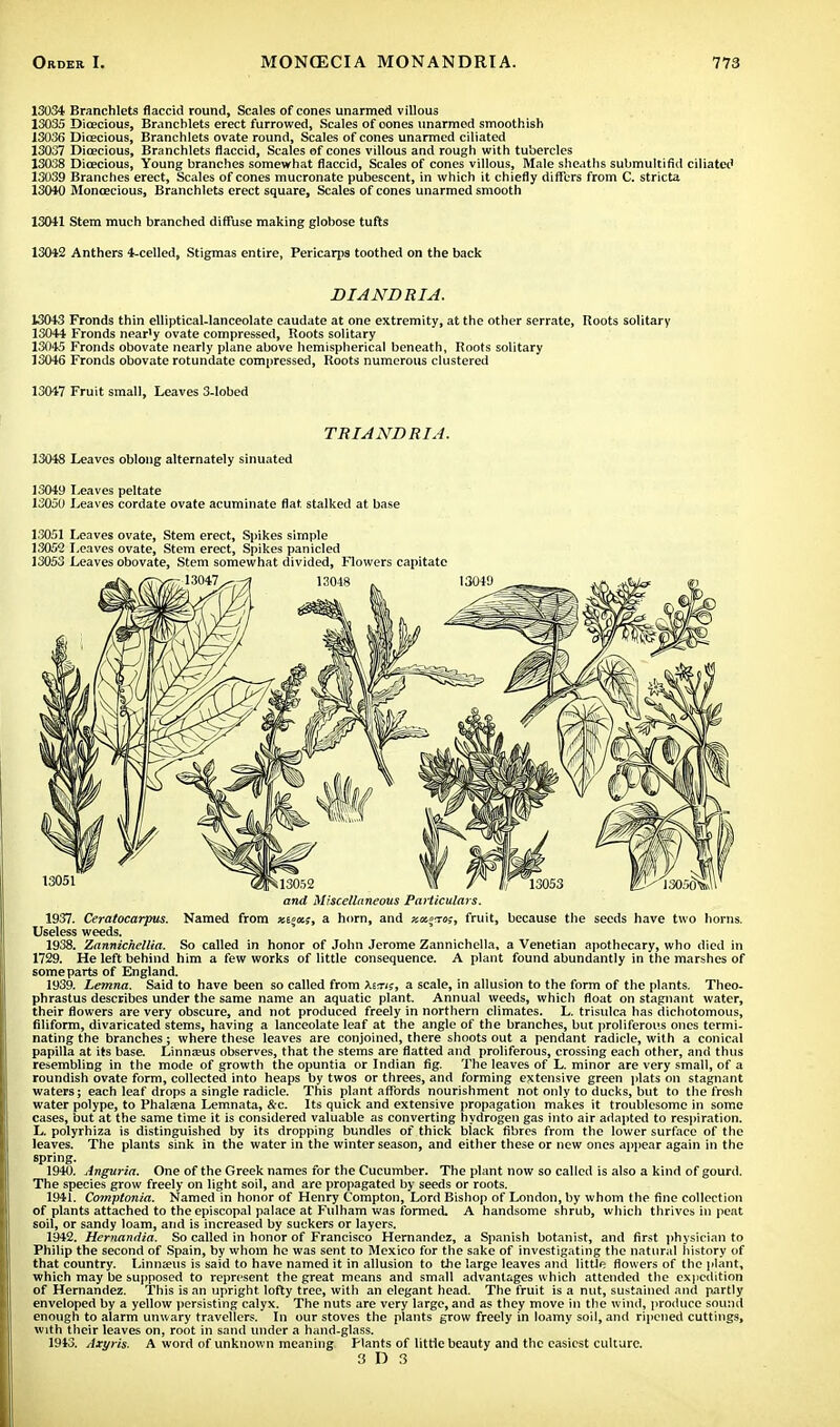 13034 Branchlets flaccid round, Scales of cones unarmed villous 13035 Dioecious, Branchlets erect furrowed, Scales of oones unarmed smoothish 13036 Dioecious, Branchlets ovate round, Scales of cones unarmed ciliated 13037 Dicecious, Branchlets flaccid, Scales ef cones villous and rough with tubercles 13038 Dioecious, Young branches somewhat flaccid, Scales of cones villous, Male sheaths submultifid ciliated 13039 Branches erect, Scales of cones mucronatc pubescent, in which it chiefly differs from C. stricta 13040 Monoecious, Branchlets erect square, Scales of cones unarmed smooth 13041 Stem much branched diffuse making globose tufts 13042 Anthers 4-celled, Stigmas entire, Pericarps toothed on the back DIANDRIA. 13043 Fronds thin elliptical-lanceolate caudate at one extremity, at the other serrate, Roots solitary 13044 Fronds near!y ovate compressed, Roots solitary 13045 Fronds obovate nearly plane above hemispherical beneath, Roots solitary 13046 Fronds obovate rotundate compressed, Roots numerous clustered 13047 Fruit small, Leaves 3-lobed TRIANDRIA. 13048 Leaves oblong alternately sinuated 13049 Leaves peltate 13050 Leaves cordate ovate acuminate flat stalked at base 13051 Leaves ovate, Stem erect, Spikes simple 13052 Leaves ovate, Stem erect, Spikes panicled 13053 Leaves obovate, Stem somewhat divided, Flowers capitate and Miscellaneous Particulars. 1937. Ceratocarpus. Named from xt»a;, a horn, and xx^Toi, fruit, because the seeds have two horns. Useless weeds. 1938. Zannichellia. So called in honor of John Jerome Zannichella, a Venetian apothecary, who died in 1729. He left behind him a few works of little consequence. A plant found abundantly in the marshes of some parts of England. 1939. Lemna. Said to have been so called from Aeti?, a scale, in allusion to the form of the plants. Theo- phrastus describes under the same name an aquatic plant. Annual weeds, which float on stagnant water, their flowers are very obscure, and not produced freely in northern climates. L. trisulca has dichotomous, filiform, divaricated stems, having a lanceolate leaf at the angle of the branches, but proliferous ones termi- nating the branches; where these leaves are conjoined, there shoots out a pendant radicle, with a conical papilla at its base. Linnaeus observes, that the stems are flatted and proliferous, crossing each other, and thus resembling in the mode of growth the opuntia or Indian fig. The leaves of L. minor are very small, of a roundish ovate form, collected into heaps by twos or threes, and forming extensive green plats on stagnant waters; each leaf drops a single radicle. This plant affords nourishment not only to ducks, but to the fresh water polype, to Phalama Lemnata, &c. Its quick and extensive propagation makes it troublesome in some cases, but at the same time it is considered valuable as converting hydrogen gas into air adapted to respiration. L. polyrhiza is distinguished by its dropping bundles of thick black fibres from the lower surface of the leaves. The plants sink in the water in the winter season, and either these or new ones appear again in the spring. 1940. Angaria. One of the Greek names for the Cucumber. The plant now so called is also a kind of gourd. The species grow freely on light soil, and are propagated by seeds or roots. 1941. Comptonia. Named in honor of Henry Compton, Lord Bishop of London, by whom the fine collection of plants attached to the episcopal palace at Fulham was formed. A handsome shrub, which thrives in peat soil, or sandy loam, and is increased by suckers or layers, 1942. Hernandia. So called in honor of Francisco Hernandez, a Spanish botanist, and first physician to Philip the second of Spain, by whom he was sent to Mexico for the sake of investigating the natural history of that country. Linnseus is said to have named it in allusion to the large leaves and little flowers of the plant, which may be supposed to represent the great means and small advantages which attended the expedition of Hernandez. This is an upright lofty tree, with an elegant head. The fruit is a nut, sustained and partly enveloped by a yellow persisting calyx. The nuts are very large, and as they move in the wind, produce sound enough to alarm unwary travellers. In our stoves the plants grow freely in loamy soil, and ripened cuttings, with their leaves on, root in sand under a hand-glass. 1943. Axyris. A word of unknown meaning Plants of little beauty and the easiest culture.