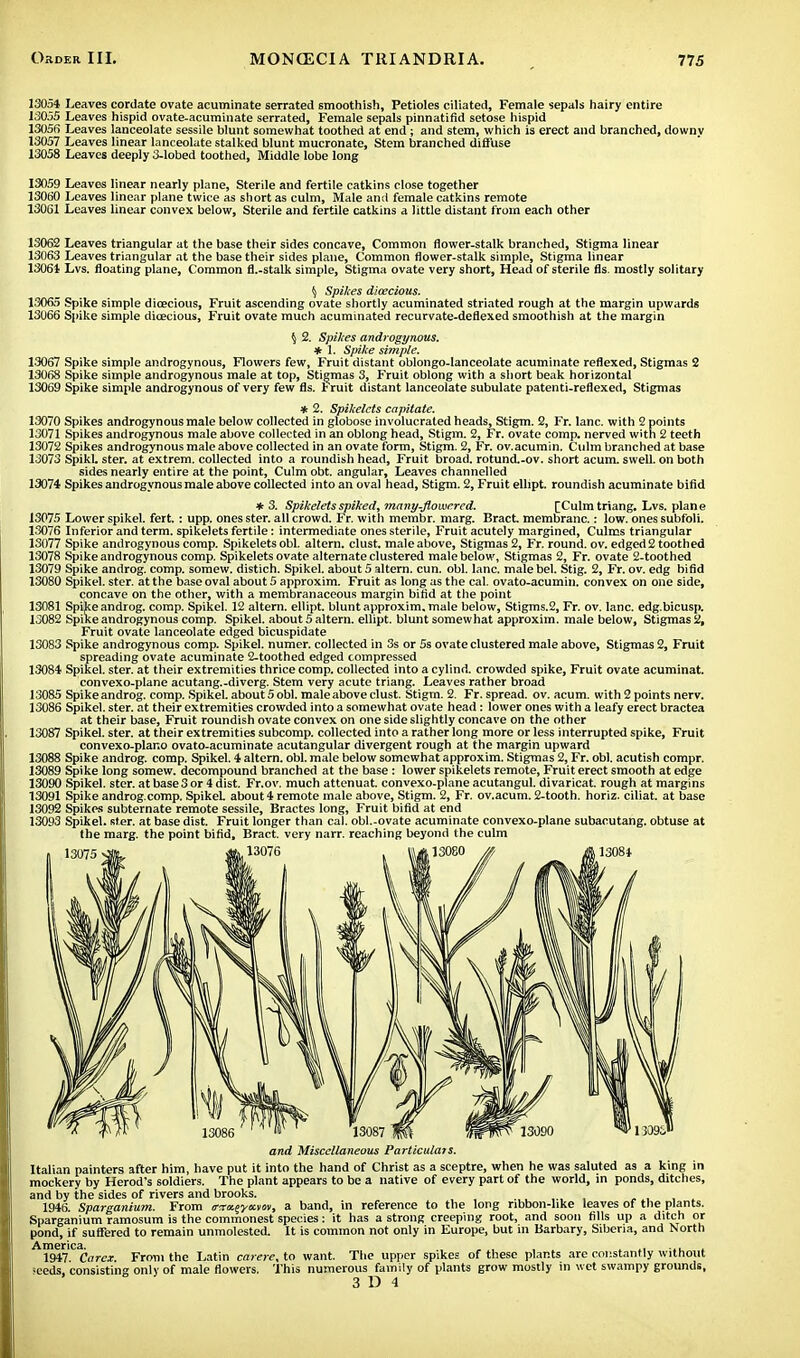 13054 Leaves cordate ovate acuminate serrated smoothish, Petioles ciliated, Female sepals hairy entire 13055 Leaves hispid ovate-acuminate serrated, Female sepals pinnatifid setose hispid 13056 Leaves lanceolate sessile blunt somewhat toothed at end ; and stem, which is erect and branched, downy 13057 Leaves linear lanceolate stalked blunt mucronate, Stem branched diffuse 13058 Leaves deeply 3-lobed toothed, Middle lobe long 13059 Leaves linear nearly plane, Sterile and fertile catkins close together 13060 Leaves linear plane twice as short as culm, Male and female catkins remote 130G1 Leaves linear convex below, Sterile and fertile catkins a little distant from each other 13062 Leaves triangular at the base their sides concave, Common flower-stalk branched, Stigma linear 13063 Leaves triangular at the base their sides plane, Common flower-stalk simple, Stigma linear 13061 Lvs. floating plane, Common fl.-stalk simple, Stigma ovate very short, Head of sterile fls. mostly solitary ^ Spikes dicecious. 13065 Spike simple dicecious, Fruit ascending ovate shortly acuminated striated rough at the margin upwards 13U66 Spike simple dicecious, Fruit ovate much acuminated recurvate-deflexed smoothish at the margin 5 2. Spikes androgynous. * 1. Spike simple. 1.3067 Spike simple androgynous, Flowers few, Fruit distant oblongo-lanceolate acuminate reflexed, Stigmas 2 13068 Spike simple androgynous male at top, Stigmas 3, Fruit oblong with a short beak horizontal 13069 Spike simple androgynous of very few fls. h ruit distant lanceolate subulate patenti-reflexed, Stigmas * 2. Spikelcts capitate. 13070 Spikes androgynous male below collected in globose involucrated heads, Stigm. 2, Fr. lane, with 2 points 13071 Spikes androgynous male above collected in an oblong head, Stigm. 2, Fr. ovate comp. nerved with 2 teeth 13072 Spikes androgynous male above collected in an ovate form, Stigm. 2, Fr. ov.acumin. Culm branched at base 13073 Spikl. ster. at extrem. collected into a roundish head, Fruit broad. rotund.-ov. short acum. swell, on both sides nearly entire at the point, Culm obt. angular, Leaves channelled 13074 Spikes androgynous male above collected into an oval head, Stigm. 2, Fruit ellipt. roundish acuminate bifid * 3. Spikelets spiked, many-flowered. [Culm triang. Lvs. plane 13075 Lower spikel. fert.: upp. ones ster. all crowd. Fr. with membr. marg. Bract membrane.: low. ones subfoli. 13076 Inferior and term, spikelets fertile: intermediate ones sterile, Fruit acutely margined, Culms triangular 13077 Spike androgynous comp. Spikelets obi. altern. clust. male above, Stigmas 2, Fr. round, ov. edged 2 toothed 13078 Spike androgynous comp. Spikelets ovate alternate clustered male below, Stigmas 2, Fr. ovate 2-toothed 13079 Spike androg. comp. somew. distich. Spikel. about 5 altera, cun. obi. lane, male bel. Stig. 2, Fr. ov. edg bifid 13080 Spikel. ster. at the base oval about 5 approxim. Fruit as long as the cal. ovato-acumin. convex on one side, concave on the other, with a membranaceous margin bifid at the point 13081 Spike androg. comp. Spikel. 12 altern. ellipt. blunt approxim. male below, Stigms.2, Fr. ov. lane, edg.bicusp. 13082 Spike androgynous comp. Spikel. about 5 altern. ellipt. blunt somewhat approxim. male below, Stigmas 2, Fruit ovate lanceolate edged bicuspidate 13083 Spike androgynous comp. Spikel. numer. collected in 3s or 5s ovate clustered male above, Stigmas 2, Fruit spreading ovate acuminate 2-toothed edged compressed 13084 Spikel. ster. at their extremities thrice comp. collected into a cylind. crowded spike, Fruit ovate acuminat. convexo-plane acutang.-diverg. Stem very acute triang. Leaves rather broad 13085 Spikeandrog. comp. Spikel. about 5 obi. male above clust. Stigm. 2. Fr. spread, ov. acum. with 2 points nerv. 13086 Spikel. ster. at their extremities crowded into a somewhat ovate head: lower ones with a leafy erect bractea at their base, Fruit roundish ovate convex on one side slightly concave on the other 13087 Spikel. ster. at their extremities subcomp. collected into a rather long more or less interrupted spike, Fruit convexo-plar.o ovato-acuminate acutangular divergent rough at the margin upward 13088 Spike androg. comp. Spikel. 4 altern. obi. male below somewhat approxim. Stigmas 2, Fr. obi. acutish compr. 13089 Spike long somew. decompound branched at the base: lower spikelets remote, Fruit erect smooth at edge 13090 Spikel. ster. at base3 or 4 dist. Fr.ov. much attenuat. convexo-plane acutangul. divaricat. rough at margins 13091 Spike androg.comp. Spikel. about 4 remote male above, Stigm. 2, Fr. ov.acum. 2-tooth. horiz. ciliat. at base 13092 Spikes subternate remote sessile, Bractes long, Fruit bifid at end 13093 Spikel. ster. at base dist. Fruit longer than cal. obl.-ovate acuminate convexo-plane subacutang. obtuse at the marg. the point bifid. Bract, very narr. reaching beyond the culm and Miscellaneous Particulars. Italian painters after him, have put it into the hand of Christ as a sceptre, when he was saluted as a king in mockery by Herod's soldiers. The plant appears to be a native of every part of the world, in ponds, ditches, and by the sides of rivers and brooks. . -, 1946. Sparganium. From r^^ymov, a band, in reference to the long ribbon-like leaves of the plants. Sparganium ramosum is the commonest species: it has a strong creeping root, and soon fills up a ditch or pond, if suffered to remain unmolested. It is common not only in Europe, but in Barbary, Siberia, and North A1947C Core*. From the Latin carere, to want. The upper spikes of these plants are constantly without •eeds. consisting only of male flowers. This numerous family of plants grow mostly m wet swampy grounds, 3 D 4