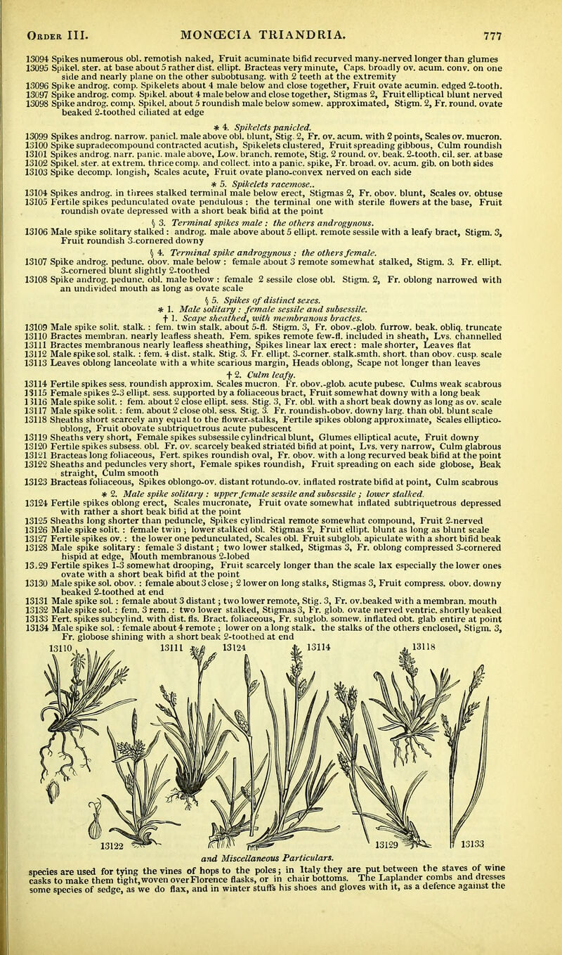 13094 Spikes numerous obi. remotish naked, Fruit acuminate bifid recurved many-nerved longer than glumes 13095 Spikel. ster. at base about 5 rather dist. ellipt. Bracteas very minute, Caps, broadly ov. acum. conv. on one side and nearly plane on the other subobtusang. with 2 teeth at the extremity 13096 Spike androg. comp. Spikelets about 4 male below and close together, Fruit ovate acumin. edged 2-tooth. 13097 Spike androg. comp. Spikel. about 4 male below and close together, Stigmas 2, Fruit elliptical blunt nerved 13098 Spike androg. comp. Spikel. about 5 roundish male below somew. approximated, Stigm. 2, Fr. round, ovate beaked 2-toothed cdiated at edge * 4. Spikelets panicled. 13099 Spikes androg. narrow, panicl. male above obi. blunt, Stig. 2, Fr. ov. acum. with 2 points, Scales ov. mucron. 13100 Spike supradecompound contracted acutish, Spikelets clustered, Fruit spreading gibbous, Culm roundish 13101 Spikes androg. narr. panic, male above. Low. branch, remote, Stig. 2 round, ov. beak. 2-tooth. cil. ser. at base 13102 Spikel. ster. at extrem. thrice comp. and collect, into a panic, spike, Fr. broad, ov. acum. gib. on both sides 13103 Spike decomp. longish, Scales acute, Fruit ovate plano-convex nerved on each side * 5. Spikelets racemose.. 13104 Spikes androg. in threes stalked terminal male below erect, Stigmas 2, Fr. obov. blunt, Scales ov. obtuse 13105 Fertile spikes pedunculated ovate pendulous : the terminal one with sterile flowers at the base, Fruit roundish ovate depressed with a short beak bifid at the point \ 3. Terminal spikes male : the others androgynous. 13106 Male spike solitary stalked: androg. male above about 5 ellipt. remote sessile with a leafy bract, Stigm. 3, Fruit roundish 3-cornered downy \ 4. Terminal spike androgynous: the others female. 13107 Spike androg. pedunc. obov. male below : female about 3 remote somewhat stalked, Stigm. 3. Fr. ellipt. 3-cornered blunt slightly 2-toothed 13108 Spike androg. pedunc. obi. male below : female 2 sessile close obi. Stigm. 2, Fr. oblong narrowed with an undivided mouth as long as ovate scale § 5. Spikes of distinct sexes. * 1. Male solitary: female sessile and subsessi/e. f 1. Scape sheathed, with membranous bractes. 13109 Male spike solit. stalk.: fem. twin stalk, about 5-fl. Stigm. 3, Fr. obov.-glob. furrow, beak, obliq. truncate 13110 Bractes membran. nearly leafless sheath. Fem. spikes remote few-fl. included in sheath, Lvs. channelled 13111 Bractes membranous nearly leafless sheathing, Spikes linear lax erect: male shorter, Leaves flat 13112 Male spike sol. stalk.: fem. 4 dist. stalk. Stig. 3. Fr. ellipt. 3-corner. stalk.smth. short, than obov. cusp, scale 13113 Leaves oblong lanceolate with a white scarious margin, Heads oblong, Scape not longer than leaves f 2. Culm leafy. 13114 Fertile spikes sess. roundish approxim. Scales mucron. Fr. obov.-glob. acute pubesc. Culms weak scabrous 13115 Female spikes 2-3 ellipt. sess. supported by a foliaceous bract, Fruit somewhat downy with a long beak 13116 Male spike solit.: fem. about 2 close ellipt. sess. Stig. 3, Fr. obi. with a short beak downy as long as ov. scale 13117 Male spike solit.: fem. about 2 close obi. sess. Stig. 3. Fr. roundish-obov. downy larg. than obi. blunt scale 13118 Sheaths short scarcely any equal to the flower-stalks, Fertile spikes oblong approximate, Scales elliptico- oblong, Fruit obovate subtriquetrous acute pubescent 13119 Sheaths very short, Female spikes subsessile cylindrical blunt, Glumes elliptical acute, Fruit downy 13120 Fertile spikes subsess. obi. Fr. ov. scarcely beaked striated bifid at point, Lvs. very narrow, Culm glabrous 13121 Bracteas long foliaceous, Fert. spikes roundish oval, Fr. obov. with a long recurved beak bifid at the point 13122 Sheaths and peduncles very short, Female spikes roundish, Fruit spreading on each side globose, Beak straight, Culm smooth 13123 Bracteas foliaceous, Spikes oblongo-ov. distant rotundo-ov. inflated rostrate bifid at point, Culm scabrous * 2. Male spike solitary : upper female sessile and subsessile ; lower stalked. 13124 Fertile spikes oblong erect, Scales mucronate, Fruit ovate somewhat inflated subtriquetrous depressed with rather a short beak bifid at the point 13125 Sheaths long shorter than peduncle, Spikes cylindrical remote somewhat compound, Fruit 2-nerved 13126 Male spike solit. : female twin ; lower stalked obi. Stigmas 2, Fruit ellipt. blunt as long as blunt scale 13127 Fertile spikes ov.: the lower one pedunculated, Scales obi. Fruit subglob. apiculate with a short bifid beak 13128 Male spike solitary: female 3 distant; two lower stalked, Stigmas 3, Fr. oblong compressed 3-cornered hispid at edge, Mouth membranous 2-lobed 13.29 Fertile spikes 1-3 somewhat drooping, Fruit scarcely longer than the scale lax especially the lower ones ovate with a short beak bifid at the point 13130 Male spike sol. obov.: female about3 close; 2 lower on long stalks, Stigmas 3, Fruit compress, obov. downy beaked 2-toothed at end 13131 Male spike sol.: female about 3 distant; two lower remote, Stig. 3, Fr. ov.beaked with a membran. mouth 13132 Male spike sol.: fem. 3 rem. : two lower stalked, Stigmas 3, Fr. glob, ovate nerved ventric. shortly beaked 13133 Fert. spikes subcylind. with dist. fls. Bract, foliaceous, Fr. subglob. somew. inflated obt. glab entire at point 13134 Male spike sol.: female about 4 remote ; lower on a long stalk, the stalks of the others enclosed, Stigm. 3, Fr. globose shining with a short beak 2-toothed at end 13110. t i , j 13111 gtyg ^ 13124 ^ 13114 413;' 13133 and Miscellaneous Particulars. species are used for tying the vines of hops to the poles; in Italy they are put between the staves of wine casks to make them tight, woven over Florence flasks, or in chair bottoms. The Laplander combs and dresses some species of sedge, as we do flax, and in winter stuffs his shoes and gloves with it, as a defence against the