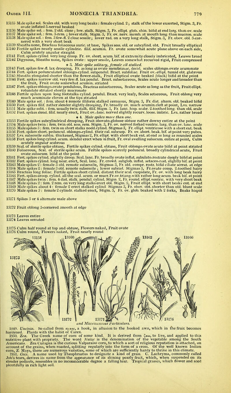 13135 Male spike sol. Scales obi. with very long beaks: female cylind. 2; stalk of the lower exserted, Stigm. 3, Fr. ovate inflated 5-nerved beaked 13136 Male spike sol.: fern. 2 obi. close; low. stalk. Stigm. 3, Fr. ellipt. glob. shin, bifid at end larg. than ov. scale 13137 Male spike sol.: fem. 3-rem.; lower stalk. Stigm. 3, Fr. ov. nerv. memb. at mouth long, than mucron. scale 13138 Male spike sol.: fem. 3 few-fl. 2 close sessile; lower rad. on a very long stalk, Stigm. 3, Fr. obov. obi. 3-cor- nered with a very short beak 13139 Sheaths none, Bracteas foliaceous auric, at base, Spikes sess. obi. or subcylind. obt. Fruit broadly elliptical 13140 Fertile spikes nearly sessile cylindric. filif. acurain. Fr. ovate somewhat acute plane above on each side, Culm acutely angular straight 13141 Fert. spikes cylind very long droop. Fr. ov. short, acum. bif. at extremity closely imbricated, leaves broad 13142 Digynous, Sheaths none, Spikes ovate: upper sessile, Leaves somewhat recurved rigid, Fruit compressed * 3. Male spike solitary, female all stalked. 13143 Fert. spikes few-fl. lax drooping, Fr. as long as ovate membranac. decid. scales oblongo-ovate acuminate 13144 Fert. spikes pedunculated oblongo-cylind. subpendul. Bract, subfoliac. Fruit ov..ellipt. tumid obt. glabrous 13145 Sheaths elongated shorter than the flower-stalk, Fruit elliptical ovate beaked (black.) bifid at the point 13146 Fert. spikes narrow obi. very few-fl. lax pendul. Bract, subsetaceous, Scales acute longer and broader than the fruit, Fruit ovate somewhat acumin. striated 13147 Fert. spikes oblongo-ovate pendulous, Bracteas subsetaceous, Scales acute as long as the fruit, Fruit ellipt. rotundate striated shortly mucronate 13148 Fertile spikes upon long footstalks cylind. pendul. Bract, very leafy, Scales setaceous, Fruit oblong very much acuminate cloven at the tips striated 13149 Male spike sol. : fem. about 4 remote filiform stalked cernuous, Stigm. 3, Fr. dist. altern. obi. beaked bifid 13150 Fert. spikes filif. rather slender slightly drooping, Fr. broadly ov. much acumin.cleft at point, Lvs. narrow 13151 Male spike solit.: fem. usually twin stalk, filif. Stigm. 3, Fr. lane. hisp. scabr. 2-toothed long, than obi. scale 13152 Fert. spikes slend. filif. nearly erect, Fruit ov.-lanc. nerved slightly recurv. loose, imbric. Lvs. rather broad * 4. Male spikes more than one. 13153 Fertile spikes subcylindrical drooping, Fruit obovato-globose obtuse rather downy entire at the point 13154 Male spikes twin : fem. twin obi. sess. rem. Stigm. 3, Fr. ov. nerved forked ventric. larg. than ov. lane, scale 13155 Malespikes3: fem. twin on short stalks nodd.cylind. Stigmas3, Fr. ellipt. ventricose with ashortent. beak 13156 Fert. spikes short, peduncul. oblongo-cylind. their cal. subcusp. Fr. ov. short, beak. bif. at point very pubes. 13157 Lvs. subsessile suhlin. thickened, Stigmas 2, Fr. ellipt. with short beak ent. at end as long as rounded scales 13158 Fert. spikes long cylind. acum. slender erect when in fruit, Fr. oval swelling subacum. entire at point, Culm acutely angular scabrous 13159 Seal, of sterile spike obtuse, Fertile spikes cylind. obtuse, Fruit oblongo-ovate acute bifid at point striated 13160 Foliaceous, Seal, of sterile spike acum. Fertile spikes scarcely peduncul. broadly cylindrical acute, Fruit ovate subacum. bifid at the point 13161 Fert. spikes cylind. slightly droop. Seal. lane. Fr. broadly ovate inflat. subulato-rostrate deeply bifid at point 13162 Fert. spikes cylind. long near, erect, Seal. lane. Fr. crowd, subglob. inflat. setaceo-rost. slightly bif. at point 13163 Male spikes 2: female 3 obi. remote subsessile, Stigmas 3, Fr. obi. compr. rostr. bifid ciliate serrat. at edge 13164 Male spikes 2: female 3 obi. remote subsessile ; lower subrad. Stigmas 3, Fr.ovate comp. 2-toothed hairy 13165 Bracteas long foliac. Fertile spikes short cylind. distant their seal, cuspidate, Fr. ov. with long beak hairy 13166 Fert. spikes droop, cylind. all the seal. acum. or mucr.Fr.ov.triang.with rather long acum. beak bif. at point 13167 Male spikes twin : fem. 4 dist. stalk, pendul. cylind. Stigm. 2, Fr. round, ellipt. ventric. with very short beak 13168 Male spikes 2: fem. 2 rem. on very long stalks erect obi. Stigm. 2, Fruit ellipt. with short beaks ent. at end 13169 Male spikes about 4 : female 2 erect stalked cylind Stigmas 3, Fr. obov. obt. shorter than obi. blunt scale 13170 Male spikes 3 : female 2 cylindr. stalked erect, Stigm. 3, Fr. ov. glob, beaked with 2 forks, Beaks hispid 13171 Spikes 3 or 4 alternate male above 13172 Fruit oblong 3-cornered smooth at edge 13173 Leaves entire 13174 Leaves serrated 13175 Culm half round at top and obtuse, Flowers naked, Fruit ovate 13176 Culm round, Flowers naked, Fruit nearly round and Miscellaneous particulars. 1949. Uncinia. So called from tvyzos, a hook, in allusion to the hooked awn, which in the fruit becomes hardened. Plants with the habit of Carex. 1950. Zea. The Greek name of corn of some kind. It is derived from tftu, to live, and applied to this nutritive plant with propriety. The word Naixe is the denomination of the vegetable among the South Americans. Zea Curagua is the curious Valparaiso com, to which a sort of religious reputation is attached, on account of the grains, when roasted, splitting regularly into the form of a cross. Of the well known Indian corn, Z. Mays, there are numerous varieties, some of which are sufficiently hardy to thrive in this climate. 1951. Coix. A name used by Theophrastus to designate a kind of grass. C. Lachryma, commonly called Job's tears, derives its name from the appearance of its shining pearly fruit, which, when suspended on its slender pedicels, resembles in no inconsiderable degree a falling tear. Tropical grasses, which flower and seed plentifully in rich light soil.