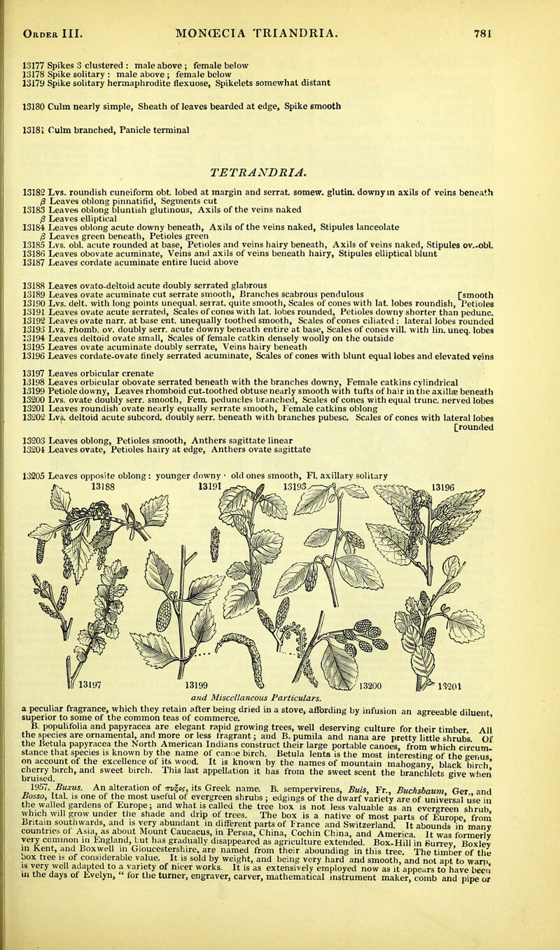 13177 Spikes 3 clustered : male above; female below 13178 Spike solitary : male above ; female below 13179 Spike solitary hermaphrodite flexuose, Spikelets somewhat distant 13180 Culm nearly simple, Sheath of leaves bearded at edge, Spike smooth 13181 Culm branched, Panicle terminal TE TRANDRIA. 13182 Lvs. roundish cuneiform obt. lobed at margin and serrat. somew. glutin. downy in axils of veins beneath /3 Leaves oblong pinnatifid, Segments cut 13183 Leaves oblong bluntish glutinous, Axils of the veins naked 0 Leaves elliptical 1318+ Leaves oblong acute downy beneath, Axils of the veins naked, Stipules lanceolate /3 Leaves green beneath, Petioles green 13185 Lvs. obi. acute rounded at base, Petioles and veins hairy beneath, Axils of veins naked, Stipules ov.-obl. 13186 Leaves obovate acuminate, Veins and axils of veins beneath hairy, Stipules elliptical blunt 13187 Leaves cordate acuminate entire lucid above 13188 Leaves ovato-deltoid acute doubly serrated glabrous 13189 Leaves ovate acuminate cut serrate smooth, Branches scabrous pendulous [smooth 13190 Lvs. delt. with long points unequal, serrat. quite smooth, Scales of cones with lat. lobes roundish, Petioles 13191 Leaves ovate acute serrated, Scales of cones with lat. lobes rounded, Petioles downy shorter than pedunc. 13192 Leaves ovate narr. at base ent. unequally toothed smooth, Scales of cones ciliated: lateral lobes rounded 13193 Lvs. rhomb, ov. doubly serr. acute downy beneath entire at base, Scales of cones vill. with lin. uneq. lobes 13194 Leaves deltoid ovate small, Scales of female catkin densely woolly on the outside 13195 Leaves ovate acuminate doubly serrate, Veins hairy beneath 13196 Leaves cordate-ovate finely serrated acuminate, Scales of cones with blunt equal lobes and elevated veins 13197 Leaves orbicular crenate 13198 Leaves orbicular obovate serrated beneath with the branches downy, Female catkins cylindrical 13199 Petiole downy, Leaves rhomboid cut-toothed obtuse nearly smooth with tufts of hair in the axillae beneath 13200 Lvs. ovate doubly serr. smooth, Fern, peduncles branched, Scales of cones with equal trunc. nerved lobes 13201 Leaves roundish ovate nearly equally serrate smooth, Female catkins oblong 13202 Lvs. deltoid acute subcord. doubly serr. beneath with branches pubesc. Scales of cones with lateral lobes [rounded 13203 Leaves oblong, Petioles smooth, Anthers sagittate linear 132W Leaves ovate, Petioles hairy at edge, Anthers ovate sagittate 13205 Leaves opposite oblong: younger downy 13188 13191 old ones smooth, Fl. axillary solitary 13193^ and Miscellaneous Particulars. a peculiar fragrance, which they retain after being dried in a stove, affording by infusion an agreeable diluent superior to some of the common teas of commerce. B. populifolia and papyracca are elegant rapid growing trees, well deserving culture for their timber All the species are ornamental, and more or less fragrant; and B. pumila and nana are pretty little shrubs Of the Betula papyracea the North American Indians construct their large portable canoes, from which cir'cum stance that species is known by the name of canoe birch. Betula lenta is the most interesting of the genus on account of the excellence of its wood. It is known by the names of mountain mahogany black birch' cherrybirch, and sweet birch. This last appellation it has from the sweet scent the branchlets give when 1957. Bums. An alteration of ;rugw, its Greek name. B. sempervirens, Buis, Fr., Buchsbaum, Ger and Bosso, Ital. is one of the most useful of evergreen shrubs ; edgings of the dwarf variety are of universal use in the walled gardens of Europe; and what is called the tree box is not less valuable as an evergreen shrub winch will grow under the shade and drip of trees. The box is a native of most parts of Eurone from Britain southwards, and is very abundant in different parts of France and Switzerland. It abounds in' manv countries of Asia, as about Mount Caucacus, in Persia, China, Cochin China, and America It was formerlv very common in England, Lut has gradually disappeared as agriculture extended. Box-Hill in Surrey Boxlev in Kent, and Boxwell in Gloucestershire, are named from their abounding in this tree The timber of the oox tree is of considerable value. It is sold by weight, and being very hard and smooth, and not apt to warn is very well adapted to a variety of nicer works. It is as extensively employed now as it appears to have bec'i m the days of Evelyn, for the turner, engraver, carver, mathematical instrument maker, comb and pipe or