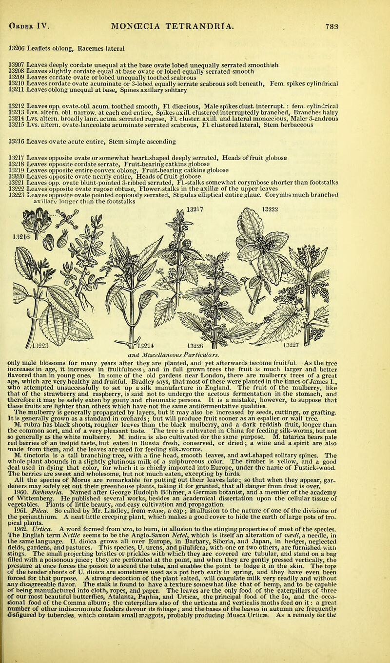 13206 Leaflets oblong, Racemes lateral 13207 Leaves deeply cordate unequal at the base ovate lobed unequally serrated smoothish 13208 Leaves slightly cordate equal at base ovate or lobed equally serrated smooth 13209 Leaves cordate ovate or lobed unequally toothed scabrous 13210 Leaves cordate ovate acuminate or 3-lobed equally serrate scabrous soft beneath, Fern, spikes cylindrical 13211 Leaves oblong unequal at base, Spines axillary solitary 13212 Leaves opp. ovate-obl. acum. toothed smooth, Fl. dioecious, Male spikes clust. interrupt: fern, cylindrical 13213 Lvs. altern. obi. narrow, at each end entire, Spikes axill. clustered interruptedly branched, Branches hairy 13214 Lvs. altern. broadly lane. acum. serrated rugose, Fl. cluster, axill. and lateral monoecious, Male? 3-andious 13215 Lvs. altern. ovate-lanceolate acuminate serrated scabrous, Fl. clustered lateral, Stem herbaceous 13216 Leaves ovate acute entire, Stem simple ascending 13217 Leaves opposite ovate or somewhat heart-shaped deeply serrated, Heads of fruit globose 13218 Leaves opposite cordate serrate, Fruit-bearing catkins globose 13219 Leaves opposite entire convex oblong, Fruit-bearing catkins globose 13220 Leaves opposite ovate nearly entire, Heads of fruit globose 13221 Leaves opp. ovate blunt-pointed 3-ribbed serrated, Fl.-stalks somewhat corymbose shorter than footstalks 13222 Leaves opposite ovate rugose obtuse, Flower-stalks in the axilla; of the upper leaves 13223 Leaves opposite ovate pointed copiously serrated, Stipulas elliptical entire glauc. Corymbs much branched axillary longer than the footstalks only male blossoms for many years after they are planted, and yet afterwards become fruitful. As the tree increases in age, it increases in fruitfulness; and in full grown trees the fruit is much larger and better flavored than in young ones. In some of the old gardens near London, there are mulberry trees of a great age, which are very healthy and fruitful. Bradley says, that most of these were planted in the times of James I., who attempted unsuccessfully to set up a silk manufacture in England. The fruit of the mulberry, like that of the strawberry and raspberry, is said not to undergo the acetous fermentation in the stomach, and therefore it may be safely eaten by gouty and rheumatic persons. It is a mistake, however, to suppose that these fruits are lighter than others which have not the same antifermentative qualities. The mulberry is generally propagated by layers, but it may also be increased by seeds, cuttings, or grafting. It is generally grown as a standard in orchards; but will produce fruit sooner as an espalier or wall tree. M. rubra has black shoots, rougher leaves than the black mulberry, and a dark reddish fruit, longer than the common sort, and of a very pleasant taste. The tree is cultivated in China for feeding silk-worms, but not so generally as the white mulberry. M. indica is also cultivated for the same purpose. M. tatarica bears pale red berries of an insipid taste, but eaten in Russia fresh, conserved, or dried ; a wine and a spirit are also made from them, and the leaves are used for feeding silk-worms. M. tinctoria is a tall branching tree, with a fine head, smooth leaves, and awl-shaped solitary spines. The whole plant abounds in a slightly glutinous milk of a sulphureous color. The timber is yellow, and a good deal used in dying that color, for which it is chiefly imported into Europe, under the name of Fustick-wood. The berries are sweet and wholesome, but not much eaten, excepting by birds. All the species of Morus are remarkable for putting out their leaves late; so that when they appear, gar- deners may safely set out their greenhouse plants, taking it for granted, that all danger from frost is over. 1960. Bcehmeria. Named after George Rudolph Biihmer, a German botanist, and a member of the academy of Wittemberg. He published several works, besides an academical dissertation upon the cellular tissue of vegetables. Plants of little beauty, and easy cultivation and propagation. 1961. Pilea. So called by Mr. Lindley, from ■xiXw, a cap ; in allusion to the nature of one of the divisions of the perianthium. A neat little creeping plant, which makes a good cover to hide the earth of large pots of tro- pical plants. 1962. Urtica. A word formed from wro, to burn, in allusion to the stinging properties of most of the species. The English term Nettle seems to be the Anglo-Saxon Netel, which is itself an alteration of ncedl,& needle, in the same language. U. dioica grows all over Europe, in Barbary, Siberia, and Japan, in hedges, neglected fields, gardens, and pastures. This species, U. urens, and pilulifera, with one or two others, are furnished wim stings. The small projecting bristles or prickles with which they are covered are tubular, and stand on a bag filled with a poisonous juice; they are perforated at the point, and when they are gently pressed vertically, the pressure at once forces the poison to ascend the tube, and enables the point to lodge it in the skin. The tops of the tender shoots of U. dioica are sometimes used as a pot herb early in spring, and they have even been forced for that purpose. A strong decoction of the plant salted, will coagulate milk very readily and without any disagreeable flavor. The stalk is found to have a texture somewhat like that of hemp, and to be capable of being manufactured into cloth, ropes, and paper. The leaves are the only food of the caterpillars of three of our most beautiful butterflies, Atalanta, Paphia, and Urtica;, the principal food of the Io, and the occa- sional food of the Comma album; the caterpillars also of the urticata and verticalis moths feed on it: a great number of other indiscriminate feeders devour its foliage; and the bases of the leaves in autumn are frequently disfigured by tubercles, which contain small maggots, probably producing Musca Urticre. As a remedy for the and Miscellaneous Particulars.