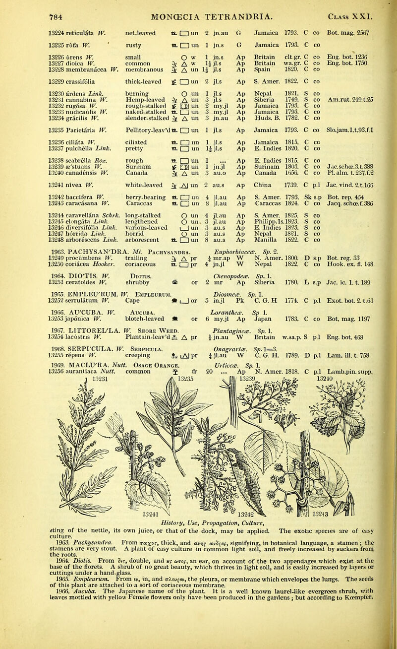 13224 reticulata W. net-leaved e. O un 2 jn.au G Jamaica 1793. C co Bot. mag. 2567 13225 rdfa W. rusty n. □ un 1 jn.s G Jamaica 1793. C CO 13226 6rens W. small O w 1 in.s Ap Britain clt gr. C CO Eng. bot. 1236 13227 diolca W. common k A w li jl.s A Ap Britain c CO Eng. bot. 1750 13228 membranacea W. membranous A un ]i il « JI.S Ap Spain 1820.r' c CO 13229 crassifolia thick-leaved £ □ un 2 jLs Ap S. Amer. 1822. c CO 13230 aniens Link. burning O un 1 jl.s Ap Nepal 1821. s CO 13231 cannabina W. Hemp-leaved i£ A un 3 jl.s Ap Siberia 1749. s CO Am.rut. 249. t. 25 13232 rug6sa W. rough-stalked £ D2 un 2 my.jl Ap Jamaica 1793. c CO 13233 nudicaiilis IV. naked-stalked a. □ un 3 my.jl Ap Jamaica 1793. c CO 13234 gracilis W. slender-stalked J A un 3 jn.au Ap Huds. B. 1782. c CO 13235 Parietaria W. Pellitory-leavMil □ un 1 jl.s Ap Jamaica 1793. c CO Slo.jam.l.t.93.f.l 13236 ciliata IV. ciliated O- CD un 1 jl.s Ap Jamaica 1815. C CC 13237 pulchella Link. pretty n. 1 1 un 1J jl.s Ap E. Indies 1820. c CO 13238 scabrella .Rot. rough a. 1 1 un 1 Ap E. Indies 1815. c CO 13239 a?'stuans W. Surinam £ CB un 1 jn-jl Ap Surinam 1803. c CO Jac.scho?.3.t.388 13240 canadensis TK. Canada ^ A un 3 au.o Ap Canada 1656. c CO PI. aim. t. 237.f.2 13241 nivea W. white-leaved ^ un 2 au.s Ap China 1739. Q pi Jac. vind. 2.t.l66 13242 baccifera W. berry-bearing n. 1 I un 4 jl.au Ap S. Amer. 1793. Sk s.p Bot. rep. 454 13243 caracasana W. Caraccas a. □ un 8 jl.au Ap Caraccas 1824. c CO Jacq. schce.f.386 13244 caravellana Schrk. long-stalked O un 4 jl.au Ap S. Amer. 1825. s CO 13245 elungata Link. lengthened O un 3 jl.au Ap Philipp.Is.1823. s CO 13246 diversifo'ia Link. various-leaved 1 I un 3 au.s Ap E. Indies 1823. s CO 13247 h6rrida Link. horrid O un 3 au.s Ad Nepal 1821. s CO 13248 arborescens Link. arborescent «- □ un 8 au.s Ap Manilla 1822. c CO 1963. PACHYSAN'DRA. Mi. Pachysandra. Euphorbiacece. Sp. 2. 13249 procumbens W. trailing & A pr mr.ap W N. Amer. 1800. D s.p Bot. reg. 33 13250 coriacea Hooker. coriaceous a-dpr i jn-jl w Nepal 1822. Q CO Hook. ex. fl. 148 1964. DIO'TIS. W. DlOTIS. Chenopodea . Sp. 1. 13251 ceratoides W. shrubby St or 2 mr Ap Siberia 1780. L s.p Jac. ic 1.1.189 1965. EMPLEU'RUM. IV. Empleurum. Diosmets. Sp. 1. 13252 serrulatum W. Cape «L_)or 3 in.jl Pk C. G. H 1774. C p.l Exot. bot. 2. t.63 1966. AU'CUBA. W. Aucuea. Loranthecs. Sp 1. 13253 japonica W. blotch-leaved * or 6 my.jl Ap Japan 1783. c CO Bot. mag. 1197 1967. L1TTOREL/LA. IV. Shore Weed. Plantaginece. Sp. 1. 13254 lac ustris W. Plantain-leav'o * Apr ! jn.au W Britain w.sa.p. s p.l Eng. bot. 468 1968. SERPI'CULA. W. Serpicula. Onaerariie. Sp. 1—3. 13255 repens W. creeping SW lA) pr ijLau W C. G. H. 1789. D p.l Lam. ill. t. 758 History, Use, Propagation, Culture, sting of the nettle, its own juice, or that of the dock, may be applied. The exotic species are of easy culture. 1953. Pachysandra. From thick, and avj)» avSeo;, signifying, in botanical language, a stamen ; the stamens are very stout. A plant of easy culture in common light soil, and freely increased by suckers from the roots. 1964. Diotis. From Sis, double, and us euros, an ear, on account of the two appendages which exist at the base of the florets. A shrub of no great beauty, which thrives in light soil, and is easily increased by layers or cuttings under a hand-glass. 1965. Empleurum. From sv, in, and irXtugm, the pleura, or membrane which envelopes the lungs. The seeds of this plant are attached to a sort of coriaceous membrane. 1966. Aucuba. The Japanese name of the plant. It is a well known laurel-like evergreen shrub, with leaves mottled with yellow Female flowers only have been produced in the gardens; but according to Koempfer.