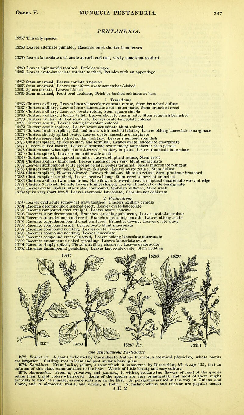 PENTANDRIA. 13257 The only species 13258 Leaves alternate pinnated, Racemes erect shorter than leaves 13259 Leaves lanceolate oval acute at each end end, rarely somewhat toothed 13260 Leaves bipinnatifid toothed, Petioles winged 13261 Leaves ovate-lanceolate cordate toothed, Petioles with an appendage 13262 Stem unarmed, Leaves cordate 3-nerved 13263 Stem unarmed, Leaves cuneiform ovate somewhat 3-lobed 13264 Spines ternate, Leaves 3-lobed 13265 Stem unarmed, Fruit oval aculeate, Prickles hooked echinate at base 1. Triandrous. 13266 Clusters axillary, Leaves linear-lanceolate cuneate retuse, Stem branched diffuse 13267 Clusters axillary, Leaves linear-lanceolate acute mucronate, Stem branched erect 13268 Clusters axillary, Leaves obovate retuse, Stem square simple 13269 Clusters axillary, Flowers trifid, Leaves obovate emarginate, Stem roundish branched 13270 Clusters axillary stalked roundish, Leaves ovate-lanceolate colored 13271 Clusters sessile, Leaves oblong lanceolate colored 13272 Clusters sessile capitate, Leaves ovate acuminate blunt colored 13273 Clusters in short spikes, Cal. and bract, with hooked bristles, Leaves oblong lanceolate emarginate 13274 Clusters shortly spiked ovate, Leaves ovate lanceolate emarginate 13275 Clusters somewhat spiked axillary solitary, Leaves rhomboid roundish 13276 Clusters spiked, Spikes axillary and terminal, Leaves ovate-lanceolate emarginate 13277 Clusters spiked loosely, Leaves subcordate ovate emarginate shorter than petiole 13278 Clusters somewhat spiked and 3-leaved: axillary in pairs, Leaves rhomboid lanceolate 13279 Clusters spiked, Leaves rhomboid-ovate acute 13280 Clusters somewhat spiked rounded, Leaves elliptical retuse, Stem erect 13281 Clusters axillary branched, Leaves rugose oblong very blunt emarginate 13282 Leaves subrhomboid acute repand bellate, SpiKes terminal, Sepals mucronate pungent 13283 Clusters somewhat spiked, Flowers 3-leaved, Leaves ovate retuse, Stem diffuse 13284 Clusters spiked, Flowers 3-leaved, Leaves rhomb.-ov. bluntish retuse, Stem prostrate branched 13285 Clusters spiked terminal, Leaves ovate-oblong, Stem erect somewhat branched 13286 Clusters axillary twin triandrous, Male flowers 3-leaved, Leaves elliptical emarginate wavy at edge 13287 Clusters 3-leaved, Female flowers funnel-shaped, Leaves rhomboid ovate emarginate 13288 Leaves ovate, Spikes interrupted compound, Spikelets indexed, Stem weak 13289 Spike very short few-fl. Leaves rhomboid lanceolate, Capsules not dehiscent 2. Pentandrous. 13290 Leaves oval acute somewhat wavy toothed, Clusters axillary cymose 13291 Raceme decompound clustered erect, Leaves ovate-lanceolate 13292 Raceme compound erect straight, Leaves ovate concave 13293 Racemes supradecompound, Branches spreading pubescent, Leaves ovate-lanceolate 13294 Racemes supradecompound erect, Branches spreading smooth, Leaves oblong acute 13295 Racemes supradecompound erect clustered, Branches downy, Leaves ovate wavy 13296 Racemes compound erect, Leaves ovate blunt mucronate 13297 Racemes compound nodding, Leaves ovate lanceolate 13298 Racemes compound nodding, Leaves lanceolate 13299 Racemes compound erect clustered, Leaves oblong lanceolate mucronate 13300 Racemes decompound naked spreading, Leaves lanceolate ovate 13301 Racemes simply spiked, Flowers axillary clustered, Leaves ovate acute 13302 Racemes decompound pendulous, Leaves lanceolate ovate, Stem nodding and Miscellaneous Particulars. 1973. Franxeria: A genus dedicated by Cavanilles to Antony Franzer, a botanical physician, whose merits are forgotten. Cuttings root in loam and peat under a hand-glass. 1974. Xanthium. From gxv&o?, yellow, a color which it is asserted by Dioscorides, lib. i. cap. 133 , that an infusion of this plant communicates to the hair. Weeds of little beauty and easy culture. 1975. Amarantus. From «, privative, and iMzeaivw, to wither, because tne flowers of most of (he species retain their bright colors when dead. Some of the species are very ornamental, and most of them might probably be used as spinage, as some sorts are in the East. A. polygamus is used in this way in Guiana and China, and A. oleraceus, tristis, and viridis, in India. A. melancholicus and tricolor are popular tender 3 E 2