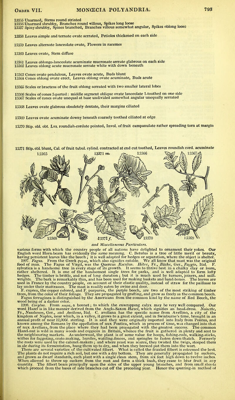 13S5S Unarmed, Stems round striated 13356 Unarmed shrubby, Branches round villous, Spikes long loose 13357 Spiny shrubby, Spines branched, Branches villous somewhat angular, Spikes oblong loose 13358 Leaves simple and temate ovate serrated, Petioles thickened on each side 13359 Leaves alternate lanceolate ovate, Flowers in racemes 13360 Leaves ovate, Stem diffuse 13361 Leaves oblongo-lanceolate acuminate mucronate serrate glabrous on each side 13362 Leaves oblong acute mucronate serrate white with down beneath 13363 Cones ovate pendulous, Leaves ovate acute, Buds blunt 13364 Cones oblong ovate erect, Leaves oblong ovate acuminate, Buds acute 13365 Scales or bracteas of the fruit oblong serrated with two smaller lateral lobes 13366 Scales of cones 3-parted: middle segment oblique ovate lanceolate 1-toothed on one side 13367 Scales of cones ovate unequal at base undivided somewhat angular unequally serrated 13368 Leaves ovate glabrous obsoletely dentate, their margins ciliated 13369 Leaves ovate acuminate downy beneath coarsely toothed ciliated at edge 13370 Stip. obi. obt. Lvs. roundish-cordate pointed, Invol. of fruit campanulate rather spreading torn at margin 13371 Stlp. obL blunt, Cal. of fruit tubul. cylind. contracted at end cut toothed, Leaves roundish cord, acuminate and Miscellaneous Particulars. various forms with which the country people of all nations have delighted to ornament their yokes. Our English word Horn-beam has evidently the same meaning. C. Betulus is a tree of little merit or beauty, having persistent leaves like the beech j it is well adapted for hedges or separation, where the object is shelter. 1997. Fagus. From the Greek p/iyoz, which also signifies eatable. We all know that mast was the original food of man. The Fagus of Virgil, was the Quercus jEsculus. Hitre, Fr., Miche, Ger., Faggio, Ital. F. sylvatica is a handsome tree in every stage of its growth. It seems to thrive best in a chalky clay or loam, rather sheltered. It is one of the handsomest single trees for parks, and is well adapted to form lofty hedges. The timber is brittle, and not of long duration ; but it is much used by turners, joiners, and mill- wrights. The bark is remarkably thin, and has been used for making baskets and band-boxes. The leaves are used in France by the country people, on account of their elastic quality, instead of straw for the paillasse to lay under their mattrasscs. The mast is readily eaten by swine and deer. F. cuprea, the copper colored, and F. purpurea, the purple beech, are two of the most striking of timber trees, from the color of their foliage. They are propagated by grafting, and grow as freely as the common beech. Fagus ferruginea is distinguished by the Americans from the common kind by the name of Red Beech, the wood being of a darker color. 1998. Corylus. From xe^vt, a bonnet; to which the enwrapping calyx may be very well compared. Our word Hazel is in like manner derived from the Anglo-Saxon Hcescl, which signifies an head-dress. Noisette, Fr., Nussbaum, Ger., and Avellano, Ital. C. avellana has the specific name from Avellino, a city of the kingdom of Naples, near which, in a valley, it grows to a great extent, and in Swinburne's time, brought in an annual profit of near 12,000/. sterling. It is said they were originally imported into Italy from Pontus, and known among the Romans by the appellation of nux Pontica, which in process of time, was changed into that of nux Avellana, from the place where they had been propagated with the greatest success. The common Hazel-nut is wild in many woods and coppices in Britain, whence the fruit is gathered in plenty and sent to the neighbouring markets. As underwood, the plant is of some value for hoops, fishing-rods, walking-sticks, withes for faggoting, crate-making, hurdles, wattling-fences, and springles to fasten down thatch. Formerly the roots were used by the cabinet-makers ; and where yeast was scarce, they twisted the twigs, steeped them in ale during its fermentation, hung them up to dry, and when they brewed put them into the wort. There are several varieties uf the cultivated filbert. What is called the frizzled filbert is esteemed the best. The plants do not require a rich soil, but one with a dry bottom. They are generally propagated by suckers, and grown as dwarf standards, each plant with a single clean stem, from six feet high down to twelve inches. When allowed to throw up suckers from the root and form a thick bush, they cease to bear fruit in any quantity. The filbert bears principally upon the sides of the upper young branches, and from small shoots which proceed from the bases of side branches cut off the preceding year. Hence the spurring-in method of