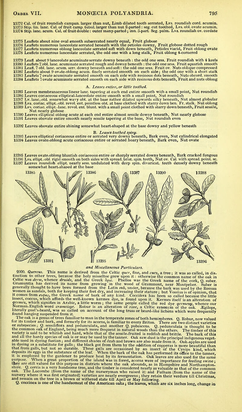 13372 Cal. of fruit roundish campan. larger than nut, Limb dilated tooth serrated, Lvs. roundish cord, acumin. 13373 Stip. lin. lane. Cal. of fruit camp. tubuL larger than nut 2-parted : seg. cut toothed, Lvs. obi. ovate acumin. 13374 Stip. lane. acum. Cal. of fruit double: outer rnany-parted; inn. 3-part. Seg. palm. Lvs. roundish ov. cordate 13375 Leaflets about nine oval smooth subserrated nearly equal, Fruit globose 13376 Leaflets numerous lanceolate serrated beneath with the petioles downy, Fruit globose dotted rough 13377 Leaflets numerous oblong lanceolate serrated soft with down beneath, Petioles viscid, Fruit oblong ovate 13378 Leaflets numerous lanceolate serrated, the odd one with a long stalk, Fruit oblong 4-cornered 13379 Leafl. about 9 lanceolate acuminate serrate downy beneath : the odd one sess. Fruit roundish with 4 keels 13380 Leaflets 7,obl. lane, acuminate serrated rough and downy beneath : the odd one sess. Fruit squarish smooth 13381 Leafl. 7 obi. lane. acum. serr. downy beneath and soft: the odd one sess. Fruit ov. Nuts oblique compressed 13382 Leaflets about 9 ovate-oblong acum. finely serrated smooth on each side; the odd one with a short stalk 13383 Leaflets 7 ovate acuminate serrated smooth on each side with resinous riots beneath, Nuts obcord. smooth 13384 Leaflets 7 ovate acuminate serrated smooth on each side with resinous dots beneath, Fruit and nuts oblong A. Leaves entire, or little toothed. 13385 Leaves membranaceous linear lane, tapering at each end entire smooth with a small point, Nut roundish 13386 Leaves coriaceous elliptical-lanceolate entire smooth with a small point, Nut roundish 13387 Lv. lanc-obl. somewhat wavy obt. at the base rather dilated upwards silky beneath, Nut almost globular 13388 Lvs. coriac. ellipt.-obl. revol. ent. pointless obt. at base clothed with starry down ben. Fr. stalk. Nut oblong 13389 Lvs. coriac. ellipt.-lanc. revol. ent. blunt, with a small point clothed with starry down beneath, Fruit sessile, Nut nearly globose 13390 Leaves elliptical oblong acute at each end entire almost sessile downy beneath, Nut nearly globose 13391 Leaves obovate entire smooth nearly sessile tapering at the base, Nut roundish even 13392 Leaves obovate entire shining somewhat heart-shaped at the base downy and yellow beneath B. Leaves toothed spiny. 13393 Leaves elliptical coriaceous entire or serrated very downy beneath, Bark even, Nut cylindrical elongated 13394 Leaves ovate-oblong acute coriaceous entire or serrated hoary beneath, Bark even, Nut ovate 13395 Leaves ovate-oblong bluntish coriaceous entire or sharply serrated downy beneath, Bark cracked fungous 13396 Lvs. ellipt.-obl. rigid smooth on both sides with spread, brist. spin, teeth, Nut ov. Cal. with spread, point, sc. 13397 Leaves roundish ellipt. nearly sess. undulated with deep spin, divaricat. teeth densely downy beneath somewhat heart-shaped at the base and Miscellaneous Particulars. 2000. Quercus. This name is derived from the Celtic quer, fine, and cuez, a tree; it was so called, in dis- tinction to other trees, because the holy misseltoe grew upon it: otherwise the common name of the oak in Celtic was derw, whence druids, and the Greek Seus. Phellos was the Greek name of the cork, Q. suber. Gramuntia has derived its name from growing in the wood of Grammont, near Montpelier. Suber is generally thought to have been formed from the Latin sub, under, because the bark was used by the Roman women as sandals, both for keeping their feet dry, and increasing their stature ; but Vossius is of opinion, that it comes from cv$a.e, the Greek name of bark of any kind. Coccifera has been so called because the little insect, coccus, which affords the well-known kermes dye, is found upon it. Kermes itself is an alteration of qermez, which signifies in Arabic, a little worm ; the same people called the red dye qermezy, whence our Norman-English word cramoisye. Robur is an alteration of rove, a Celtic synonym ot the oak. jEgilops literally goat's-beard, was so called on account of the long truss or beard-like lichens which were frequently found hanging suspended from it. The oak is a genus of trees familiar to man in the temperate zones of both hemispheres. Q. Robur, now valued for its timber and bark, and formerly for its acorns, is familiar to every Briton. There are two distinct varieties or subspecies; Q. sessiliflora and pedunculata, and another Q. pubescens. Q. pedunculata is thought to be the common oak of England, being much more frequent in natural woods than the others. The timber of this variety is said to be whitish and hard, while that of the sessile-fruited is reddish and brittle. The bark of this and all the hardy species of oak is or may be used by the tanner. Oak saw-dust is the principal indigenous veget- able used in dyeing fustian ; and different shades of drab and brown are also made from it. Oak-apples are used in dyeing as a substitute for galls; the black got from them by the addition of copperas is more beautiful than that from galls, but not so durable. These galls are occasioned by an insect of the Cynips kind which deposits its eggs in the substance of the leaf. When the bark of the oak has performed its office to the'tanner, it is employed by the gardener to produce heat by its fermentation. Oak leaves are also used for the same purpose. When a great proportion of the island was in forest, acorns were of importance for feeding swine • they are still valued for this purpose in districts where the oak abounds, as in Hampshire and Northampton- shire. Q. cerris is a very handsome tree, and the timber is considered nearly as valuable as that of the common oak. Ihe Lucombe (from the name of the nurseryman who raised it) and Fulham (from the name of the nursery where it was first originated) varieties are nearly evergreens; they retain their verdure till Christmas, and remain on the tree in a brown or withered state till April or May following. Q. coccinea is one of the handsomest of the American oaks j the leaves, which are six inches long, change in