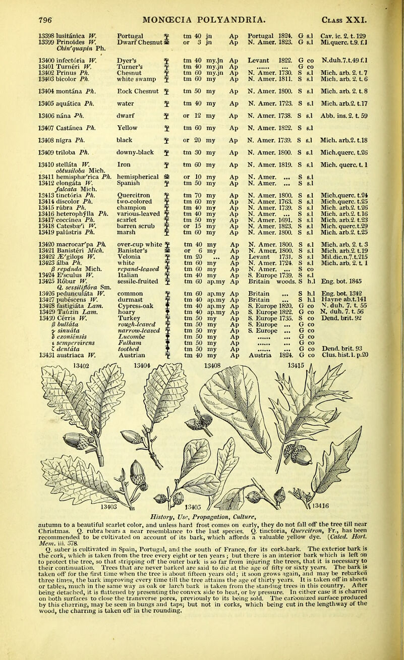 13398 lusitantca W. 13339 Prinoides W. Chin'quapin Ph. 13400 infect6ria W. 1S401 Turneri W. 13402 Prinus PA. 13403 tricolor PA. 13404 montana PA. 13405 aquatica Ph. 13406 nana Ph. 13407 Castanea Ph. 13408 nigra PA. 13409 triloba PA. 13410 stellata W. obtusiloba Mich. 13411 hemisphae'rica PA. 13412 elongata W. falcata Mich. 13413 tinctoria PA. 13414 discolor PA. 13415 rubra PA. 13416 heterophflla PA. 13417 coccinea PA. 13418 Catesba/i W. 13419 palustris PA. 13420 macrocar'pa Ph. 13421 Banisteri Mich. 13422 JE'gilops W. 13423 alba PA. |8 repdnda Mich. 13424 E'sculus W. 13425 Robur W. Q. sessiliflora Sm. 13426 pedunculata W. 13427 pubescens IV. 13428 fastigiata Lam. 13429 Tauzin Lam. 13430 Cerrjs W. (3 bulldta y sinuata $ exoniensis s semperv'trens Z dentata 13431 austriaca W. Portugal % Dwarf Chesnutii tm 40 jn or 3 jn Ap Ap Portugal 1824. G 8.1 Cav. ic. 2.1.129 N. Amer. 1823. G s.l Mi.querc. t.9. f.J tm 40 my.jn Ap tm 40 my.jn Ap tm 60 my.jn Ap tm 60 my Ap Levant 1822. G co G co N. Amer. 1730. S s.l N. Amer. 18U. S s.l N.duh.7.t.49f.l Mich. arb. 2. t. 7 Mich. arb. 2. t. 6 hemispherical Spanish J Quercitron two-colored champion various-leaved scarlet barren scrub marsh over-cup white J Banister's sfc Velonia $ white J repand-leaved 5 Italian J sessile-fruited $ common durmast j Cypress-oak J hoary ^ Turkey ¥ rough-leaved t narrow-leaved 5 Lucombe J£ Fulham f toothed J Austrian ¥ tm 50 my tm 40 my or 12 my tm 60 my or 20 my tm 30 my tm 60 my or 10 my tm 50 my tm 70 my tm 60 my tm 40 my tm 40 my tm 50 my or 15 my tm 60 my tm 40 my or 6 my tm 20 tm 60 my tm 60 my tm 40 my Ap Ap Ap Ap Ap Ap Ap Ap Ap Ap Ap Ap Ap Ap Ap Ap Ap Ap Ap Ap Ap Ap N. Amer. 1800. S s.l Mich. arb. 2. t. 8 N. Amer. 1723. S s.l Mich, arb.2. t.17 N. Amer. 1738. S s.l Abb. ins. 2. t. 59 N. Amer. 1822. S s.l N. Amer. 1739. S s.l Mich, arb.2. t.18 N. Amer. 1800. S s.l Mich.qucrc. t.26 N. Amer. 1819. S s.l Mich, querc. 1.1 S .S s s s s tm 60 ap.my Ap Britain woods. S N. Amer. N. Amer. N. Amer. 1800. N. Amer. 1763. N. Amer. 1739. N. Amer. ... N. Amer. 1691. N. Amer. 1823. N. Amer. 1800. N. Amer. 1800. N. Amer. 1800. Levant 1731. N. Amer. 1724. N. Amer. ... S. Europe 1739. S s.l S s.l S s.l S s.l Mich.querc. t.24 Mich.querc. t.25 Mich, arb.2. t26 Mich, arb.2. t.16 Mich, arb.2. t.23 Mich, querc. t.29 Mich, arb.2. t.25 Mich. arb. 2. t. 3 Mich, arb.2.1.19 Mil.dic.n.7.t.215 Mich. arb. 2.11 tm 60 tm 40 tm 40 tm 40 tm 50 tm 50 tm 50 tm 50 tm 50 tm SO tm 40 ap.my Ap ap.my Ap ap.my Ap ap.my Ap my Ap my Ap my Ap my Ap my Ap my Ap my Ap 13408 , >^^} Britain ... Britain S. Europe 1820. S. Europe 1822. S. Europe 1735. S. Europe ... S. Europe ... S h.l S h.l G co G co S co G co G co G co G co G co G co Eng. bot. 1845 Eng. bot 1342 Havne ab.t.141 V.duh. 7. t. 55 N. duh. 7. t. 56 Dend. brit. 92 Dend. brit. 93 Clus.hist.l.p.20 History, Use, Propagation, Culture, autumn to a beautiful scarlet color, and unless hard frost comes on early, they do not fall off the tree till near Christmas. Q. rubra bears a near resemblance to the last species. Q. tinctoria, Quercitron, Fr., has been recommended to be cultivated on account of its bark, which affords a valuable yellow dye. (Caled. Hort. Mem. iii. 378. O. suber is cultivated in Spain, Portugal, and the south of France, for its cork-bark. The exterior bark is thecork, which is taken from the tree every eight or ten years ; but there is an interior bark which is left on to protect the tree, so that stripping off the outer bark is so far from injuring the trees, that it is necessary to their continuation. Trees that are never barked are said to die at the age of fifty or sixty years. The bark is taken off for the first time when the tree is about fifteen years old; it soon grows again, and may be rebarked three times, the bark improving every time till the tree attains the age of thirty years. It is taken off in sheets or tables, much in the same way as oak or larch bark is taken from the standing trees in this country. After being detached, it. is flattened by presenting the convex side to heat, or by pressure. In either case it is charred on both surfaces to close the transverse pores, previously to its being sold. The carbonized surface produced by this charring, may be seen in bungs and taps; but not in corks, which being cut in the lengthway of the wood, the charring is taken off in the rounding.