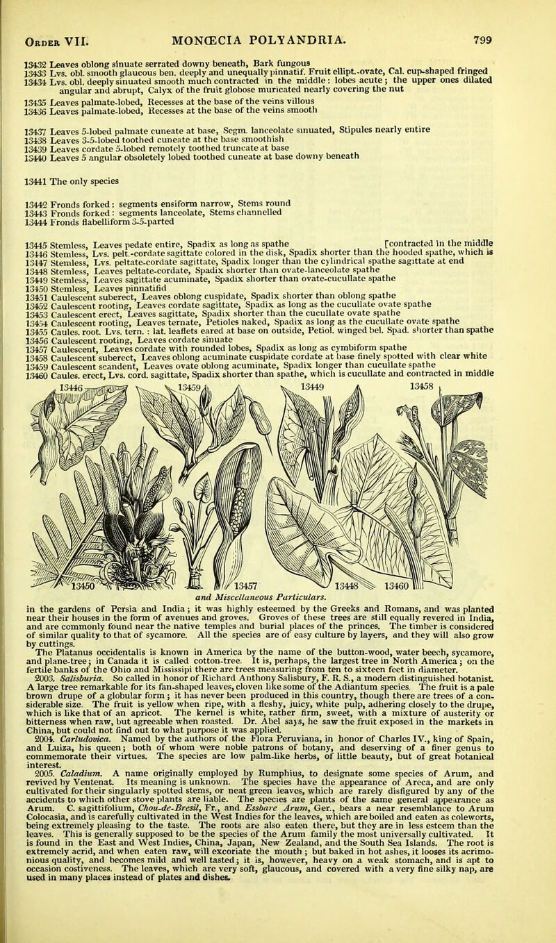 13432 Leaves oblong sinuate serrated downy beneath, Bark fungous 13433 Lvs. obi. smooth glaucous ben. deeply and unequally pinnatif. Fruit ellipt-ovate, Cal. cup-shaped fringed 13431 Lvs. obi. deeply sinuated smooth much contracted in the middle: lobes acute ; the upper ones dilated angular and abrupt, Calyx of the fruit globose muricated nearly covering the nut 13435 Leaves palmate-lobed, Recesses at the base of the veins villous 13436 Leaves palmate-lobed, Recesses at the base of the veins smooth 13437 Leaves 5-lobed palmate cuneate at base, Segm. lanceolate sinuated, Stipules nearly entire 13438 Leaves 3-5-lobed toothed cuneate at the base smoothish 13439 Leaves cordate 5-lobed remotely toothed truncate at base 13440 Leaves 5 angular obsoletely lobed toothed cuneate at base downy beneath 13441 The only species 13442 Fronds forked: segments ensiform narrow, Stems round 13443 Fronds forked : segments lanceolate, Stems channelled 13444 Fronds flabelliform 3-5-parted 13445 Stemless, Leaves pedate entire, Spadix as long as spathe [contracted in the middle 13+46 Stemless, Lvs. pelt.-cordate sagittate colored in the disk, Spadix shorter than the hooded spathe, which is 13147 Stemless, Lvs. peltate-cordate sagittate, Spadix longer than the cylindrical spathe sagittate at end 13448 Stemless, Leaves peltate-cordate, Spadix shorter than ovate-lanceolate spathe 13449 Stemless, Leaves sagittate acuminate, Spadix shorter than ovate-cucullate spathe 13450 Stemless, Leaves pinnatifid 13451 Caulescent suberect, Leaves oblong cuspidate, Spadix shorter than oblong spathe 13452 Caulescent rooting, Leaves cordate sagittate, Spadix as long as the cucullate ovate spathe 13453 Caulescent erect, Leaves sagittate, Spadix shorter than the cucullate ovate spathe 13454 Caulescent rooting, Leaves ternate, Petioles naked, Spadix as long as the cucullate ovate spathe 13455 Caules. root. Lvs. tern. : lat. leaflets eared at base on outside, Petiol. winged bel. Spad. shorter than spathe 13456 Caulescent rooting, Leaves cordate sinuate 13457 Caulescent, Leaves cordate with rounded lobes, Spadix as long as cymbiform spathe 13458 Caulescent suberect, Leaves oblong acuminate cuspidate cordate at base finely spotted with clear white 13459 Caulescent scandent, Leaves ovate oblong acuminate, Spadix longer than cucullate spathe 13460 Caules. erect, Lvs. cord, sagittate, Spadix shorter than spathe, which is cucullate and contracted in middle and Miscellaneous Particulars. in the gardens of Persia and India; it was highly esteemed by the Greeks and Romans, and was planted near their houses in the form of avenues and groves. Groves of these trees are still equally revered in India, and are commonly found near the native temples and burial places of the princes. The timber is considered of similar quality to that of sycamore. All the species are of easy culture by layers, and they will also grow by cuttings. The Platanus occidentalis is known in America by the name of the button-wood, water beech, sycamore, and plane-tree; in Canada it is called cotton-tree. It is, perhaps, the largest tree in North America; on the fertile banks of the Ohio and Mississipi there are trees measuring from ten to sixteen feet in diameter. 2003. Salisburia. So called in honor of Richard Anthony Salisbury, F. R. S., a modern distinguished botanist A large tree remarkable for its fan-shaped leaves, cloven like some of the Adiantum species. The fruit is a pale brown drupe of a globular form ; it has never been produced in this country, though there are trees of a con- siderable size The fruit is yellow when ripe, with a fleshy, juicy, white pulp, adhering closely to the drupe, which is like that of an apricot. The kernel is white, rather firm, sweet, with a mixture of austerity or bitterness when raw, but agreeable when roasted. Dr. Abel says, he saw the fruit exposed in the markets in China, but could not find out to what purpose it was applied. 2004. Carludovica. Named by the authors of the Flora Peruviana, in honor of Charles IV., king of Spain, and Luiza, his queen; both of whom were noble patrons of botany, and deserving of a finer genus to commemorate their virtues. The species are low palm-like herbs, of little beauty, but of great botanical interest. 2005. Caladium. A name originally employed by Rumphius, to designate some species of Arum, and revived by Ventenat. Its meaning is unknown. The species have the appearance of Areca, and are only cultivated for their singularly spotted stems, or neat green ieaves, which are rarely disfigured by any of the accidents to which other stove plants are liable. The species are plants of the same general appearance as Arum. C. sagittifolium, Chou-de-Bresil, Fr., and Essbare Arum, Ger., bears a near resemblance to Arum Colocasia, and is carefully cultivated in the West Indies for the leaves, which are boiled and eaten as coleworts, being extremely pleasing to the taste. The roots are also eaten there, but they are in less esteem than the leaves. This is generally supposed to be the species of the Arum family the most universally cultivated. It is found in the East and West Indies, China, Japan, New Zealand, and the South Sea Islands. The root is extremely acrid, and when eaten raw, will excoriate the mouth ; but baked in hot ashes, it looses its acrimo- nious quality, and becomes mild and well tasted; it is, however, heavy on a weak stomach, and is apt to occasion costiveness. The leaves, which are very soft, glaucous, and covered with a very fine silky nap, are used in many places instead of plates and dishes.