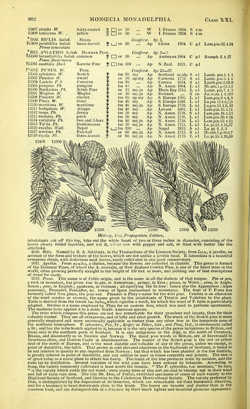 13497 crinita W. 1341)8 lutescens W. , *2010. BE'LIS. Salisb. $13499 jaculifolia Salisb. Pinus lanceolata *2011. A'GATHIS Salisb. §13500 loranthifOlia Sal Pinus Dam'mar §13501 australis Ho/t. t*2012. PI'NUS. IV. 13502 sylvestris TV. 13503 Pumllio IV. 13504 Laricio P. S. 13505 pungens Ph 13506 Banksiana />A. 13507 Mtighus IV. 13508 Pinaster TV. 13509 Pinea W. 13510 maritima W. 13511 halepensis TV. 13512 inops Ph. 13513 resinosa PA. 13514 variabilis Ph. 13515 Tje'da PA. 13516 excelsa Wall. 13517 serotma Ph. 13518 rigida Ph. ■ 134<J9 hairy-coated ft yellow Belis. lance-leaved J Dammar Pine. I~l or 20 □ or 20 W \v I. France 1824. I. France 1824. r.m r.m Conifens. Sp. 1. L_l or 20 ... Ap China 1804. C p.l Lam.pin.52. t.34 common f O or 30 Ap Kawrie Pine 1 O tm 100 Ap Pine. Cotiiferce. Scotch f tm 80 my Ap dwarf 2 or 20 ap.my Ap Corsican 2 tm 80 Ap pungent 2 tm 40 Ap Scruh Pine 2 or 12 my.jn Ap Mugho 2 or 10 my.jn Ap cluster 2 tm 60 ap. my Ap stone tin 40 my Ap maritime I tm 40 my.jn Ap Aleppo 2 tm 40 my Ap Jersey 2 tm 50 my Ap pitch 2 tm 50 my Ap two and 3-leav. 2 tm 40 my.jn Ap frankincense 2 tm 30 my.jn Ap Nepal 2 i_ J tm 100 Ap Fox-tail 2 or 60 my.jn Ap three-leaved 2 or 80 my.jn Ap Amboynal804. C Ap N. Zeal. 1821. C p.l Rumph. 2. t. 57 p.l Sp. 22—27. Scotland Carniola Corsica N. Amer. Huds.Bay Switzerl. S. Europe S. Europe S. Europe Levant N. Amer. N. Amer. N. Amer. N. Amer. Nepal N. Amer. N. Amer. scalp. S 1779. S 1814. 1804. 1785. 159.;. 1548. 1759. um. 1756. 1739. 1713. 1823. 1713. 1759. L Lamb. pin. 1.1.1 Lamb. pin.5. t. 2 Lamb.pin.2.28.9 Mi.arb.l.p.61.t.5 Lamb, pin.7. t. 3 Jac.ic.ra.l. 1.193 Lam.pin.9. t.4,5 Lam.pm.;,. La.pin ll.t.6,7,8 La.pin.13. t.9,10 _ Larn.pin.15. t.ll 1739. S s.l Lam.pin.18. t.13 ' Lam.pin.20. t.14 Lam.pin.22.1.15 La. pi.23.1.16,17 La. pi. 2. 5.3 Mi.arb.l.p.86.t.7 La.pi.25. t.18,19 13510 History, Use, Propagation, Culture, inhabitants cut off this top, take out the white heart of two or three inches in diameter, consisting of the leaves closely folded together, and eat it, ether raw with pepper and salt, or fried with butter like the artichoke. 2010. Belis. Named by 11. A. Salisbury, in the Transactions of the Linnean Society, from iikos, a javelin, on account of the form and texture of the leaves, which are not unlike a javelin head. B. lanceolata is a beautiful evergreen shrub, with distichous neat leaves, easily cultivated in any good conservatory. 2011. Agathis. From ocyccS-i;, a cluster, because the flowers are collected in clusters. This genus is formed of the Dammar Pines, of which the A. australis, or New Zealand Cowdie Pine, is one of the finest trees in the world, often growing perfectly straight to the height of 100 feet or more, and yielding one of best descriptions of wood for masts. 2012. Pinus. This name is of Celtic origin, and is the same in all the dialects of that tongue. Pin or pen, a rock or mountain, has given rise to pin, ill Armorican; peinge, in Erse; pinua, in Welsh ; pinu, in Anglo- Saxon ; pine, in English ; pynbaum, in German ; all signifying the fir-tree : hence also the Appennines (AJpes pennines), Pennafiel, Pennaflor, &c. towns of Spain embosomed in mountains. The fruit of P. Pinea was formerly called Nux pinea, the pine nut. Pinaster is Pliny's name for the wild pine. Cembra is an alteration of the word cembro or cirmolo, the name given by the inhabitants of Trentin and Valteline to the plant. Tffida is derived from the Greek iocs SaSaj,which signifies a torch, for which the wood of P. tceda is particularly adapted. Strobus is a name employed by Pliny for an eastern tree, which was used to perfume apartments. The moderns have applied it to a noble North American species. The trees which compose this genus are not less remarkable for their grandeur and beauty, than for their valuable timber. They are all evergreens, and of lofty and erect growth. The trunk of the Scotch pine is more generally employed and more universally applicable as timber than any other tree in the temperate zone of the northern hemisphere. P. sylvestris, Pin, Ft., Kcifer or Fbhre, Ger., and Pina, Ital., is erroneously called a fir; and has the term Scotch applied to it, because it is the only species of the genus indigenous to Britain, and there only in the northern parts of Scotland. It is also indigenous in the Alps, in the north of Germany, Russia, and abundantly so in Sweden and Norway. The finest pine woods in Britain, are at Invercauld in Inverness-shire, and Gordon Castle in Aberdeenshire. The timber of the Scotch pine is the red or yellow deal of the north of Europe, and is the most durable and valuable of any of the genus, unless we except, in point of durability, the larch. That grown in cold elevated situations in the highlands of Scotland, is found to be not inferior in quality to any imported from Norway ; but that which has been planted in the low districts, is greatly inferior in point of durability, and can seldom be used in house carpentry and joinery. The tree is of great value as a nurse plant to others less hardy. The trunk of the tree produces resin by. incision, and the roots tar by distillation. Several varieties of the wild pine have been noticed by botanists. According to Sang, the variety commonly cultivated is least worth the trouble.  The P. sylvestris, var. montana, he says,  is the variety which yields the red wood : even young trees of this sort are said to become red in their wood and full of resin very soon. The late Mr. Don, of Forfar, exhibited specimens of cones of each variety to the Highland Society of Scotland, and likewise to the Caledonian Horticultural Society. The variety preferred by Don, is distinguished by the disposition of its branches, which are remarkable for their horizontal direction, and for a tendency to bend downwards close to the trunk. The leaves are broader and shorter than in the common kind, and are distinguishable at a distance by their much lighter and beautiful glaucous appearance.