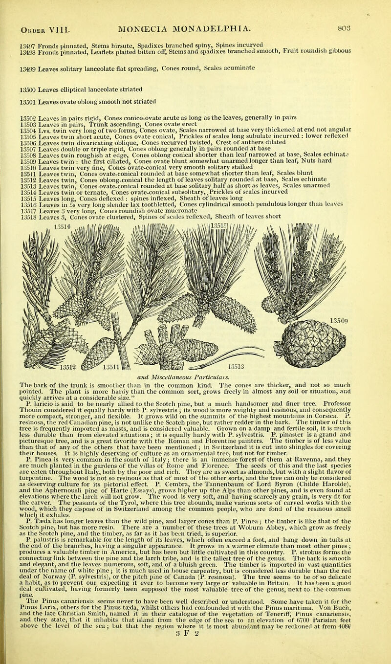 134!)7 Fronds pinnated, Stems hirsute, Spadixes branched spiny, Spines incurved 13498 Fronds pinnated, Leaflets plaited bitten off, Stems and spadixes branched smooth, Fruit roundish gibbous 13499 Leaves solitary lanceolate flat spreading, Cones round, Scales acuminate 13500 Leaves elliptical lanceolate striated 13501 Leaves ovate oblong smooth not striated 13502 Leaves in pairs rigid, Cones conico-ovate acute as long as the leaves, generally in pairs 1.3503 Leaves in pairs, Trunk ascending, Cones ovate erect 13504 Lvs. twin very long of two forms, Cones ovate, Scales narrowed at base very thickened at end not angular 13505 Leaves twin short acute, Cones ovate conical, Prickles of scales long subulate incurved : lower reflexed 13506 Leaves twin divaricating oblique, Cones recurved twisted, Crest of anthers dilated 13507 Leaves double or triple rigid, Cones oblong generally in pairs rounded at base 13508 Leaves twin roughish at edge, Cones oblong conical shorter than leaf narrowed at base, Scales echinatj 13500 Leaves twin : the first ciliated, Cones ovate blunt somewhat unarmed longer than leaf, Nuts hard 13510 Leaves twin very fine, Cones ovate-conical very smooth solitary stalked 13511 Leaves twin. Cones ovate-conical rounded at base somewhat shorter than leaf, Scales blunt 13512 Leaves twin, Cones oblong-conical the length of leaves solitary rounded at base, Scales echinate 13513 Leaves twin, Cones ovate-conical rounded at base solitary half as short as leaves, Scales unarmed 13514 Leaves twin or ternate, Cones ovate-conical subsolitary,. Prickles of scales incurved 13515 Leaves long, Cones deflexed : spines inflexed, Sheath of leaves long 13516 Leaves in 5s very long slender lax toothletted, Cones cylindrical smooth pendulous longer than leaves 13517 Leaves 3 very long, Cones roundish ovate mucronate 13518 Leaves 3, Cones ovate clustered, Spines of scales reflexed, Sheath of leaves short and Miscellaneous Particulars. The bark of the trunk is smoother than in the common kind. The cones are thicker, and not so much pointed. The plant is more hardy than the common sort, grows freely in almost any soil or situation, and quickly arrives at a considerable size. P. laricio is said to be nearly allied to the Scotch pine, but a much handsomer and finer tree. Professor Thouin considered it equally hardy with P. sylvestris ; its wood is more weighty and resinous, and consequently more compact, stronger, and flexible. It grows wild on the summits of the highest mountains in Corsica. P. resinosa, the red Canadian pine, is not unlike the Scotch pine, but rather redder in the bark. The timber of this tree is frequently imported as masts, and is considered valuable. Grown on a damp and fertile soil, it is much less durable than from elevated situations; it is equally hardy with P. sylvestris. P. pinaster is a grand and picturesque tree, and is a great favorite with the Roman and Florentine painters. The timber is of less value than that of any of the others that have been mentioned; in Switzerland it is cut into shingles for covering their houses. It is highly deserving of culture as an ornamental tree, but not for timber. P. Pinea is very common in the south of Italy; there is an immense forest of them at Ravenna, and they are much planted in the gardens of the villas of Rome and Florence. The seeds of this and the last species are eaten throughout Italy, both by the poor and rich. They are as sweet as almonds, but with a slight flavor of turpentine. The wood is not so resinous as that of most of the other sorts, and the tree can only be considered as deserving culture for its pictorial effect. P. Cembra, the Tannenbaum of Lord Byron (Childe Harolde), and the Aphernousli pine of Harte (Essays), grows higher up the Alps than other pines, and is even found at elevations where the larch will not grow. The wood is very soft, and having scarcely any grain, is very fit for the carver. The peasants of the Tyrol, where this tree abounds, make various sorts of carved works with the wood, which they dispose of in Switzerland among the common people, who are fond of the resinous smell which it exhales. P. Ta?da has longer leaves than the wild pine, and larger cones than P. Pinea; the timber is like that of the Scotch pine, but has more resin. There are a number of these trees at Woburn Abbey, which grow as freely as the Scotch pine, and the timber, as far as it has been tried, is superior. P. palustris is remarkable for the length of its leaves, which often exceed a foot, and hang down in tufts at the end of the branches, having a singular appearance. It grows in a warmer climate than most other pines ; produces a valuable timber in America, but has been but little cultivated in this country. P. strobus forms the connecting link between the pine and the larch tribe, and is the tallest tree of the genus. The bark is smooth and elegant, and the leaves numerous, soft, and of a bluish green. The timber is imported in vast quantities under the name of white pine; it is much used in house carpentry, but is considered less durable than the red deal of Norway (P. sylvestris), or the pitch pine of Canada (P. resinosa). The tree seems to be of so delicate a habit, as to prevent our expecting it ever to become very large or valuable in Britain. It has been a good deal cultivated, having formerly been supposed the most valuable tree of the genus, next to the common pine. The Pinus canadensis seems never to have been well described or understood. Some have taken it for the Pinus Larix, others for the Pinus ta;da, whilst others had confounded it with the Pinus maritima. Von Buch, and the late Christian Smith, named it in their catalogue of the vegetation of Teneriff, Pinus canadensis, and they state, that it inhabits that island from the edge of the sea to an elevation of 6700 Parisian feet above the level of the sea ; but that the region where it is most abundant may be reckoned at from 408(1