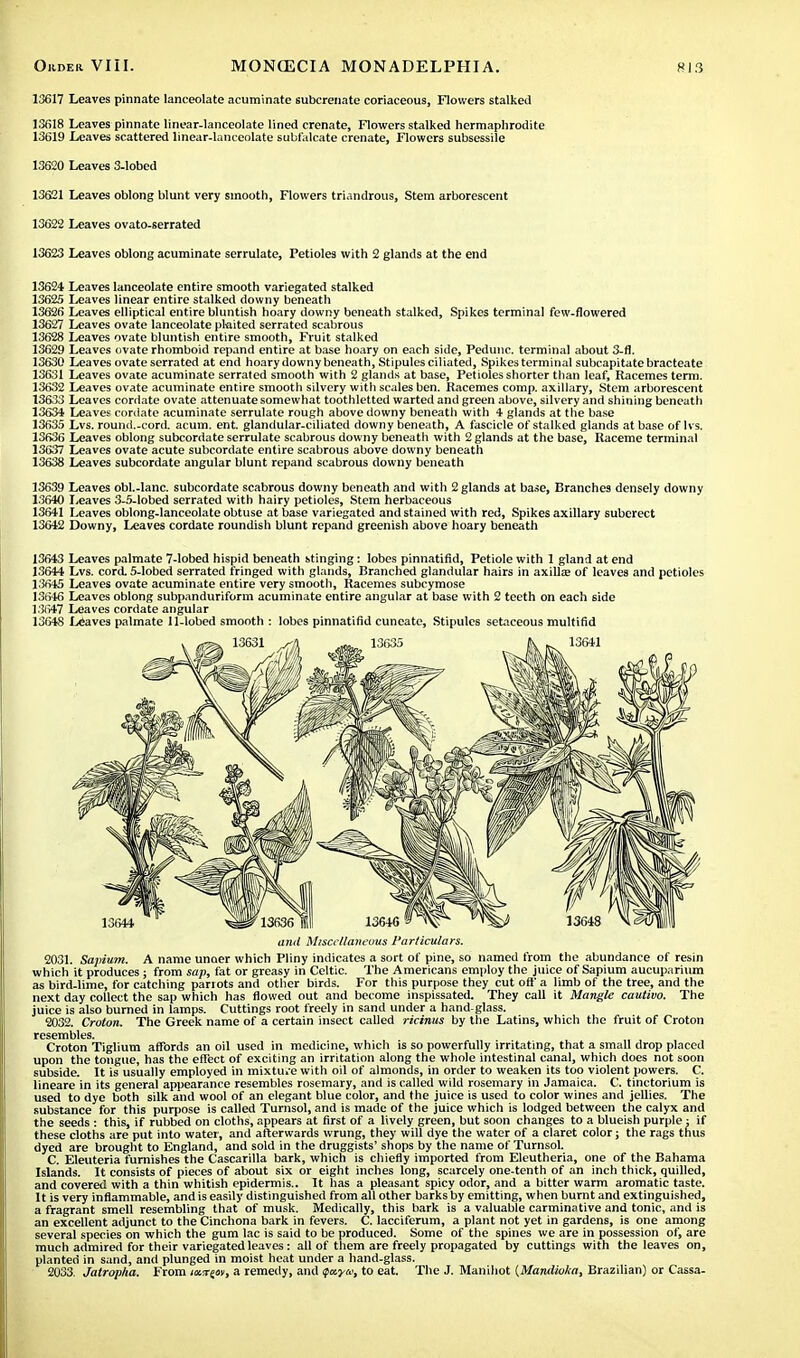 13617 Leaves pinnate lanceolate acuminate subcrenate coriaceous, Flowers stalked 13618 Leaves pinnate linear-lanceolate lined crenate, Flowers stalked hermaphrodite 13619 Leaves scattered linear-lanceolate subfalcate crenate, Flowers subsessile 13620 Leaves 3.1obed 13621 Leaves oblong blunt very smooth, Flowers triandrous, Stem arborescent 13622 Leaves ovato-serrated 13623 Leaves oblong acuminate serrulate, Petioles with 2 glands at the end 13624 Leaves lanceolate entire smooth variegated stalked 13625 Leaves linear entire stalked downy beneath 13626 Leaves elliptical entire bluntish hoary downy beneath stalked, Spikes terminal few-flowered 13627 Leaves ovate lanceolate plaited serrated scabrous 13628 Leaves ovate bluntish entire smooth, Fruit stalked 13629 Leaves ovate rhomboid repand entire at base hoary on each side, Pedunc. terminal about 3-fl. 13630 Leaves ovate serrated at end hoary downy beneath, Stipules ciliated, Spikes terminal subcapitatebracteate 13631 Leaves ovate acuminate serrated smooth with 2 glands at base, Petioles shorter than leaf, Racemes term. 13632 Leaves ovate acuminate entire smooth silvery with scales ben. Racemes comp. axillary, Stem arborescent 13633 Leaves cordate ovate attenuate somewhat toothletted warted and green above, silvery and shining beneath 13634? Leaves cordate acuminate serrulate rough above downy beneath with 4 glands at the base 13635 Lvs. round.-cord. acum. ent. glandular-ciliated downy beneath, A fascicle of stalked glands at base of Ivs. 13636 Leaves oblong subcordate serrulate scabrous downy beneath with 2 glands at the base, Raceme terminal 13637 Leaves ovate acute subcordate entire scabrous above downy beneath 13638 Leaves subcordate angular blunt repand scabrous downy beneath 13639 Leaves obl.-lanc. subcordate scabrous downy beneath and with 2 glands at base, Branches densely downy 13640 Leaves 3-5-lobed serrated with hairy petioles, Stem herbaceous 13641 Leaves oblong-lanceolate obtuse at base variegated and stained with red, Spikes axillary suberect 13642 Downy, Leaves cordate roundish blunt repand greenish above hoary beneath 13643 Leaves palmate 7-lobed hispid beneath stinging: lobes pinnatifid, Petiole with 1 gland at end 13644 Lvs. cord. 5-lobed serrated fringed with glands, Branched glandular hairs in axilla- of leaves and petioles 13645 Leaves ovate acuminate entire very smooth, Racemes subcymose 13646 Leaves oblong subpanduriform acuminate entire angular at base with 2 teeth on each side 13647 Leaves cordate angular 13648 Leaves palmate 11-lobed smooth : lobes pinnatifid cuneatc, Stipules setaceous multifid and Miscellaneous Particulars. 2031. Sapium. A name unaer which Pliny indicates a sort of pine, so named from the abundance of resin which it produces; from sap, fat or greasy in Celtic. The Americans employ the juice of Sapium aucuparinm as bird-lime, for catching parrots and other birds. For this purpose they cut oft' a limb of the tree, and the next day collect the sap which has flowed out and become inspissated. They call it Mangle cautivo. The juice is also burned in lamps. Cuttings root freely in sand under a hand-glass. 2032. Croton. The Greek name of a certain insect called ricinus by the Latins, which the fruit of Croton resembles. Croton Tiglium affords an oil used in medicine, which is so powerfully irritating, that a small drop placed upon the tongue, has the effect of exciting an irritation along the whole intestinal canal, which does not soon subside. It is usually employed in mixture with oil of almonds, in order to weaken its too violent powers. C. lineare in its general appearance resembles rosemary, and is called wild rosemary in Jamaica. C. tinctorium is used to dye both silk and wool of an elegant blue color, and the juice is used to color wines and jellies. The substance for this purpose is called Tumsol, and is made of the juice which is lodged between the calyx and the seeds : this, if rubbed on cloths, appears at first of a lively green, but soon changes to a blueish purple ; if these cloths are put into water, and afterwards wrung, they will dye the water of a claret color; the rags thus dyed are brought to England, and sold in the druggists' shops by the name of Turnsol. C. Eleuteria furnishes the Cascarilla bark, which is chiefly imported from Eleutheria, one of the Bahama Islands. It consists of pieces of about six or eight inches long, scarcely one-tenth of an inch thick, quilled, and covered with a thin whitish epidermis.. It has a pleasant spicy odor, and a bitter warm aromatic taste. It is very inflammable, and is easily distinguished from all other barks by emitting, when burnt and extinguished, a fragrant smell resembling that of musk. Medically, this bark is a valuable carminative and tonic, and is an excellent adjunct to the Cinchona bark in fevers. C. Iacciferum, a plant not yet in gardens, is one among several species on which the gum lac is said to be produced. Some of the spines we are in possession of, are much admired for their variegated leaves: all of them are freely propagated by cuttings with the leaves on, planted in sand, and plunged in moist heat under a hand-glass. 2033. Jairopha. From lour^m, a remedy, and (fa.ycc, to eat. The J. Manihot (Mantlioka, Brazilian) or Cassa-