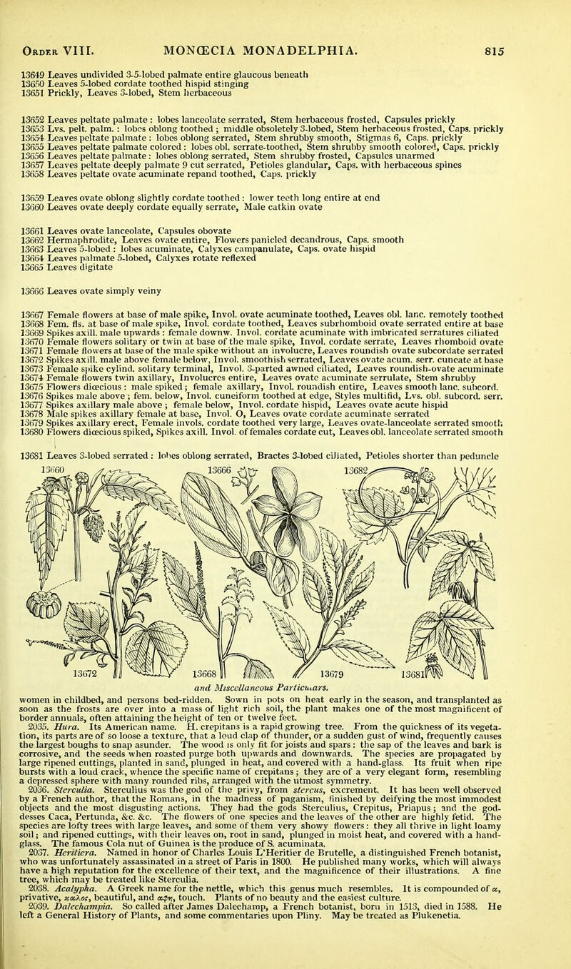 13649 Leaves undivided 3-5-lobed palmate entire glaucous beneath 13650 Leaves 5-lobed cordate toothed hispid stinging 13651 Prickly, Leaves 3-lobed, Stem herbaceous 13652 Leaves peltate palmate : lobes lanceolate serrated, Stem herbaceous frosted, Capsules prickly 13653 Lvs. pelt. palm.: lobes oblong toothed; middle obsoletely 3-lobed, Stem herbaceous frosted, Caps, prickly 13654 Leaves peltate palmate : lobes oblong serrated, Stem shrubby smooth, Stigmas 6, Caps, prickly 13655 Leaves peltate palmate colored : lobes obi. serrate-toothed, Stem shrubby smooth colored, Caps, prickly 136^6 Leaves peltate palmate: lobes oblong serrated, Stem shrubby frosted, Capsules unarmed 136.57 Leaves peltate deeply palmate 9 cut serrated, Petioles glandular, Caps, with herbaceous spines 13658 Leaves peltate ovate acuminate repand toothed, Caps, prickly 13659 Leaves ovate oblong slightly cordate toothed: lower teeth long entire at end 13660 Leaves ovate deeply cordate equally serrate, Male catkin ovate 13661 Leaves ovate lanceolate, Capsules obovate 13662 Hermaphrodite, Leaves ovate entire, Flowers panicled decandrous, Caps, smooth 13663 Leaves 5-lobed : lobes acuminate, Calyxes campanulate, Caps, ovate hispid 13664 Leaves palmate 5-lobed, Calyxes rotate reflexed 13665 Leaves digitate 13666 Leaves ovate simply veiny 13667 Female flowers at base of male spike, Invol. ovate acuminate toothed, Leaves obi. lane, remotely toothed 13668 Fern. fls. at base of male spike, Invol. cordate toothed, Leaves subrhomboid ovate serrated entire at base 13669 Spikes axill. male upwards : female downw. Invol. cordate acuminate with imbricated serralures ciliated 13670 Female flowers solitary or twin at base of the male spike, Invol. cordate serrate, Leaves rhomboid ovate 13671 Female flowers at baseof the male spike without an involucre, Leaves roundish ovate subcordate serrated 13672 Spikes axill. male above female below, Invol. smoothish serrated, Leaves ovate acum. serr. cuncate at base 13673 Female spike cylind. solitary terminal, Invol. 3-parted awned ciliated, Leaves roundish-ovate acuminate 13674 Female flowers twin axillary, Involucres entire, Leaves ovate acuminate serrulate, Stem shrubby 13675 Flowers dioecious: male spiked; female axillary, InvoL roundish entire, Leaves smooth lane, subcord. 13676 Spikes male above ; fern, below, Invol. cuneiform toothed at edge, Styles multifid, Lvs. obi. subcord. serr. 13677 Spikes axillary male above ; female below, Invol. cordate hispid, Leaves ovate acute hispid 13678 Male spikes axillary female at base, Invol. O, Leaves ovate cordate acuminate serrated 13679 Spikes axillary erect, Female invols. cordate toothed very large, Leaves ovate-lanceolate serrated smooth 13680 Flowers dicecious spiked, Spikes axill. Invol. of females cordate cut, Leaves obi. lanceolate serrated smootli 13681 Leaves 3-lobed serrated : lobes oblong serrated, Bractes 3-lobed ciliated, Petioles shorter than peduncle and Miscellaneous Parliciuars. women in childbed, and persons bed-ridden. Sown in pots on heat early in the season, and transplanted as soon as the frosts are over into a mass of light rich soil, the plant makes one of the most magnificent of border annuals, often attaining the height of ten or twelve feet. 2035. Hura. Its American name. H. crepitans is a rapid growing tree. From the quickness of its vegeta- tion, its parts are of so loose a texture, that a loud clap of thunder, or a sudden gust of wind, frequently causes the largest boughs to snap asunder. The wood is only fit for joists and spars: the sap of the leaves and bark is corrosive, and the seeds when roasted purge both upwards and downwards. The species are propagated by large ripened cuttings, planted in sand, plunged in heat, and covered with a hand-glass. Its fruit when ripe bursts with a loud crack, whence the specific name of crepitans; they are of a very elegant form, resembling a depressed sphere with many rounded ribs, arranged with the utmost symmetry. 2036. Slerculia. Sterculius was the god of the privy, from sterols, excrement. It has been well observed by a French author, that the Romans, in the madness of paganism, finished by deifying the most immodest objects and the most disgusting actions. They had the gods Sterculius, Crepitus, Priapus; and the god- desses Caca, Pertunda, &c. &c. The flowers of one species and the leaves of the other are highly fetid. The species are lofty trees with large leaves, and some of them very showy flowers: they all thrive in light loamy soil; and ripened cuttings, with their leaves on, root in sand, plunged in moist heat, and covered with a hand- glass. The famous Cola nut of Guinea is the produce of S. acuminata. 2037. Heritiera. Named in honor of Charles Louis L'Heritier de Brutelle, a distinguished French botanist, who was unfortunately assassinated in a street of Paris in 1800. He published many works, which will always have a high reputation for the excellence of their text, and the magnificence of their illustrations. A fine tree, which may be treated like Sterculia. 2038. Acalypha. A Greek name for the nettle, which this genus much resembles. It is compounded of a, privative, xaXoi, beautiful, and afn, touch. Plants of no beauty and the easiest culture. 2039. Dalechampia. So called after James Dalechamp, a French botanist, born in 1513, died in 1588. He left a General History of Plants, and some commentaries upon Pliny. May be treated as Plukenetia.