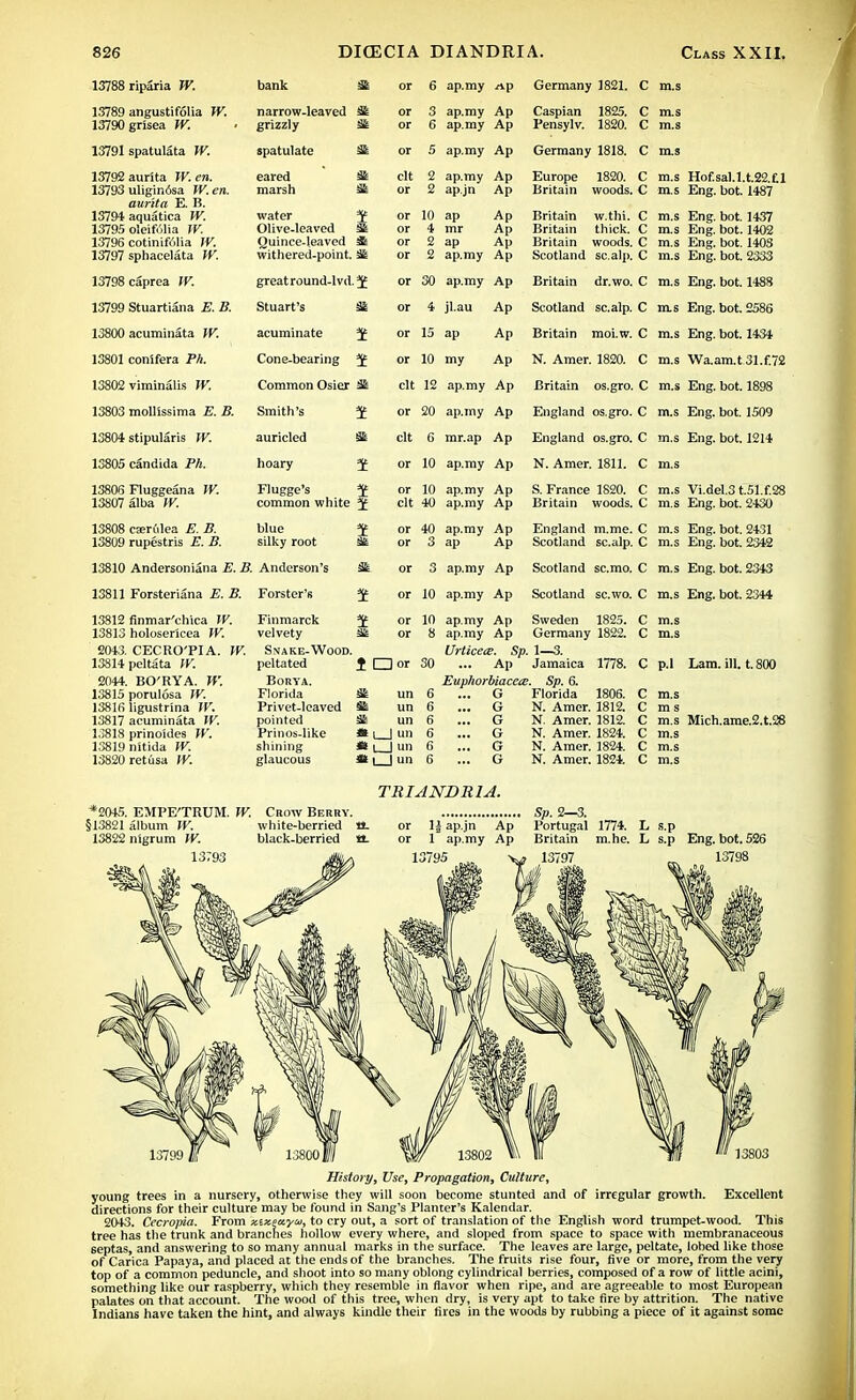 13788 riparia W. bank or 6 ap.my Germany 1821. C m.s 13789 angustifolia TV. narrow-leaved or 3 ap.my Ap Caspian 1825. C m.s 13790 grisea TV. grizzly 31 or 6 ap.my Ap Pensylv. 1820. C m.s 13791 spatulata W. spatulate or 5 ap.my Ap Germany 1818. C m.s 13792 aurita W.en. eared Sk clt 2 ap.my Ap Europe 1820. C m.s Hof.sal.l.t.22.£l 13793 uliginosa TV. en. marsh SI or 2 ap.jn Ap Britain woods. C m.s Eng. bot. 1487 aurita E. B. 13794 aquatica TV. water 1 or 10 ap Ap Britain w.thi. C m.s Eng. bot. 1437 13795 oleifulia TV. Olive-leaved Sis or 4 mr Ap Britain thick. C m.s Eng. bot. 1402 13796 cotinifulia TV. Quince-leaved m or 2 ap Ap Britain woods. C m.s Eng. bot. 1403 13797 sphacelata TV. withered-point, Sk or S ap.my Ap Scotland scalp. C m.s Eng! hoi 2333 13798 caprea TV. greatround-lvd.;^ or 30 ap.my Ap Britain dr.wo. C m.s Eng. bot. 1488 13799 Stuartiana E. B. Stuart's St or & jl.au Ap Scotland scalp. C nxs Eng. bot. 2586 13800 acuminata TV. acuminate or 15 ap Ap Britain moi.w. C m.s Eng. bot. 1434 13801 conifera Ph. Cone-bearing or 10 my Ap N. Amer. 1820. C m.s Wa.am.t31.f.72 13802 viminalis TV. Common Osier S£ clt 12 ap.my Ap Britain os.gro. C m.s Eng. bot. 1898 13803 moUSssima E. B. Smith's or 20 ap.my Ap England os.gro. C m.s Eng. bot. 1509 13804 stipularis TV. auricled clt 6 mr.ap Ad England os.gro. C ms Eng. bot. 1214 13805 Candida Ph. hoary 3E or 10 ap.my Ap N. Amer. 1811. C m.s 13806 Fluggeana TV. Flugge's or 10 ap.my Ap S. France 1820. C m.s Vi.del.3 t.51.f.28 13807 alba W. common white J clt 40 Ad Britain woods. C Eng. bot. 2430 13808 eseridea E. B. blue or 40 ap.my Ap England m.me. C m.s Eng. bot. 2431 13809 rupestris E. B. silky root or 3 ap Ap Scotland scalp. C m.s Eng! hoi. 2342 13810 Andersoniana E. B. Anderson's & or 3 ap.my Ap Scotland scmo. C m.s Eng. bot. 2343 13811 Forsteriana E. B. Forster's 1 or 10 ap.my Ap Scotland sc.wo. C m.s Eng. bot. 2344 13812 finmar'ehica TV. Finmarck or 10 ap.my Ap Sweden 1825. C m.s 13813 holosericea TV. velvety or 8 ap.my Ap Germany 1822. C m.s 2043. CECRO'PIA. TV. Snake-Wood Urticece. Sp. 1—3. 13814 pcltata W. peltated i 1 1 or 30 Ap Jamaica 1778. C n 1 p.i T nm ill t QOD 2044. BO'RYA. TV. BORYA. Euphorbiacete. Sp. 6. 13815 porulosa TV. Florida at un Q G Florida 1806. C 13816 ligustrina TV. Privet-leaved un 6 G N. Amer. 1812. C m s 13817 acuminata W, pointed m un 6 G N. Amer. 1812. C m.s Mich.ame.2.t.28 13818 prinoides TV. Prinos-like * i I un 6 G N. Amer. 1824. C m.s 13819 nitida W. shining Si l_J un 6 G N. Amer. 1824. C m.s 13820 retusa IV. glaucous it 1 | un 6 G N. Amer. 1824. C m.s TRIANDR1A. *2045. EMPE'TRUM. W. Crow Berry. Sp. 2—3. §13821 album W. white-berried tt. or \\ ap.jn Ap Portugal 1774. L s.p 13822 nigrum W. black-berried 4t or 1 ap.my Ap Britain m.he. L s.p Eng. bot. 526 History, Use, Propagation, Culture, young trees in a nursery, otherwise they will soon become stunted and of irregular growth. Excellent directions for their culture may be found in Sang's Planter's Kalendar. 2043. Cecropia. From xixea-y^, to cry out, a sort of translation of the English word trumpet-wood. This tree has the trunk and branches hollow every where, and sloped from space to space with membranaceous septas, and answering to so many annual marks in the surface. The leaves are large, peltate, lobed like those of Carica Papaya, and placed at the ends of the branches. The fruits rise four, five or more, from the very top of a common peduncle, and shoot into so many oblong cylindrical berries, composed of a row of little acini, something like our raspberry, which they resemble in flavor when ripe, and are agreeable to most European palates on that account. The wood of this tree, when dry, is very apt to take fire by attrition. The native Indians have taken the hint, and always kindle their fires in the woods by rubbing a piece of it against some