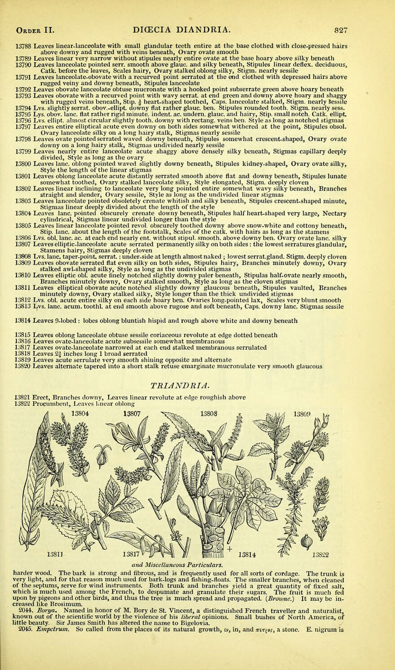 13788 Leaves linear-lanceolate with small glandular teeth entire at the base clothed with close-pressed hairs above downy and rugged with veins beneath, Ovary ovate smooth 13789 Leaves linear very narrow without stipules nearly entire ovate at the base hoary above silky beneath 13790 Leaves lanceolate pointed serr. smooth above glauc. and silky beneath, Stipules linear deflex. deciduous, Catk. before the leaves, Scales hairy, Ovary stalked oblong silky, Stigm. nearly sessile 13791 Leaves lanceolate-obovate with a recurved point serrated at the end clothed with depressed hairs above rugged veiny and downy beneath, Stipules lanceolate 13792 Leaves obovate lanceolate obtuse mucronate with a hooked point subserrate green above hoary beneath 13793 Leaves obovate with a recurved point with wavy serrat. at end green and downy above hoary and shaggy with rugged veins beneath, Stip. | heart-shaped toothed, Caps, lanceolate stalked, Stigm. nearly sessile 13794 Lvs. slightly serrat. obov.-ellipt. downy flat rather glauc. ben. Stipules rounded tooth. Stigm. nearly sess. 13795 Lys. obov. lane, flat rather rigid minute, indent, ac. undern. glauc. and hairy, Stip. small notch. Catk. ellipt. 13796 Lvs. ellipt. almost circular slightly tooth, downy with rectang. veins ben. Style as long as notched stigmas 13797 Leaves entire elliptical acute even downy on both sides somewhat withered at the point, Stipules obsol. Ovary lanceolate silky on a long hairy stalk, Stigmas nearly sessile 13798 Leaves ovate pointed serrated waved downy beneath, Stipules somewhat crescent-shaped, Ovary ovate downy on a long hairy stalk, Stigmas undivided nearly sessile 13799 Leaves nearly entire lanceolate acute shaggy above densely silky beneath, Stigmas capillary deeply divided, Style as long as the ovary 13800 Leaves lane, oblong pointed waved slightly downy beneath, Stipules kidney-shaped, Ovary ovate silky, Style the length of the linear stigmas 13801 Leaves oblong lanceolate acute distantly serrated smooth above flat and downy beneath, Stipules lunate somewhat toothed, Ovary stalked lanceolate silky, Style elongated, Stigm. deeply cloven 13802 Leaves linear inclining to lanceolate very long pointed entire somewhat wavy silky beneath, Branches straight and slender, Ovary sessile, Style as long as the undivided linear stigmas 13803 Leaves lanceolate pointed obsoletely crenate whitish and silky beneath, Stipules crescent-shaped minute, Stigmas linear deeply divided about the length of the style 1380* Leaves lane, pointed obscurely crenate downy beneath, Stipules half heart-shaped very large, Nectary cylindrical, Stigmas linear undivided longer than the style 13805 Leaves linear lanceolate pointed revol. obscurely toothed downy above snow-white and cottony beneath, Stip. lane, about the length of the footstalk, Scales of the catk. with hairs as long as the stamens 13806 Lvs. obi. lane. ac. at each end nearly ent. without stipul. smooth, above downy ben. Ovary ovate lane, silky 13807 Leaves elliptic-lanceolate acute serrated permanently silky on both sides: the lowest serratures glandular, Stamens hairy, Stigmas deeply cloven 1.3808 Lvs. lane, taper-point, serrat.: under-side at length almost naked; lowest serrat.gland. Stigm. deeply cloven 13809 Leaves obovate serrated flat even silky on both sides, Stipules hairy, Branches minutely downy, Ovary stalked awl-shaped silky, Style as long as the undivided stigmas 13810 Leaves elliptic obi. acute finely notched slightly downy paler beneath, Stipulas half-ovate nearly smooth, Branches minutely downy, Ovary stalked smooth, Style as long as the cloven stigmas 13811 Leaves elliptical obovate acute notched slightly downy glaucous beneath, Stipules vaulted, Branches minutely downy, Ovary stalked silky, Style longer than the thick undivided stigmas 13812 Lvs. obi. acute entire silky on each side hoary ben. Ovaries long-pointed lax, Scales very blunt smooth 13813 Lvs. lane. acum. toothl. at end smooth above rugose and soft beneath, Caps, downy lane. Stigmas sessile 13814 Leaves 9-lobed : lobes oblong bluntish hispid and rough above white and downy beneath 13815 Leaves oblong lanceolate obtuse sessile coriaceous revolute at edge dotted beneath 13816 Leaves ovate-lanceolate acute subsessile somewhat membranous 13817 Leaves ovate-lanceolate narrowed at each end stalked membranous serrulated 13818 Leaves 2| inches long 1 broad serrated 13819 Leaves acute serrulate very smooth shining opposite and alternate 13820 Leaves alternate tapered into a short stalk retuse emarginate mucronulate very smooth glaucous TRIANDRIA. 13821 Erect, Branches downy, Leaves linear revolute at edge roughish above 13822 Procumbent, Leaves linear oblong and Miscellaneous Particulars. harder wood. The bark is strong and fibrous, and is frequently used for all sorts of cordage. The trunk is very light, and for that reason much used for bark-logs and fishing-floats. The smaller branches, when cleaned of the septums, serve for wind instruments. Both trunk and branches yield a great quantity of fixed salt, which is much used among the French, to despumate and granulate their sugars. The fruit is much fed upon by pigeons and other birds, and thus the tree is much spread and propagated. {Browne.) It may be in- creased like Brosimum. 2044. Borya. Named in honor of M. Bory de St. Vincent, a distinguished French traveller and naturalist, known out of the scientific world by the violence of his liberal opinions. Small bushes of North America, of little beauty. Sir James Smith has altered the name to Bigelovia. 2045. Empetrum. So called from the places of its natural growth, tv, in, and xs-reii;, a stone. E. nigrum is