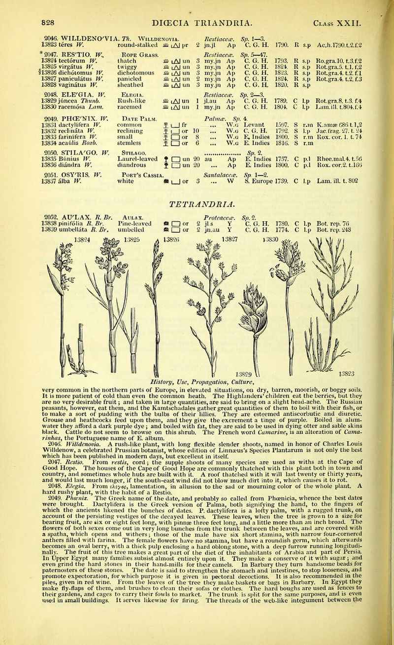 2046. WILLDENO'VIA. T/i. Willdenovia. 13823 teres W. *2047. RES'TIO. W.. 13824 tectorum IV. 13825 virgatus W. S13826 dicholomus W. 13827 paniculatus W. 13828 vaginatus W. round-stalked Mi lA] pr Rope Grass. thatch twiggy dichotomous panicled sheathed 2048. ELE'GIA. W. Elegia. 13829 juncea Thunb. Rush-like 13830 racemosa Lam. racemed 2049. PHCE'NIX. W. 13831 dactylifera W. 13832 reclinata JV. 13833 farinifera W. 13834 acafilis Roxb. 2050. STILA'GO. W. 13835 Bunius W. 13836 diandra W. 2051. OSY'RIS. W. 13837 alba W. * iAJ un * lAJ mi * lAJ un lllfe lAJ un * iA] un * iAI un * lAJ un ll_Jfr 11 I or 1 CDor J. □ or Date Palm. common reclining small 6temless Stilago. Laurel-leaved J □ un 20 diandrous J □ un 20 Poet's Cassia. white a i I or 3 Restiacece. Sp. 1—3. 2 jn.jl Ap C. G. H. 1790. R S.p Ac.h.l790.t.2.f.2 RcstiaceiC Sp 5 47 3 my.jn Ap C. G. H. 1793. II s.p Ro.gra.10. t.3.f.2 3 my.jn Ap C. G. H. 1824. R s.p Rot.gra.5. t.l.f.2 3 my.jn Ap C. G. H. 1823. R s.p Rot.gra.4. t.2.f.l 2 my.jn Ap C. G. H. 1824. R s.p Rot.gra.4. t.2. f.3 3 my.jn Ap C. G. H. 1820. R s.p Restiacece. Sp. 2—3. 1 jl.au Ap C. G. H. 1789. C tp Rot.gra.8. t.3. f.4 1 my.jn Ap C. G. H. 1804. c Lp Lam.ill. t.804.f.4 Palmer. Sp. 4. ... W.G Levant 1597. s r.m K.am8efi86t.l,2 10 ... W.G C. G. H. 1792. s IP Jac.frag. 27. t. 24 8 ... W.G E, Indies 1800. s r.m Rox. cor. 1. t. 74 6 ... W.G E. Indies 1816. s r.m au Ap ... Ap Santalaceee. ... W Sp. 2. E. Indies 1757. E. Indies 1800. Sp 1—2. S. Europe 1739. C p.l Rhee.mal.4. t.56 C p.l Rox. cor.2. t.lGd C l.p Lam. ill. t. 802 TETRANDRIA. 2052. AU'LAX. R. Br. Aulax. Protectee*. Sp. 2. 138.38 pinifolia R. Br. Pine-leaved «t □ or 2 jl s Y C. G. H. 1780. C l.p Bot. rep. 76 13839 umbel lata R. Br. umbelled « □ or 2 jn.au Y C. G. H. 1774. C l.p Bot. rep. 248 History, Use, Propagation, Culture, very common in the northern parts of Europe, in elevated situations, on dry, barren, moorish, or boggy soils. It is more patient of cold than even the common heath. The Highlanders' children eat the berries, but they are no very desirable fruit; and taken in large quantities, are said to bring on a slight head-ache. The Russian peasants, however, eat them, and the Kamtschadales gather great quantities of them to boil with their fish, or to make a sort of pudding with the bulbs of their lillies. They are esteemed antiscorbutic and diuretic. Grouse and heathcocks feed upon them, and they give the excrement a tinge of purple. Boiled in alum- water they afford a dark purple dye ; and boiled with fat, they are said to be used in dying otter and sable skins black. Cattle do not seem to browse on this shrub. The French word Cumarine, is an alteration of Cama- rinhas, the Portuguese name of E. album. 2046. Willdenovia. A rush-like plant, with long flexible slender shoots, named in honor of Charles Louis Willdenow, a celebrated Prussian botanist, whose edition of Linmeus's Species Plantarum is not only the best which has been published in modern days, but excellent in itself. 2047. Restio. From restis, cord; the supple shoots of many species are used as withs at the Cape of Good Hope. The houses of the Cape of Good Hope are commonly thatched with this plant both in town and country, and sometimes whole huts are built with it. A roof thatched with it will last twenty or thirty ye;irs, and would last much longer, if the south-east wind did not blow much dirt into it, which causes it to rot. 2048. Elegia. From iX'.yos, lamentation, in allusion to the sad or mourning color of the whole plant. A hard rushy plant, with the habit of a Restio. 2049. Phoenix. The Greek name of the date, and probably so called from Phoenicia, whence the best dates were brought Dactylifera is the Greek version of Palma, both signifying the hand, to the fingers of which the ancients likened the bunches of dates. P. dactylifera is a lofty palm, with a rugged trunk, on account ol the persisting vestiges of the decayed leaves. These leaves, when the tree is grown to a size for bearing fruit, are six or eight feet long, with pinnae three feet long, and a little more than an inch broad. The flowers of both sexes come out in very long bunches from the trunk between the leaves, and are covered with a spatha, which opens and withers; those of the male have six short stamina, with narrow four-cornered anthers filled with farina. The female flowers have no stamina, but have a roundish germ, which afterwards becomes an oval berry, with a thick pulp enclosing a hard oblong stone, with a deep furrow running longitudi- nally. The fruit of this tree makes a great part of the diet of the inhabitants of Arabia and part of Persia. In tipper Egypt many families subsist almost entirely upon it. They make a conserve of it with sugar; and even grind the hard stones in their hand-mills for their camels. In Barbary they turn handsome beads for paternosters of these stones. The date is said to strengthen the stomach and intestines, to stop looseness, and promote expectoration, for which purpose it is given in pectoral decoctions. It is also recommended in the piles, given in red wine. From the leaves of the tree they make baskets or bags in Barbary. In Egypt they make fly-flaps of them, and brushes to clean their sofas or clothes. The hard boughs are used as fences to their gardens, and cages to carry their fowls to market. The trunk is split for the same purposes, and is even used in small buildings. It serves likewise for firing. The threads of the web-like integument between the