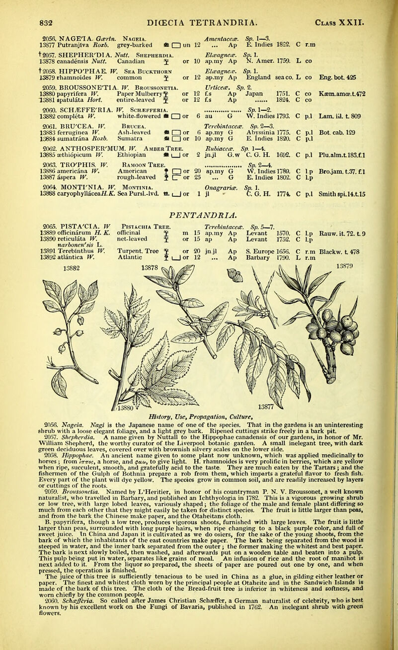 2056. 13877 t2057. 13878 t2058. 13879 2059. 13880 13881 2060. 13882 2061. 13883 13681 NAGE'IA. Gcertn. Nageia. Putranjlva Roxb. grey-barked 4* □ un SHEPHER'DIA. Nutt. Shepherdia. canadensis Nutt. Canadian or HIPPO'PHAE. W. Sea Buckthorn rhamnoides W. common f£ or BROUSSONE'TIA. W. Broussonetia. papyrifera W. Paper Mulberry or spatulata Hort. entire-leaved J or SCH^FFE'RIA. IV. Sch^fferia. complete W. white-flowered * CD or Amentacece. 12 ... Ap Elceagnece. 10 ap.my Ap Elceagnece. 12 ap.my Ap Sp. 1—3. E. Indies 1822. C r.m Amer. 1759. L co Sp. 1. England seaco. L Urticece. Sp. 2. f.s Ap Japan f.s Ap 1751. 1824. Sp. 1—2. W. Indies 1793. BRU'CEA. TV. Brucea. ferruginea TV. Ash-leaved sumatrana Roxb. Sumatra 2062. ANTHOSPER'MUM. TV. AmderTree. 13885 sethiopicum TV. Ethiopian flt i | or 2063. TRCPHIS. IV. Ramoon Tree. 13886 americana TV. American J □ or 13887 aspera TV. rough-leaved I C~ or 2064,. MONTI'NIA. TV. Montinia. 13888 caryophyllaceai/.X. Sea Pursl.-lvd. tt i_J or ap.my G ... G OnagrarUe. 1 jl • Sp. 2—4. W. Indies 178 E.Indies 1802. Sp. 1. C. G. H. co Eng. bot. 425 co Ksem.amce.t.472 6 au Terebintacece. Sf). 2—3. * □ or 6 ap.my G Abvssinia 1775. * □ or 10 ap.my G E. indies 1820. Rubiacece. Sp. 1—4. 2 jn.jl G.w C. G. H. 1692. C p.l Lam. ill. t. 809 p.I Bot. cab. 129 p.l C p.l Plu.alm.tl83.f! I p Bro.jam. t.37. f.l l.p 1774. C p.I Smith spi.l4.t.l5 PENTANDRIA. 2065. PISTA'CIA. TV 13889 officinarum H. K. 13890 reticulata TV. narbonen'sis L. 13891 Terebinthus TV. 13892 atlantica IV. PiSTActiiA Tree. officinal net-leaved Terebintacece. 15 ap.my Ap Sp. 5—7. Levant 1570. Levant 1752. Rauw. it. 72. t. 9 r.m Blackw. t 478 r.m 13879 History, Use, Propagation, Culture, 2056. Nageia. Nagi is the Japanese name of one of the species. That in the gardens is an uninteresting shrub with a loose elegant foliage, and a light grey bark. Ripened cuttings strike freely in a bark pit. 2057. Shepherdia. A name given by Nuttall to the Hippophae canadensis of our gardens, in honor of Mr. William Shepherd, the worthy curator of the Liverpool botanic garden. A small inelegant tree, with dark green deciduous leaves, covered over with brownish silvery scales on the lower side. 2058. Hippophae. An ancient name given to some plant now unknown, which was applied medicinally to horses; from Irrms, a horse, and tpttco, to give light. H. rhamnoides is very prolific in berries, which are yellow when ripe, succulent, smooth, and gratefully acid to the taste. They are much eaten by the Tartars; and the fishermen of the Gulph of Bothnia prepare a rob from them, which imparts a grateful flavor to fresh fish. Every part of the plant will dye yellow. The species grow in common soil, and are readily increased by layers or cuttings of the roots. 2059. Broussonetia. Named by L'Heritier, in honor of his countryman P. N. V. Broussonet, a well known naturalist, who travelled in Barbary.and published an Ichthyologia in 1782. This is a vigorous growing shrub or low tree, with large lobed leaves, variously shaped; the foliage of the male and female plant differing so much from each other that they might easily be taken for distinct species. The fruit is little larger than peas, and from the bark the Chinese make paper, and the Otaheitans cloth. B. papyrifera, though a low tree, produces vigorous shoots, furnished with large leaves. The fruit is little larger than peas, surrounded with long purple hairs, when ripe changing to a black purple color, and full of sweet juice. In China and Japan it is cultivated as we do osiers, for the sake of the young shoots, from the bark of which the inhabitants of the east countries make paper. The bark being separated from the wood is steeped in water, and the inner bark separated from the outer; the former making the whitest and best paper. The bark is next slowly boiled, then washed, and afterwards put on a wooden table and beaten into a pulp. This pulp being put in water, separates like grains of meal. An infusion of rice and the root of manihot is next added to it. From the liquor so prepared, the sheets of paper are poured out one by one, and when pressed, the operation is finished. The juice of this tree is sufficiently tenacious to be used in China as a glue, in gilding either leather or paper. The finest and whitest cloth worn by the principal people at Otaheite and in the Sandwich Islands is made of the bark of this tree. The cloth of the Bread-fruit tree is inferior in whiteness and softness, and worn chiefly by the common people. 2060. Schcefferia. So called after James Christian Schaeffer, a German naturalist of celebrity, who is best known by his excellent work on the Fungi of Bavaria, published in 1762. An inelegant shrub with green flowers.
