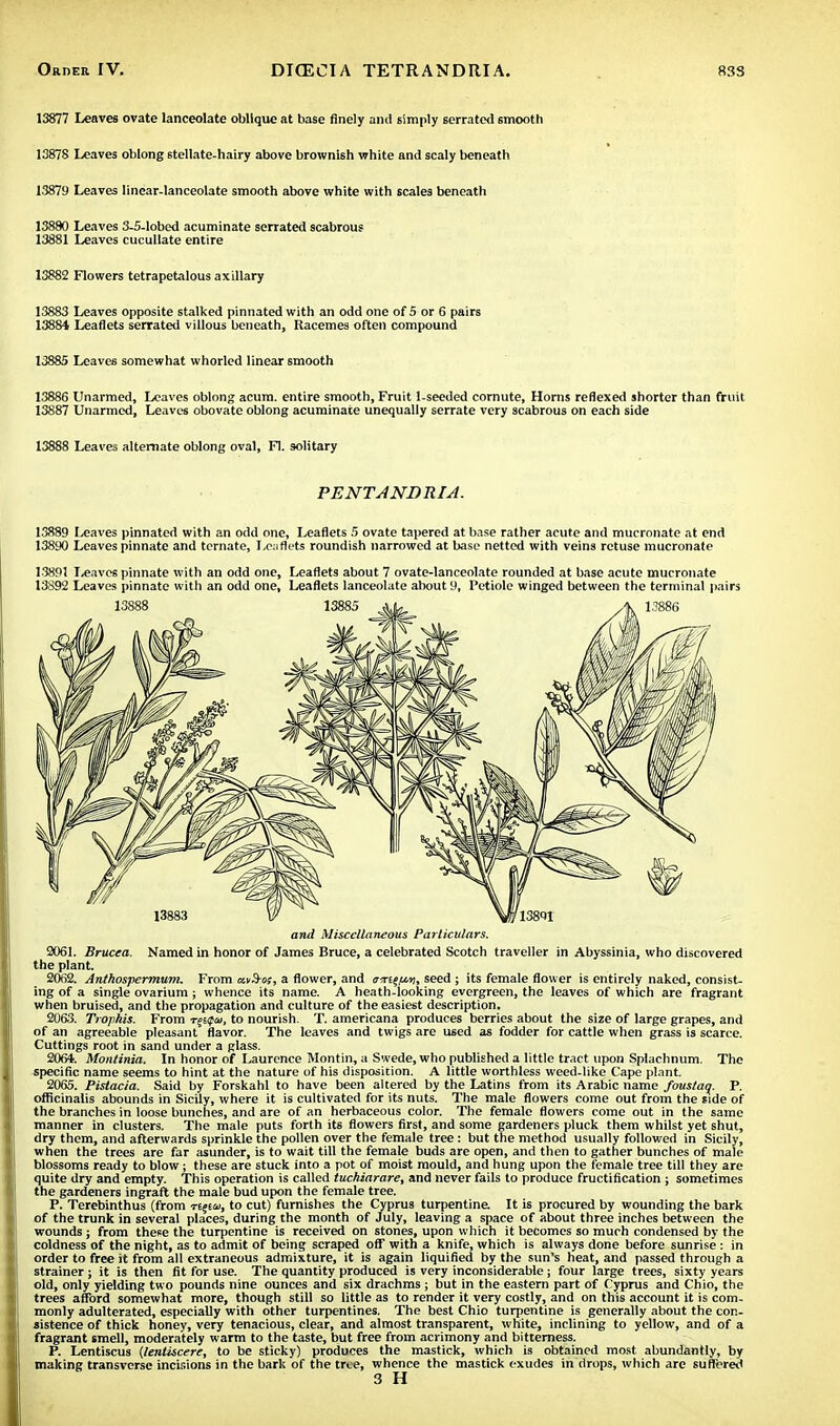 13877 Leaves ovate lanceolate oblique at base finely and simply serrated smooth 13878 Leaves oblong stellate-hairy above brownish white and scaly beneath 13879 Leaves linear-lanceolate smooth above white with scales beneath 13880 Leaves 3-5-lobed acuminate serrated scabrous 13881 Leaves cucullate entire 13882 Flowers tetrapetalous axillary 13883 Leaves opposite stalked pinnated with an odd one of 5 or 6 pairs 13884 Leaflets serrated villous beneath, Racemes often compound 13885 Leaves somewhat whorled linear smooth 13886 Unarmed, Leaves oblong acum. entire smooth, Fruit 1-seeded cornute, Horns reflexed shorter than fruit 13887 Unarmed, Leaves obovate oblong acuminate unequally serrate very scabrous on each side 13888 Leaves alternate oblong oval, El. solitary PENT A ND RI A. 13889 Leaves pinnated with an odd one, Leaflets 5 ovate tapered at base rather acute and mucronate at end 13890 Leaves pinnate and ternate, Leaflets roundish narrowed at base netted with veins retuse mucronate 13891 leaves pinnate with an odd one, Leaflets about 7 ovate-lanceolate rounded at base acute mucronate 13S92 Leaves pinnate with an odd one, Leaflets lanceolate about 9, Petiole winged between the terminal pairs and Miscellaneous Particulars. 2061. Brucca. Named in honor of James Bruce, a celebrated Scotch traveller in Abyssinia, who discovered the plant. 2062. Anthospermum. From avS-os, a flower, and erifftti, seed ; its female flower is entirely naked, consist- ing of a single ovarium; whence its name. A heath-looking evergreen, the leaves of which are fragrant when bruised, and the propagation and culture of the easiest description. 2063. Trophis. From r^upta, to nourish. T. americana produces berries about the size of large grapes, and of an agreeable pleasant flavor. The leaves and twigs are used as fodder for cattle when grass is scarce. Cuttings root in sand under a glass. 206t. Montinia. In honor of Laurence Montin, a Swede, who published a little tract upon Splachnum. The specific name seems to hint at the nature of his disposition. A little worthless weed-like Cape plant. 2065. Pistacia. Said by Forskahl to have been altered by the Latins from its Arabic name foustaq. P. officinalis abounds in Sicily, where it is cultivated for its nuts. The male flowers come out from the side of the branches in loose bunches, and are of an herbaceous color. The female flowers come out in the same manner in clusters. The male puts forth its flowers first, and some gardeners pluck them whilst yet shut, dry them, and afterwards sprinkle the pollen over the female tree: but the method usually followed in Sicily, when the trees are far asunder, is to wait till the female buds are open, and then to gather bunches of male blossoms ready to blow; these are stuck into a pot of moist mould, and hung upon the female tree till they are quite dry and empty. This operation is called tuchiarare, and never fails to produce fructification ; sometimes the gardeners ingraft the male bud upon the female tree. P. Terebinthus (from n%iu, to cut) furnishes the Cyprus turpentine It is procured by wounding the bark of the trunk in several places, during the month of July, leaving a space of about three inches between the wounds; from these the turpentine is received on stones, upon which it becomes so much condensed by the coldness of the night, as to admit of being scraped off with a knife, which is always done before sunrise: in order to free it from all extraneous admixture, it is again liquified by the sun's heat, and passed through a strainer; it is then fit for use. The quantity produced is very inconsiderable; four large trees, sixty years old, only yielding two pounds nine ounces and six drachms ; but in the eastern part of Cyprus and Chio, the trees afford somewhat more, though still so little as to render it very costly, and on this account it is com- monly adulterated, especially with other turpentines. The best Chio turpentine is generally about the con- sistence of thick honey, very tenacious, clear, and almost transparent, white, inclining to yellow, and of a fragrant smell, moderately warm to the taste, but free from acrimony and bitterness. P. Lentiscus (lentiscere, to be sticky) produces the mastick, which is obtained most abundantly, by making transverse incisions in the bark of the tree, whence the mastick exudes in drops, which are suffered 3 H