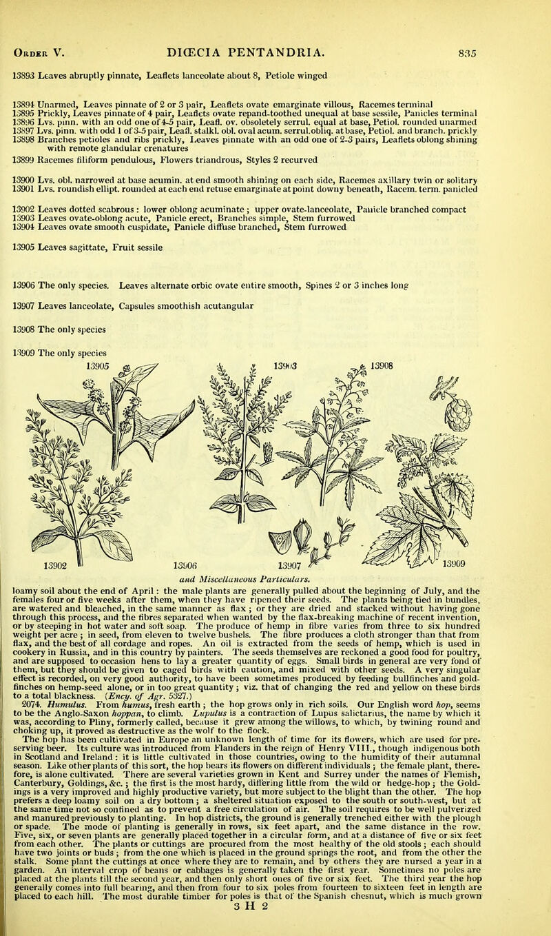 13393 Leaves abruptly pinnate, Leaflets lanceolate about 8, Petiole winged 13894 Unarmed, Leaves pinnate of 2 or 3 pair, Leaflets ovate emarginate villous, Racemes terminal 13895 Prickly, Leaves pinnate of 4 pair, Leaflets ovate repand-toothed unequal at base sessile, Panicles terminal 13896 Lvs. pinn. with an odd one of 4-5 pair, Leafl. ov. obsoletely serrul. equal at base, Petiol. rounded unarmed 13N97 Lvs. pinn. with odd 1 of 3-5 pair, Leafl. stalkl. obi. ovalacum. serrul.obliq. at base, Petiol. and branch, prickly 13898 Branches petioles and ribs prickly, Leaves pinnate with an odd one of 2-3 pairs, Leaflets oblong shining with remote glandular crenatures 13899 Racemes filiform pendulous, Flowers triandrous, Styles 2 recurved 13900 Lvs. obi. narrowed at base acumin. at end smooth shining on each side, Racemes axillary twin or solitary 13901 Lvs. roundish ellipt. rounded at each end retuse emarginate at point downy beneath, Racem. term, panicled 13902 Leaves dotted scabrous : lower oblong acuminate ; upper ovate-lanceolate, Panicle branched compact 13903 Leaves ovate-oblong acute, Panicle erect, Branches simple, Stem furrowed 13904 Leaves ovate smooth cuspidate, Panicle diffuse branched, Stem furrowed 13905 Leaves sagittate, Fruit sessile 13906 The only species. Leaves alternate orbic ovate entire smooth, Spines 2 or 3 inches long 13907 Leaves lanceolate, Capsules smoothish acutangular 13908 The only species 13909 The only species and Miscellaneous Particulars. loamy soil about the end of April: the male plants are generally pulled about the beginning of July, and the females four or five weeks after them, when they have ripened their seeds. The plants being tied in bundles, are watered and bleached, in the same manner as flax ; or they are dried and stacked without having gone through this process, and the fibres separated when wanted by the flax-breaking machine of recent invention, or by steeping in hot water and soft soap. The produce of hemp in fibre varies from three to six hundred weight per acre ; in seed, from eleven to twelve bushels. The fibre produces a cloth stronger than that from flax, and the best of all cordage and ropes. An oil is extracted from the seeds of hemp, which is used in cookery in Russia, and in this country by painters. The seeds themselves are reckoned a good food for poultry, and are supposed to occasion hens to lay a greater quantity of eggs. Small birds in general are very fond of them, but they should be given to caged birds with caution, and mixed with other seeds. A very singular effect is recorded, on very good authority, to have been sometimes produced by feeding bullfinches and gold- finches on hemp-seed alone, or in too great quantity ; viz. that of changing the red and yellow on these birds to a total blackness. {Ency. of Agr. 5327.) 2074. Humvlus. From humus, fresh earth ; the hop grows only in rich soils. Our English word hop, seems to be the Anglo-Saxon hoppan, to climb. Lupulus is a contraction of Lupus salictarius, the name by which it was, according to Pliny, formerly called, because it grew among the willows, to which, by twining round and choking up, it proved as destructive as the wolf to the flock. The hop has been cultivated in Europe an unknown length of time for its flowers, which are used for pre- serving beer. Its culture was introduced from Flanders in the reign of Henry VIII., though indigenous both in Scotland and Ireland: it is little cultivated in those countries, owing to the humidity of their autumnal season. Like other plants of this sort, the hop bears its flowers on different individuals ; the female plant, there- fore, is alone cultivated. There are several varieties grown in Kent and Surrey under the names of Flemish, Canterbury, Goldings, &c.; the first is the most hardy, differing little from the wild or hedge-hop ; the Gold- ings is a very improved and highly productive variety, but more subject to the blight than the other. The hop prefers a deep loamy soil on a dry bottom ; a sheltered situation exposed to the south or south-west, but a t the same time not so confined as to prevent a free circulation of air. The soil requires to be well pulverized and manured previously to planting. In hop districts, the ground is generally trenched either with the plough or spade. The mode of planting is generally in rows, six feet apart, and the same distance in the row. Five, six, or seven plants are generally placed together in a circular form, and at a distance of five or six feet from each other. The plants or cuttings are procured from the most healthy of the old stools ; each should have two joints or buds ; from the one which is placed in the ground springs the root, and from the other the stalk. Some plant the cuttings at once where they are to remain, and by others they are nursed a year in a garden. An interval crop of beans or cabbages is generally taken the first year. Sometimes no poles are placed at the plants till the second year, and then only short ones of five or six feet. The third year the hop generally comes into full bearing, and then from four to six poles from fourteen to sixteen feet in length are placed to each hill. The most durable timber for poles is that of the Spanish chesnut, which is much grown 3 H 2